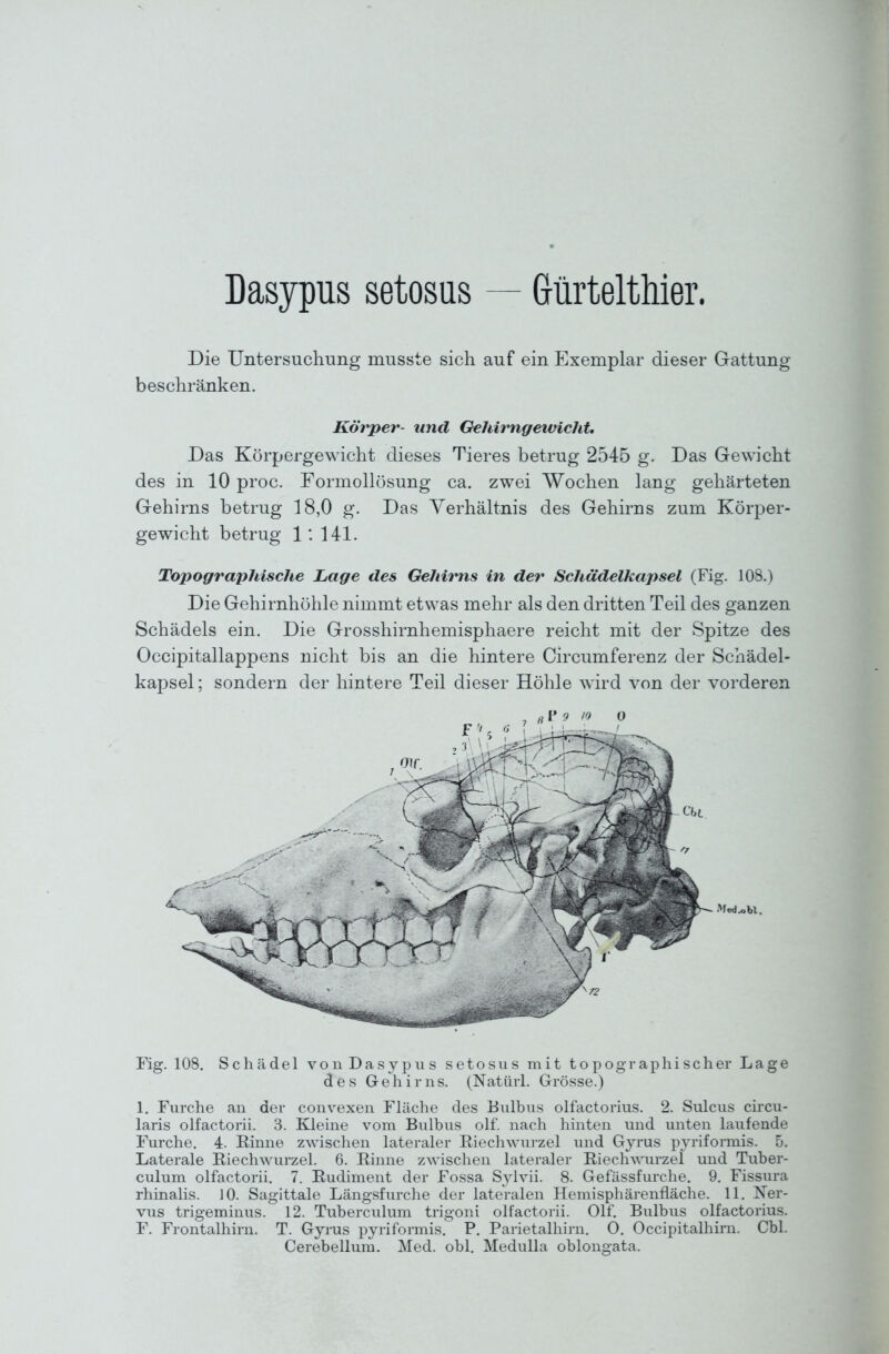 Dasypus setosus — Grürtelthier. Die Untersuchung musste sich auf ein Exemplar dieser Gattung beschränken. Körper- und Gehirngewicht» Das Körpergewicht dieses Tieres betrug 2545 g. Das Gewicht des in 10 proc. Formollösung ca. zwei Wochen lang gehärteten Gehirns betrug 18,0 g. Das Verhältnis des Gehirns zum Körper- gewicht betrug 1: 141. Topographische Lage des Gehirns in der Schädelkapsel (Fig. 108.) Die Gehirnhöhle nimmt etwas mehr als den dritten Teil des ganzen Schädels ein. Die Grosshirnhemisphaere reicht mit der Spitze des Occipitallappens nicht bis an die hintere Circumferenz der Schädel- kapsel ; sondern der hintere Teil dieser Höhle wdrd von der vorderen Fig. 108. Schädel von Dasypus setosus mit topographischer Lage des Gehirns. (Natürl. Grösse.) 1. Furche an der convexen Fläche des Bulbus olfactorius. 2. Sulcus ciicu- laris olfactorii. 3. Kleine vom Bulbus olf. nach hinten und unten laufende Furche, 4. Rinne zwischen lateraler Riechwurzel und Gyrus pyriformis. 5. Laterale Riechwurzel. 6. Rinne zwischen lateraler Riech^^^u•ze^ und Tuber- culum olfactorii. 7. Rudiment der Fossa Sylvii. 8. Gefässfurche. 9. Fissura rhinalis. 10. Sagittale Längsfurche der lateralen Hemisphärenfläche. 11. Ner- vus trigeminus. 12. Tuberculum trigoni olfactorii. Olf. Bulbus olfactorius. F. Frontalhirn. T. Gyrus pyriformis, P. Parietalhirn. 0. Occipitalhirn. Cbl. Cerebellum. Med. obl. Medulla oblongata.