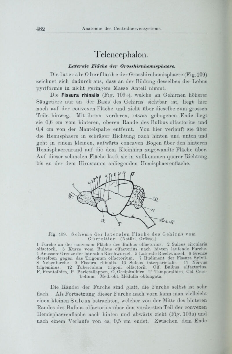 Telencephalon. Laterale Fläche der €h*oss7ui^ihemisphaere. Die laterale Oberfläche der Grosshirnhemisphaere (Fig. 109) zeichnet sich dadurch aus, dass an der Bildung desselben der Lobus pyriformis in nicht geringem Masse Anteil nimmt. Die FiSSUra rhinalis (Fig. 109 9), welche an Gehirnen höherer Säugetiere nur an der Basis des Gehirns sichtbar ist, liegt hier noch auf der convexen Fläche und zieht über dieselbe zum grossen Teile hinweg. Mit ihrem vorderen, etwas gebogenen Ende liegt sie 0,6 cm vom hinteren, oberen ßande des Bulbus olfactorius und 0,4 cm von der Mantelspalte entfernt. Von hier verläuft sie über die Hemisphaere in schräger ßichtung nach hinten und unten und geht in einem kleinen, aufwärts concaven Bogen über den hinteren Hemisphaerenrand auf die dem Kleinhirn zugewandte Fläche über. Auf dieser schmalen Fläche läuft sie in vollkommen querer Richtung bis zu der dem Hirnstamm anliegenden Hemisphaerenfläche. Fig. 109. Schema der lateralen Fläche des Gehirns vom Gürteltier. (Natürl. Grösse.) 1 Furche an der convexen Fläche des Bulbus olfactorius. 2 Sulcus circularis olfactorii. 3 Kurze vom Bulbus olfactorius nach hir,ten laufende Furche. 4 Aeussere Grenze der lateralen Riechwurzel. 5 Laterale Eiechwurzel. 6 Grenze derselben gegen das Trigonum olfactorium. 7 Rudiment der Fissura Svlvii. 8 Nebenfurche. 9 Fissura rhinalis. 10 Sulcus interparietalis. 11 Xervus trigeminus. l2 Tuberculum trigoni olfactorii. Olf. Bulbus olfactorius. F. Frontalhirn. P. Parietallappen. 0. Occipitalhirn. T. Temporalhirn. Cbl. Cere- bellum. Med. obl. Medulla oblongata. Die Eänder der Furche sind glatt, die Furche selbst ist sehr flach. Als Fortsetzung dieser Furche nach vorn kann man vielleicht einen kleinen Sulcus betrachten, welcher von der Mitte des hinteren Randes des Bulbus olfactorius über den vordersten Teil der convexen Hemisphaerenfläche nach hinten und abwärts zieht (Fig. 109 3) und nach einem Verlaufe von ca. 0,5 cm endet. Zwischen dem Ende