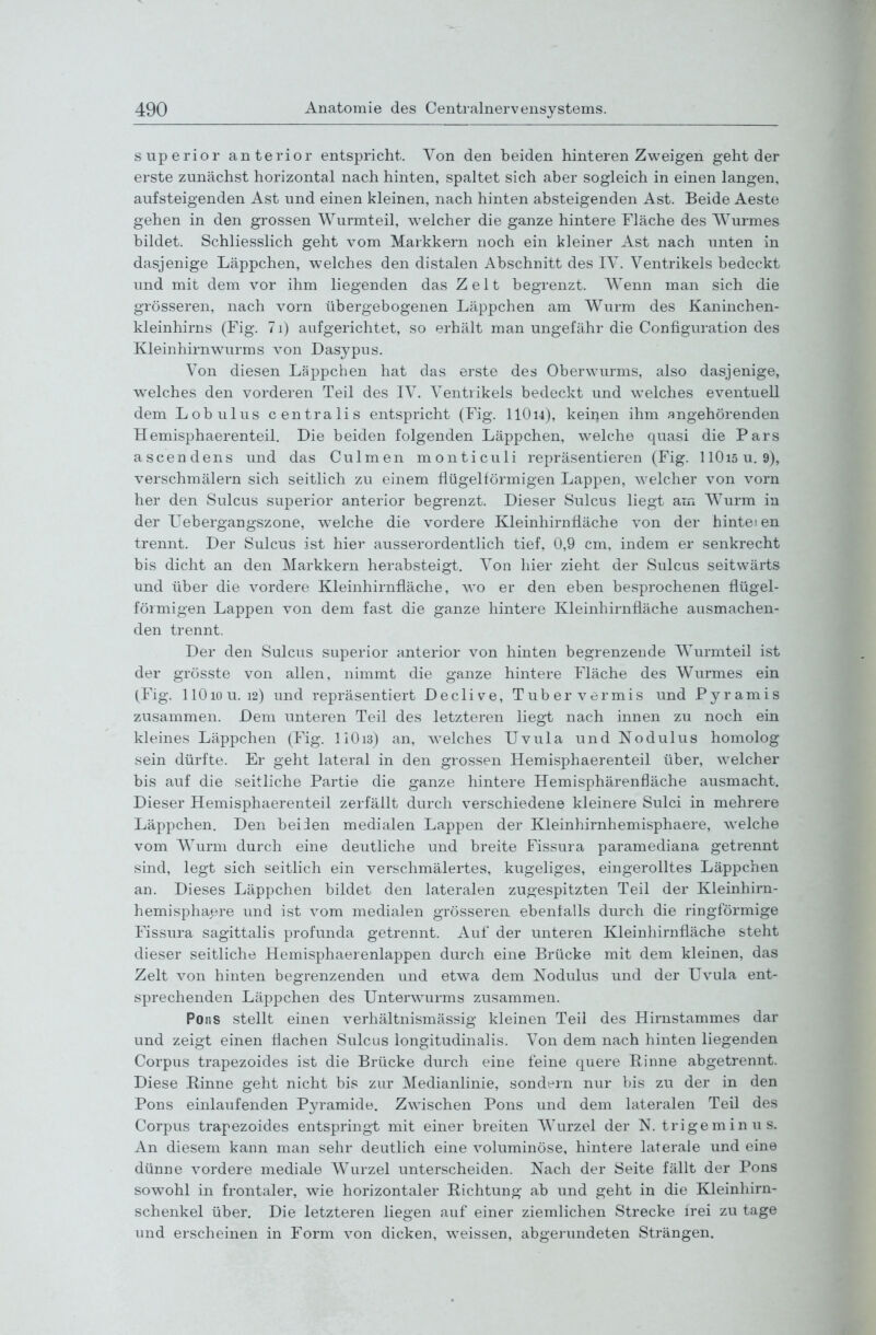 superior anterior entspricht. Von den beiden hinteren Zweigen geht der erste zunächst horizontal nach hinten, spaltet sich aber sogleich in einen langen, aufsteigenden Ast und einen kleinen, nach hinten absteigenden Ast. Beide Aeste gehen in den grossen Wurmteil, welcher die ganze hintere Fläche des Wurmes bildet. Schliesslich geht vom Markkern noch ein kleiner Ast nach unten in dasjenige Läppchen, welches den distalen Abschnitt des IV. Ventrikels bedeckt und mit dem vor ihm liegenden das Zelt begrenzt. Wenn man sich die grösseren, nach vorn übergebogenen Läppchen am Wurm des Kaninchen- kleinhirns (Fig. 7i) aufgerichtet, so erhält man ungefähr die Configuration des Kleinhirnwurms von Dasypus. Von diesen Läppchen hat das erste des Oberwurms, also dasjenige, welches den vorderen Teil des IV. Ventrikels bedeckt und welches eventuell dem Lobulus centralis entspricht (Fig. IIO14), keinen ihm angehörenden Hemisphaerenteil. Die beiden folgenden Läppchen, welche quasi die Pars ascendens und das Culmen monticuli repräsentieren (Fig. HO 15 u. 9), verschmälern sich seitlich zu einem flügeiförmigen Lappen, welcher von vorn her den Sulcus superior anterior begrenzt. Dieser Sulcus liegt am Wurm in der TJebergangszone, w'elche die vordere Kleinhirnfläche von der hintei en trennt. Der Sulcus ist hier ausserordentlich tief, 0,9 cm, indem er senkrecht bis dicht an den Markkern herabsteigt. Von hier zieht der Sulcus seitwärts und über die vordere Kleinhirnfläche, wo er den eben besprochenen flügei- förmigen Lappen von dem fast die ganze hintere Kleinhirnfläche ausmachen- den trennt. Der den Sulcus superior anterior von hinten begrenzende Wurmteil ist der grösste von allen, nimmt die ganze hintere Fläche des Wurmes ein (Fig. llOiou. 12) und repräsentiert Declive, Tuber vermis und Pyramis zusammen. Dem unteren Teil des letzteren liegt nach innen zu noch ein kleines Läppchen (Fig. liOis) an, welches Uvula und Nodulus homolog sein dürfte. Er geht lateral in den grossen Hemisphaerenteil über, welcher bis auf die seitliche Partie die ganze hintere Hemisphärenfläche ausmacht. Dieser Hemisphaerenteil zerfällt durch verschiedene kleinere Sulci in mehrere Läppchen. Den beiden medialen Lappen der Kleinhirnhemisphaere, welche vom Wurm durch eine deutliche und breite Fissura paramediana getrennt sind, legt sich seitlich ein verschmälertes, kugeliges, eingerolltes Läppchen an. Dieses Läppchen bildet den lateralen zugespitzten Teil der Kleinhirn- hemisphaere und ist vom medialen grösseren ebenialls durch die ringförmige Fissura sagittalis profunda getrennt. Auf der unteren Kleinhirnfläche steht dieser seitliche Hemisphaerenlappen durch eine Brücke mit dem kleinen, das Zelt von hinten begrenzenden und etwa dem Nodulus und der Uvula ent- sprechenden Läppchen des Unterwurms zusammen. Pons stellt einen verhältnismässig kleinen Teil des Hirnstammes dar und zeigt einen flachen Sulcus longitudinalis. Von dem nach hinten liegenden Corpus trapezoides ist die Brücke durch eine feine quere Rinne abgetrennt. Diese Rinne geht nicht bis zur Medianlinie, sondern nur bis zu der in den Pons einlaufenden Pyramide. Zwischen Pons und dem lateralen Teil des Corpus trapezoides entspringt mit einer breiten Wurzel der N. trigeminus. An diesem kann man sehr deutlich eine voluminöse, hintere laterale und eine dünne vordere mediale Wurzel unterscheiden. Nach der Seite fällt der Pons sowohl in frontaler, wie horizontaler Richtung ab und geht in die Kleinhirn- schenkel über. Die letzteren liegen auf einer ziemlichen Strecke frei zu tage und erscheinen in Form von dicken, weissen, abgerundeten Strängen.