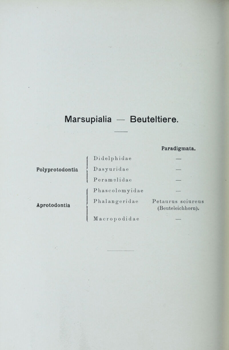 Marsupialia — Beuteltiere. Paradigmata. Polyprotodontia Aprotodontia Didelphidae Dasyuridae Peram elidae Phascolomyidae Phalangeridae Macropodidae Petaurus sciureus (ßeuteleichhorn).