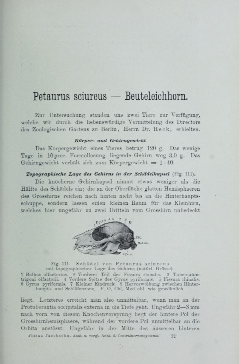Petaurus sciureus — Beuteleichhorn. Zur IJntersncliung standen uns zwei Tiere zur Verftigimg, welche wir durch die liebenswürdige Yermittelung des Directors des Zoologrisehen Gartens zu Berlin. Herrn Dr. Heck, erhielten. Kärper- und Gehirngewicht Das Körpergewicht eines Tieres betrug 120 g. Das wenige Tage in lOproc. Formollösung liegende Gehirn wog 3,0 g. Das Oehirngewicht verhält sich zum Körpergewicht = 1 : 40. Topographische Lage des Gehirns in der Schädelkapsel (Tig. III). Die knöcherne Gehirnkapsel nimmt etwas weniger als die Hälfte des Schädels ein: die an der Oberfläche glatten Hemisphaeren des Grosshirns reichen nach hinten nicht bis an die Hinterhaupts- schuppe, sondern lassen einen kleinen Eaum für das Kleinhirn, welches hier ungefähr zu zwei Dritteln vom Grosshirn unbedeckt Fig. III. Schädel von Petaurus sciureus mit topographischer Lage des Gehirns (natürl. Grösse). 1 Bulbus olfactorius. 2 Vorderer Teil der Fissura rhinalis. 3 Tuberculum trigoni olfactorii. 4: Vordere Spitze des Gvrus pyriformis. 5 Fissura rhinalis. 6 Gvrus pyriformis. 7 Elleiner Eindruck. S Hervorwölbung zwischen Hinter- biiupts- imd Schläfenzone. I', O. CbL Med. obl. wie gewöhnlich. liegt. Letzteres erreicht man also unmittelbar, wenn man an der Protuberantia occipitalis externa in die Tiefe geht. Ungefähr 2—3 mm nach vom von diesem Knochenvorsprung liegt der hintere Pol der Grosshirnhemisphaere, während der vordere Pol unmittelbar an die Orbita arstösst. Ungefähr in der Mitte des äusseren hinteren rlatau-JacobäotiQ. Anat. u. vergL Arat. d. Centrainervensystems. 32