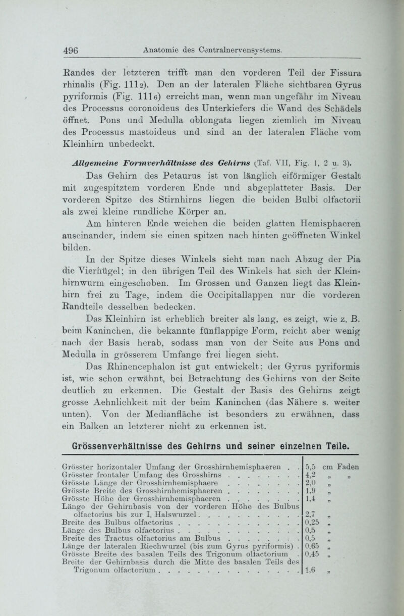 Randes der letzteren trifft man den vorderen Teil der Fissura rhinalis (Fig. III2). Den an der lateralen Fläche sichtbaren Gyrus pyriformis (Fig. llle) erreicht man, wenn man ungefähr im Xiveau des Processus coronoideus des Unterkiefers die Wand des Schädels öffnet. Pons und Medulla oblongata liegen ziemlich im Niveau des Processus mastoideus und sind an der lateralen Fläche vom Kleinhirn unbedeckt. Allgemeine Formvet'hältnisse des Gehirns {Taf. VII, Fig. ], 2 u. 3). Das Gehirn des Petaurus ist von länglich eiförmiger Gestalt mit zugespitztem vorderen Ende und abgeplatteter Basis. Der vorderen Spitze des Stirnhirns hegen die beiden Bulbi olfactorii als zwei kleine rundliche Körper an. Am hinteren Ende weichen die beiden glatten Hemisphaeren auseinander, indem sie einen spitzen nach hinten geöffneten Winkel bilden. In der SjDitze dieses Winkels sieht man nach Abzug der Pia die Yierhügel; in den übrigen Teil des Winkels hat sich der Klein- hirnwurm eingeschoben. Im Grossen und Ganzen liegt das Klein- hirn frei zu Tage, indem die Occipitallappen nur die vorderen E-andteile desselben bedecken. Das Kleinhirn ist erheblich breiter als lang, es zeigt, wie z. ß. beim Kaninchen, die bekannte fünflappige Form, reicht aber wenig nach der Basis herab, sodass man von der Seite aus Pons und Medulla in grösserem Umfange frei liegen sieht. Das Rhinencephalon ist gut entwickelt; der Gyrus pyriformis ist, wie schon erwähnt, bei Betrachtung des Gehirns von der Seite deuthch zu erkennen. Die Gestalt der Basis des Gehirns zeigt grosse Aehnlichkeit mit der beim Kaninchen (das Nähere s. weiter unten). Von der Medianfläche ist besonders zu erwähnen, dass ein Balken an letzterer nicht zu erkennen ist. Grössenverhältnisse des Gehirns und seiner einzelnen Teile. Grösster horizontaler Umfang der Grosshirnhemisphaeren . . Grösster frontaler Umfang des Grosshirns Grösste Länge der Grosshirnhemisphaere Grösste Breite des Grosshirnhemisphaeren Grösste Höhe der Grosshirnhemisphaeren Länge der Gehirnbasis von der vorderen Höhe des Bulbus olfactorius bis zur I. Hals\A'urzel Breite des Bulbus olfactorius Länge des Bulbus olfactorius Breite des Tractus olfactorius am Bulbus Länge der lateralen Biechwurzel (bis zum Gyrus pyriformis) . Grösste Breite des basalen Teils des Trigonum oltactorium Breite der Gehirnbasis durch die Mitte des basalen Teils des Trigonum olfactorium 5,5 cm Faden 4,2 „ „ 2,0 „ 1,9 „ 2,7 „ 0,25 „ 0,5 „ 0,5 „ 0.65 „ 0,45 „ 1,6