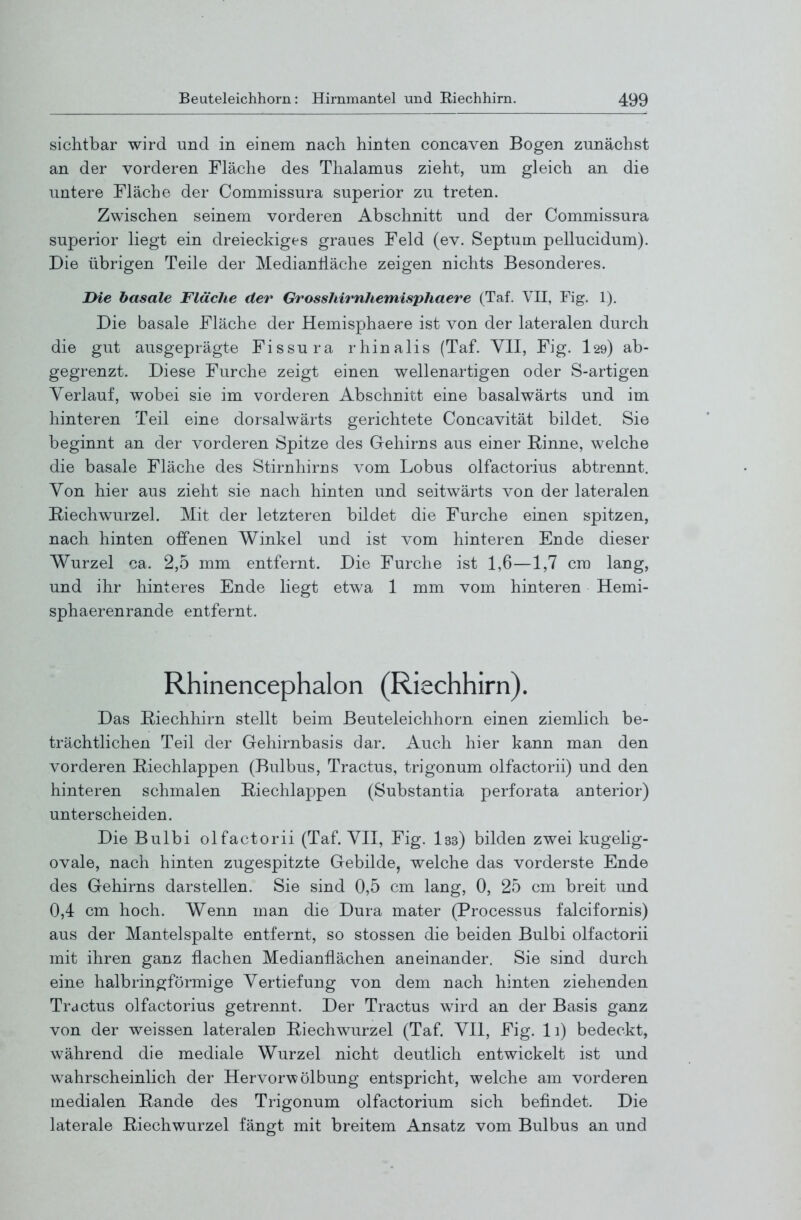 sichtbar wird und in einem nach hinten concaven Bogen zunächst an der vorderen Fläche des Thalamus zieht, um gleich an die untere Fläche der Commissura superior zu treten. Zwischen seinem vorderen Abschnitt und der Commissura superior liegt ein dreieckiges graues Feld (ev. Septum pellucidum). Die übrigen Teile der Mediantiäche zeigen nichts Besonderes. IMe basale Fläche der Grosshirnhemisphaere (Taf. VII, Fig. 1). Die basale Fläche der Hemisphaere ist von der lateralen durch die gut ausgeprägte Fissura rhinalis (Taf. YII, Fig. I29) ab- gegrenzt. Diese Furche zeigt einen wellenartigen oder S-artigen Verlauf, wobei sie im vorderen Abschnitt eine basalwärts und im hinteren Teil eine dorsalwärts gerichtete Concavität bildet. Sie beginnt an der vorderen Spitze des Gehirns aus einer Rinne, welche die basale Fläche des Stirnhirns vom Lobus olfactorius abtrennt. Von hier aus zieht sie nach hinten und seitwärts von der lateralen Riechwurzel. Mit der letzteren bildet die Furche einen spitzen, nach hinten offenen Winkel und ist vom hinteren Ende dieser Wurzel ca. 2,5 mm entfernt. Die Furche ist 1,6—1,7 cm lang, und ihr hinteres Ende liegt etwa 1 mm vom hinteren Hemi- sphaerenrande entfernt. Rhinencephalon (Riechhirn). Das Riechhirn stellt beim ßeuteleichhorn einen ziemlich be- trächtlichen Teil der Gehirnbasis dar. Auch hier kann man den vorderen Riechlappen (Bulbus, Tractus, trigonum olfactorii) und den hinteren schmalen Riechlappen (Substantia perforata anterior) unterscheiden. Die Bulbi olfactorii (Taf. VII, Fig. I33) bilden zwei kugehg- ovale, nach hinten zugespitzte Gebilde, welche das vorderste Ende des Gehirns darstellen. Sie sind 0,5 cm lang, 0, 25 cm breit und 0,4 cm hoch. Wenn man die Dura mater (Processus falcifornis) aus der Mantelspalte entfernt, so stossen die beiden Bulbi olfactorii mit ihren ganz flachen Medianflächen aneinander. Sie sind durch eine halbringförmige Vertiefung von dem nach hinten ziehenden Tractus olfactorius getrennt. Der Tractus wird an der Basis ganz von der weissen lateralen Riechwurzel (Taf. VII, Fig. Ii) bedeckt, während die mediale Wurzel nicht deutlich entwickelt ist und wahrscheinlich der Hervorwölbung entspricht, welche am vorderen medialen Rande des Trigonum olfactorium sich befindet. Die laterale Riech wurzel fängt mit breitem Ansatz vom Bulbus an und