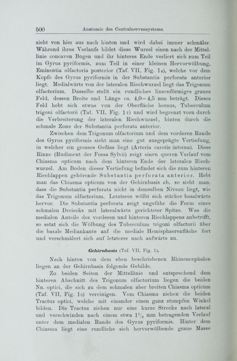 zieht von hier aus nach hinten und wird dabei immer schmäler. Während ihres Verlaufs bildet diese Wurzel einen nach der Mittel- linie concaven Bogen und ihr hinteres Ende verliert sich zum Teil im Gyrus pyriformis, zum Teil in einer kleinen Hervorwölbung, Emineutia olfactoria posterior (Taf. VII, Fig. I4), welche vor dem Kopfe des Gyrus pyriformis in der Substantia perforata anterior liegt. Medialwärts von der lateralen Riechwurzel liegt das Trigonum olfactorium. Dasselbe stellt ein rundliches linsenförmiges graues Feld, dessen Breite und Länge ca. 4,0— 4,5 mm beträgt. Dieses Feld hebt sich etwas von der Oberfläche heraus, Tuberculum trigoni olfactorii (Taf. VII, Fig. 17) und wird begrenzt vorn durch die Verbreiterung der lateralen E-iechwurzel, hinten durch die schmale Zone der Substantia perforata anterior. Zwischen dem Trigonum olfactorium und dem vorderen Rande des Gyrus pyriformis sieht man eine gut ausgeprägte Vertiefung, in welcher ein grosses Gefäss liegt (Arteria carotis interna). Diese Rinne (Rudiment der Fossa Sylvii) zeigt einen queren Verlauf vom Chiasma opticum nach dem hinteren Ende der lateralen Riech- wurzel. Am Boden dieser Vertiefung befindet sich die zum hinteren Riechlappen gehörende Substantia perforata anterior. Hebt man das Chiasma opticum von der Gehirnbasis ab, so sieht man. dass die Substantia perforata nicht in demselben Niveau liegt, wie das Trigonum olfactorium. Letzteres wölbt sich stärker basalwärts hervor. Die Substantia perforata zeigt ungefähr die Form eines schmalen Dreiecks mit lateralwärts gerichteter Spitze. Was die medialen Anteile des vorderen und hinteren Riechlappens anbetrifft, so setzt sich die Wölbung des Tuber-culum trigoni olfactorii über die basale Mediankante auf die mediale Hemisphaerenfläche fort und verschmälert sich auf letzterer nach aufwärts zu. Gehirnbasis (Taf. VII, Fig. 1). Nach hinten von dem eben beschriebenen Rliinencephalon liegen an der Gehirnbasis folgende Gebilde. Zu beiden Seiten der Mittelhnie und entsprechend dem hinteren Abschnitt des Trigonum olfactorium liegen die beiden Nn. optici, die sich zu dem schmalen aber breiten Chiasma opticum (Taf. VII, Fig. I5) vereinigen. Vom Chiasma ziehen die beiden Tractus optici, welche mit einander einen ganz stumpfen Winkel bilden. Die Tractus ziehen nur eine kurze Strecke nach lateral und verschwinden nach einem etwa 1^2 rn^ betragenden Verlauf unter dem medialen Rande des Gyrus pyriformis. Hinter dem Chiasma liegt eine rundliche sich hervorwölbende graue Masse