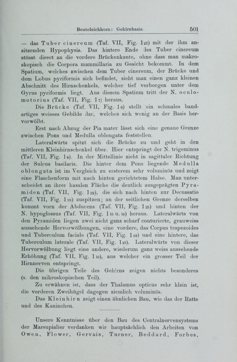 — das Tub er ein er e um (Taf. VII, Fig. Ui) mit der ihm an- sitzenden Hypophysis. Das hintere Ende des Tuber cinereum stösst direct an die vordere Brückenkante, ohne dass man makro- skopisch die Corpora mammillaria zu Gesicht bekommt. In dem Spatium, welches zwischen dem Tuber cinereum, der Brücke und dem Lobus pyriformis sich befindet, sieht man einen ganz kleinen Abschnitt des Hirnschenkels, welcher tief verborgen unter dem Gja-us pyriformis liegt. Aus diesem Spatium tritt der N. oculo- motorius (Taf. YII, Fig. 17) heraus. Die Brücke (Taf. YII, Fig. I9) stellt ein schmales band- artiges weisses Gebilde dar, welches sich wenig an der Basis her- vorwölbt. Erst nach Abzug der Pia mater lässt sich eine genaue Grenze zwischen Pons und Medulla oblongata feststellen. Lateralwärts spitzt sich die Brücke zu und geht in den mittleren Kleinhirnschenkel über. Hier entspringt der N. trigeminus (Taf. YII, Fig. Is). In der Mittelhnie zieht in sagittaler Eichtung der Sulcus basilaris. Die hinter dem Pons liegende Medulla oblongata ist im Yergleich zu ersterem sehr voluminös und zeigt eine Flaschenform mit nach hinten gerichtetem Halse. Man unter- scheidet an ihrer basalen Fläche die deutlich ausgeprägten Pyra- miden (Taf. YII, Fig. I22), die sich nach hinten zur Decussatio (Taf. YII, Fig. I19) zuspitzen; an der seitlichen Grenze derselben kommt vorn der Abducens (Taf. YII, Fig. I25) und hinten der N. hypoglossus (Taf. YII, Fig. 115 u. le) heraus. Lateralwärts von den Pyramiden liegen zwei nicht ganz scharf conturierte, grauweiss aussehende Hervorwölbungen, eine vordere, das Corpus trapezoides und Tuberculum faciale (Taf. YII, Fig. I23) und eine hintere, das Tuberculum laterale (Taf. YII, Fig. I21). Lateralwärts von dieser Hervorwölbung liegt eine andere, wiederum ganz weiss aussehende Erhöhung (Taf. YII, Fig. 110), aus welcher ein grosser Teil der Hirnnerven entspringt. Die übrigen Teile des Gehirns zeigen nichts besonderes (s. den mikroskopischen Teil). Zu erwähnen ist, dass der Thalamus opticus sehr klein ist, die vorderen Zweihügel dagegen ziemlich voluminös. Das Kleinhirn zeigt einen ähnlichen Bau, wie das der Ratte und des Kaninchen. Unsere Kenntnisse über den Bau des Centrainervensystems der Marsupialier verdanken wir hauptsächlich den Arbeiten von Owen, Flower, Gervais, Turner, Beddard, Forbes,