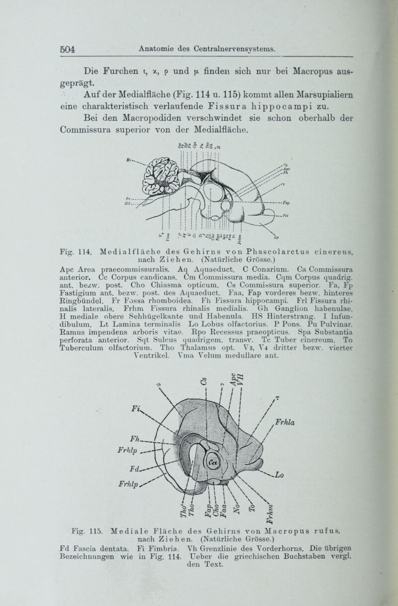Die Furchen t, x, p und (x finden sich nur bei Macropus aus- geprägt. Auf der Medialfläche (Fig. 114 u. 115) kommt allen Marsupialiern eine charakteristisch verlaufende Fissura hippocampi zu. Bei den Macropodiden verschwindet sie schon oberhalb der Commissura superior von der Medialfläche. Fig. 114. Medialfläche des Gehirns von Phascolarctus cinereus, nach Ziehen. (Natürliche Grösse.) Apc Area praecommissuralis. Aq Aquaeduct. C Conarium. Ca Commissura anterior. Cc Corpus candicans. Cm Commissura media. Cqm Corpus quadrig. ant. bezw. post. Cho Chiasma opticum. Cs Commissura superior. Fa, Fp Fastigium ant. bezw. post. des Aquaeduct. Faa, Fap vorderes bezw. hinteres Eingbündel. Fr Fossa rhomboidea. Fh Fissura hippocampi. Frl Fissura rhi- nalis lateralis. Frhm Fissura rhinalis medialis. Gh Ganglion habeniüae. H mediale obere Sehhügelkante und Habenula. HS Hinterstrang. I Infun- dibulum. Lt Lamina terminalis Lo Lobus olfactorius. P Pons. Pu Pulvinar. Eamus impendens arboris vitae. Rpo Recessus praeopticus. Spa Substantia perforata anterior. Sqt Sulcus quadrigem. transv. Tc Tuber cinereum. To Tuberculum olfactoriura. Tho Thalamus opt. Vs, Y4 dritter bezw. vierter Ventrikel. Vma Velum medulläre ant. Fig. 115. Mediale Fläche des Gehirns von Macropus rufus. nach Ziehen. (Natürliche Grösse.) Fd Fascia dentata. Fi Fimbria. Vh Grenzlinie des Yorderhorns. Die übrigen Bezeichnungen wie in Fig. 114. lieber die griechischen Buchstaben vergl. den Text.