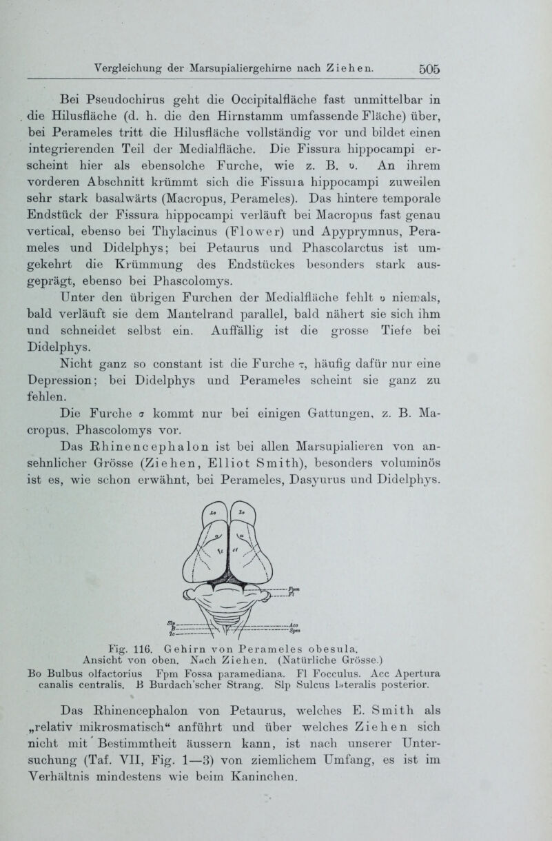 Bei Pseudochirus geht die Occipitalfläche fast unmittelbar in die Hilusfläche (d. h. die den Hirnstamm umfassende Fläche) über, bei Perameles tritt die Hilusfläche vollständig vor und bildet einen integrierenden Teil der Medialfläche. Die Fissura hippocampi er- scheint hier als ebensolche Furche, wie z. B, u. An ihrem vorderen Abschnitt krümmt sich die Fissuia hippocampi zuweilen sehr stark basalwärts (Macropus, Perameles). Das hintere temporale Endstück der Fissura hippocampi verläuft bei Macropus fast genau vertical, ebenso bei Thylacinus (Flower) und Apyprymnus, Pera- meles und Didelphys; bei Petaurus und Phascolarctus ist um- gekehrt die Krümmung des Endstückes besonders stark aus- geprägt, ebenso bei Phascolomys. Unter den übrigen Furchen der Medialfläche fehlt u niemals, bald verläuft sie dem Mantelrand parallel, bald nähert sie sich ihm und schneidet selbst ein. Auffällig ist die grosse Tiefe bei Didelphys. Nicht ganz so constant ist die Furche t, häufig dafür nur eine Depression; bei Didelphys und Perameles scheint sie ganz zu fehlen. Die Furche a kommt nur bei einigen Gattungen, z. B. Ma- cropus, Phascolomys vor. Das E-hinenc ephalon ist bei allen Marsupialieren von an- sehnhcher Grösse (Ziehen, Elliot Smith), besonders voluminös ist es, wie schon erwähnt, bei Perameles, Dasyurus und Didelphys. Fig. 116. Gehirn von Perameles obesula. Ansicht von oben. Nach Ziehen. (Natürliche Grösse.) Bo Bulbus olfactorius Fpm Fossa paramediana. Fl Focculus. Acc Apertura canalis centralis, B Burdach'scher Strang. Slp Sulcus Interalis posterior. Das Rhinencephalon von Petaurus, welches E. Smith als „relativ mikrosmatisch anführt und über welches Ziehen sich nicht mit Bestimmtheit äussern kann, ist nach unserer Unter- suchung (Taf. VII, Fig. 1—3) von ziemlichem Umfang, es ist im Verhältnis mindestens wie beim Kaninchen.