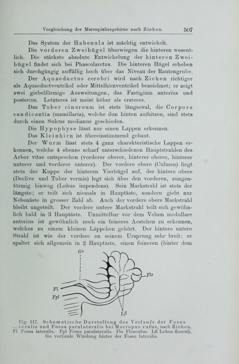 Das System der Habenula ist mächtig entwickelt. Die vorderen Zwei hü gel überwiegen die hinteren wesent- lich. Die stärkste absolute Entwickelung der hinteren Zwei- hügel findet sich bei Phascolarctus. Die hinteren Hügel erheben sich durchgängig auffällig hoch über das Niveau der Rautengrube. Der Aquaeductus cerebri wird nach Ziehen richtiger als Aquaeductventrikel oder Mittelhirnventrikel bezeichnet; er zeigt zwei giebelförmige Ausweitungen, das Fastigium anterius und posterius. Letzteres ist meist höher als ersteres. Das Tuber ein er e um ist stets längsoval, die Corpora candicantia (mamillaria), welche ihm hinten aufsitzen, sind stets durch einen Sulcus medianus geschieden. Die Hypophyse lässt nur einen Lappen erkennen. Das Kleinhirn ist übereinstimmend gebaut. Der Wurm lässt stets 4 ganz charakteristische Lappen er- kennen, vv^elche 4 ebenso scharf unterschiedenen Hauptstrahlen des Arbor vitae entsprechen (vorderer oberer, hinterer oberer, hinterer unterer und vorderer unterer). Der vordere obere (Culmen) liegt stets der Kuppe der hinteren Vierhügel auf, der hintere obere (Declive und Tuber vermis) legt sich übet- den vorderen, zuugen- förmig hinweg (Lobus impendens). Sein Markstrahl ist stets der längste; er teilt sich niemals in Hauptäste, sondern giebt nur Nebenäste in grosser Zahl ab. Auch der vordere obere Markstrahl bleibt ungeteilt. Der vordere untere Markstrahl teilt sich gewöhn- lich bald in 3 Hauptäste. Unmittelbar vor dem Velum medulläre anterius ist gewöhnlich noch ein feineres Aestchen zu erkennen, welches zu einem kleinen Läppchen gehört. Der hintere untere Strahl ist wie der vordere an seinem Ursprung sehr breit; er spaltet sich allgemein in 2 Hauptäste, einen feineren (hinter dem Fig. 117. Schematische Darstellung des Verlaufs der Fossa i.. teralis und Fossa paral ateralis bei Macropus rufus, nach Ziehen. Fl Fossa lateralis. Fpl Fossa paralateralis. Flo Flocculus. LH Lobus flocculi. Go verticale Windung hinter der Fossa lateralis. Fl