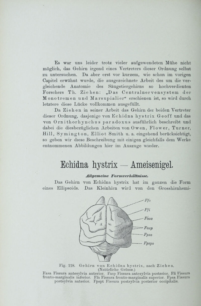 Es war uns leider trotz vieler aufgewendeten Mühe nicht möglich, das Gehirn irgend eines Vertreters dieser Ordnung selbst zu untersuchen. Da aber erst vor kurzem, wie schon im vorigen Capitel erwähnt wurde, die ausgezeichnete Arbeit des um die ver- gleichende Anatomie des Säugetiergehirns so hochverdienten Forschers Th. Ziehen: „Das Centrainervensystem der Monotremen und Ma rsupialier erschienen ist, so wird durch letztere diese Lücke vollkommen ausgefüllt. Da Ziehen in seiner Arbeit das Gehirn der beiden Vertreter dieser Ordnung, dasjenige von Echidna hystrix Geoff und das von 0 rn i thorhyn chu s paradoxus ausführlich beschreibt und dabei die diesbezüglichen Arbeiten von Owen, Flower, Turner, Hill, Symington, Elliot Smith u. a. eingehend berücksichtigt, so geben wir diese Beschreibung mit einigen gleichfalls dem Werke entnommenen Abbildungen hier im Auszuge wieder. Echidna hystrix — Ameisenigel. Allgemeine Formverhältnisse, Das Gehirn von Echidna hystrix hat im ganzen die Form eines Ellipsoids. Das Kleinhirn wird von den Grossliirnhemi- Fig. 118. Gehirn von Echidna hystrix, nach Ziehen. (Natürliche Grösse.) Fasa Fissura antesylvia anterior. Fasp Fissura antesylvia posterior. Ffi Fissura fronto-marginalis inferior. Ffs Fissura fronto-marginalis superior. Fpsa Fissura postsylvia anterior. Fpspt Fissura postsylvia posterior occipitalis.