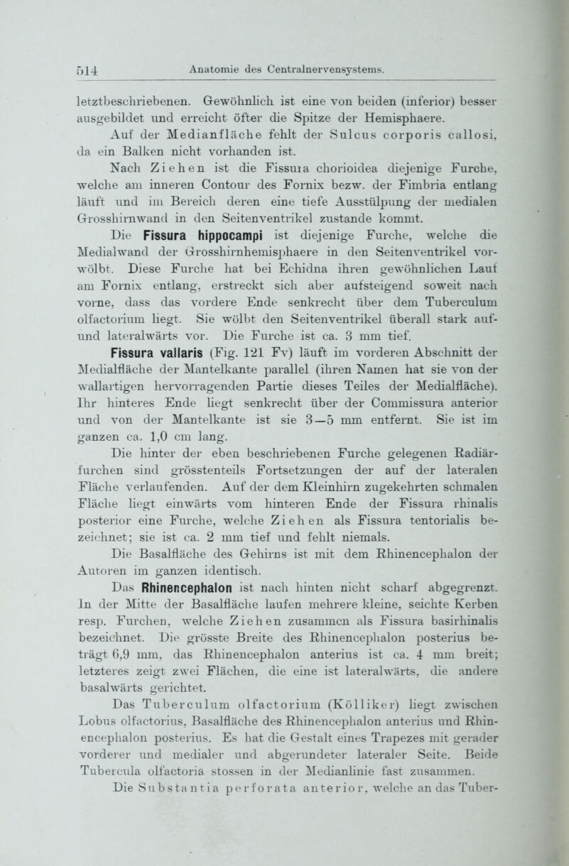 letztbescliriebenen. Gewöhnlich ist eine von beiden (inferior) besser ausgebildet und erreicht öfter die Spitze der Hemisphaere. Auf der Medianfläche fehlt der Sulcus corporis callosi, da ein Balken nicht vorhanden ist. Nach Ziehen ist die Fissuia chorioidea diejenige Furche, welche am inneren Contour des Fornix bezw. der Fimbria entlang läuft und im Bereich deren eine tiefe Ausstülpung der medialen Grosshirnwand in den Seitenventrikel zustande kommt. Die Fissura hippocampi ist diejenige Furche, welche die Medialwand der Grosshirnhemisphaere in den Seitenventrikel vor- wölbt. Diese Furche hat bei Echidna ihren gewöhnlichen Laut am Fornix entlang, erstreckt sich aber aufsteigend soweit nach vorne, dass das A^ordere Ende senkrecht über dem Tuberculum olfactorium liegt. Sie wölbt den Seitenventrikel überall stark auf- und lateralwärts vor. Die Furche ist ca. 3 mm tief. Fissura valiaris (Fig. 121 Fv) läuft im vorderen Abschnitt der Medialfläche der Mantelkante parallel (ihren Namen hat sie von der wallartigen hervorragenden Partie dieses Teiles der Medialfläche). Ihr hinteres Ende hegt senkrecht über der Commissura anterior und von der Mantelkante ist sie 3—5 mm entfernt. Sie ist im ganzen ca. 1,0 cm lang. Die hinter de]' eben beschriebenen Furche gelegenen Radiär- furchen sind grösstenteils Fortsetzungen der auf der lateralen Fläche verlaufenden. Auf der dem Kleinhirn zugekehrten schmalen Fläche liegt einwärts vom hinteren Ende der Fissura rhinalis posterior eine Furche, welche Ziehen als Fissura tentorialis be- zeichnet; sie ist ca. 2 mm tief und fehlt niemals. Die Basalfläche des Gehirns ist mit dem Rhinencephalon der Autoren im ganzen identisch. Das Rhinencephalon ist nach hinten nicht scharf abgegrenzt. In der Mitte der Basalfläche laufen mehrere kleine, seichte Kerben resp. Furchen, welche Ziehen zusammen als Fissura basirhinahs bezeichnet. Die grösste Breite des Uhinenceplialon posterius be- trägt 6,9 mm, das Rhinencephalon anterius ist ca. 4 mm breit; letzteres zeigt zwei Flächen, die eine ist lateralwärts, die andere basalwärts gerichtet. Das Tuberculum olfactorium (Kölliker) Hegt zwischen Lobus olfactorius, Basalfläche des Rhinencephalon anterius und Rhin- encephalon posterius. Es hat die Gestalt eines Trapezes mit gerader vorderer und medialer und abgerundeter lateraler Seite. Beide Tubercula olfactoria Stessen in der Medianhnie fast zusammen. Die Substantia perforata anterior, welche an das Tuber-