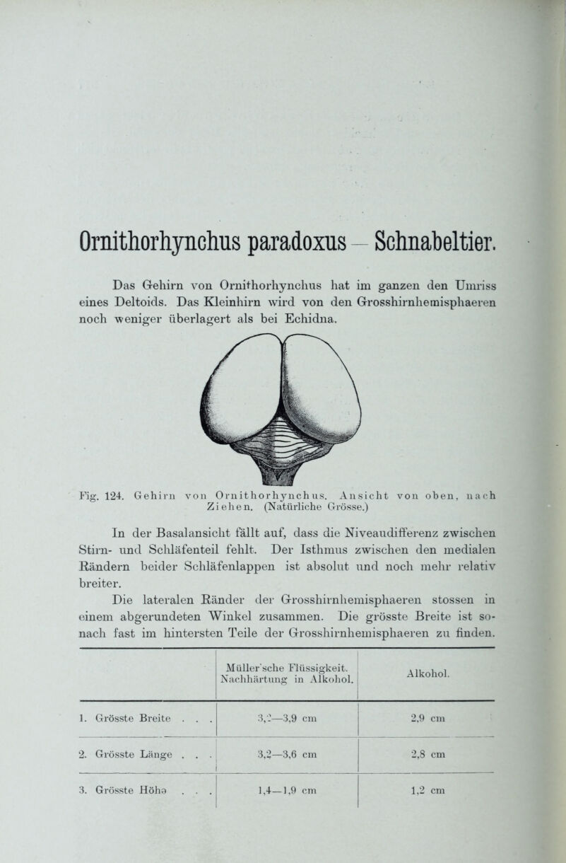 Ornithorhynchus paradoxus - Schnabeltier. Das Gehirn von Ornithorhynchus hat im ganzen den Umriss eines Deltoids. Das Kleinhirn wird von den Grosshirnhemisphaeren noch weniger überlagert als bei Echidna. Fig. 124, Gehirn a-oii Ornithorhynchus. Ansicht von oben, nach Ziehe n. (Natürliche Grösse.) In der Basalansicht fällt auf, dass die Niveaudifferenz zwischen Stirn- und Schläfenteil fehlt. Der Isthmus zwischen den medialen Rändern beider Schläfenlappen ist absolut und noch mehr relativ breiter. Die lateralen Uänder der Grosshirnhemisphaeren Stessen in einem abgerundeten Winkel zusammen. Die grösste Breite ist so- nach fast im hintersten Teile der Grosshirnhemisphaeren zu finden. Müller sche Flüssigkeit. Nachhärtung- in Alkohol. Alkohol. 1. Grösste Breite . . . 3,:—3,9 cm 2,9 cm 2. Grösste Länge . . . 3,2—3,6 cm 2,8 cm 3. Grösste Höha . . . 1,4—1,9 cm 1,2 cm