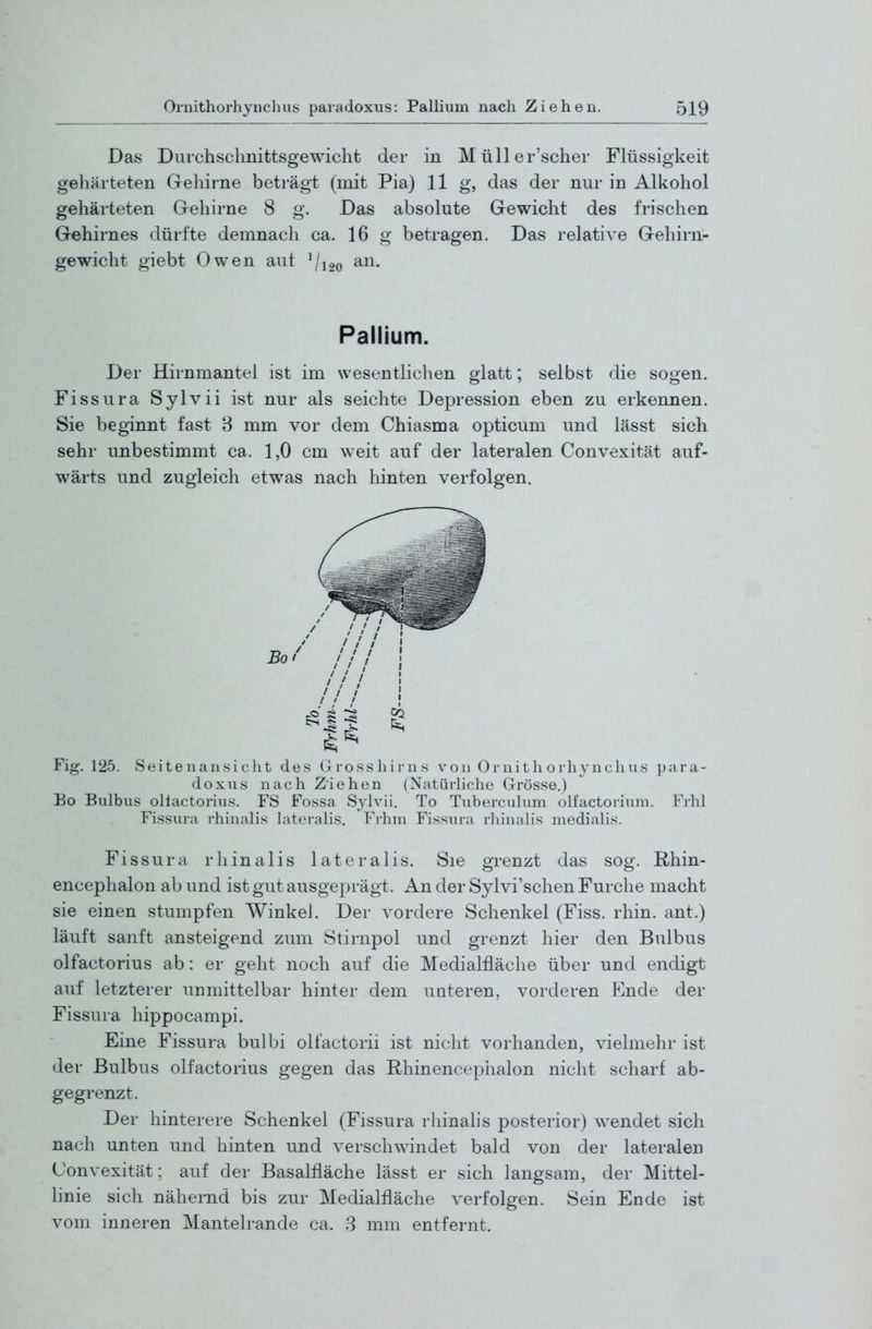 Das Durchsclinittsgewicht der in Müller'scher Flüssigkeit gehärteten Gehirne beträgt (mit Pia) 11 g, das der nur in Alkohol gehärteten Gehirne 8 g. Das absolute Gewicht des frischen Gehirnes dürfte demnach ca. 16 g betragen. Das relative Gehirn- gewicht giebt Owen aut ^/i2o an. Pallium. Der Hirnmantel ist im wesentlichen glatt; selbst die sogen. Fissura Sylvii ist nur als seichte Depression eben zu erkennen. Sie beginnt fast 3 mm vor dem Chiasma opticum und lässt sich sehr unbestimmt ca. 1,0 cm weit auf der lateralen Convexität auf- wärts und zugleich etwas nach hinten verfolgen. Fig. 125. Seitenansicht des Grosshirns von Ornith orhynchus para- doxus nach Ziehen (Natürliche Grrösse.) Bo Bulbus ollactorius. FS Fossa S3dvii. To Tuberculum olfactorium. Frlil Fissura rhinalis lateralis. Frhm Fissura rhinalis medialis. Fissura rhinalis lateralis. Sie grenzt das sog. Rhin- encephalon ab und ist gut ausgeprägt. An der Sylvi'schen Furche macht sie einen stumpfen Winkel. Der vordere Schenkel (Fiss. rhin. ant.) läuft sanft ansteigend zum Stirnpol und grenzt hier den Bulbus olfactorius ab: er geht noch auf die Medialfiäche über und endigt auf letzterer unmittelbar hinter dem unteren, vorderen Ende der Fissura hippocampi. Eine Fissura bulbi olfactorii ist nicht vorhanden, vielmehr ist der Bulbus olfactorius gegen das Rhinencephalon nicht scharf ab- gegrenzt. Der hinterere Schenkel (Fissura rhinalis posterior) Avendet sich nach unten und hinten und verschwindet bald von der lateralen Convexität; auf der Basalfläche lässt er sich langsam, der Mittel- linie sich nähernd bis zur Medialfläche verfolgen. Sein Ende ist vom inneren Mantelrande ca. 3 mm entfernt.