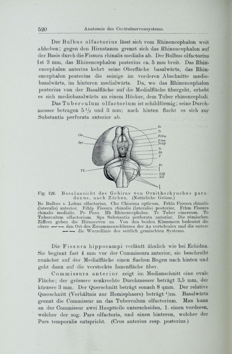 Der Bulbus olfactorius lässt sich vom Rhinencephalon weit abheben; gegen den Hirnstamm grenzt sich das Uhinencephalon auf der Basis durch die Fissura rhinalis mediahs ab. Der Bulbus olfactorius ist 3 mm, das Rhinencephalon posterius ca. 5 mm breit. Das Ehin- encephalon anterius kehrt seine Oberfläche basalwärts, das Rhin- encephalon posterius die seinige im vorderen Abschnitte niedio- basalwärts, im hinteren medialwärts. Da, wo das ßhinencephalon posterius von der Basalfläche auf die Medialfläche übergeht, erhebt es sich mediobasalwärts zu einem Höcker, dem Tuber rhinencephali. Das Tuber culum olfactorium ist schildförmig; seine Durch- messer betragen 5^/2 und 3 mm; nach hinten flacht es sich zur Substantia perforata anterior ab. Fig. 126. Basalansicht des Gehirns von O rnitho rhjaichn s para- dox us, nach Ziehen. (Natürliche Grösse.) Bo Bulbus s. Lobus olfactorius. Cho Chiasma opticum. Frhla Fissura rhinalis (lateralis) anterior. Frhlp Fissura rhinalis (lateralis) posterior. Frhm Fissura rhinalis medialis. Po Pons. Eh Rhinencephalon. Tc Tuber cinereum. To Tuberculum olfactorium. Spa Substantia perforata anterior. Die römischen Ziffern geben die Hirnnerven an. Von den beiden Klammern bedeutet die obere — den Ort des Zusammenschlusses der Aa vertebrales und die untere .— —. die Wurzellinie des seitlich gemischten Systems. Die'Fissura hippocampi Abläuft ähnlich wie bei Echidna. Sie beginnt fast 4 mm vor der Commissura anterior, sie beschreibt zunächst auf der Medialfläche einen flachen Bogen nach hinten und geht dann auf die versteckte Innenfläche über. Commissura anterior zeigt im Medianschnitt eine ovale Fläche; der grössere senkrechte Durchmesser beträgt 3,5 mm, der kürzere 3 mm. Der Querschnitt beträgt sonach 8 qmm. Der relative Querschnitt (Verhältnis zur Hemisphaere) beträgt ^/sto. Basalwärts grenzt die Commissur an das Tuberculum olfactorium. Man kann an der Commissur zwei Hauptteile unterscheiden, 1. einen vorderen, welcher der sog. Pars olfactoria, und einen hinteren, welcher der Pars temporalis entspricht. (Crus anterius resp. posterius.)