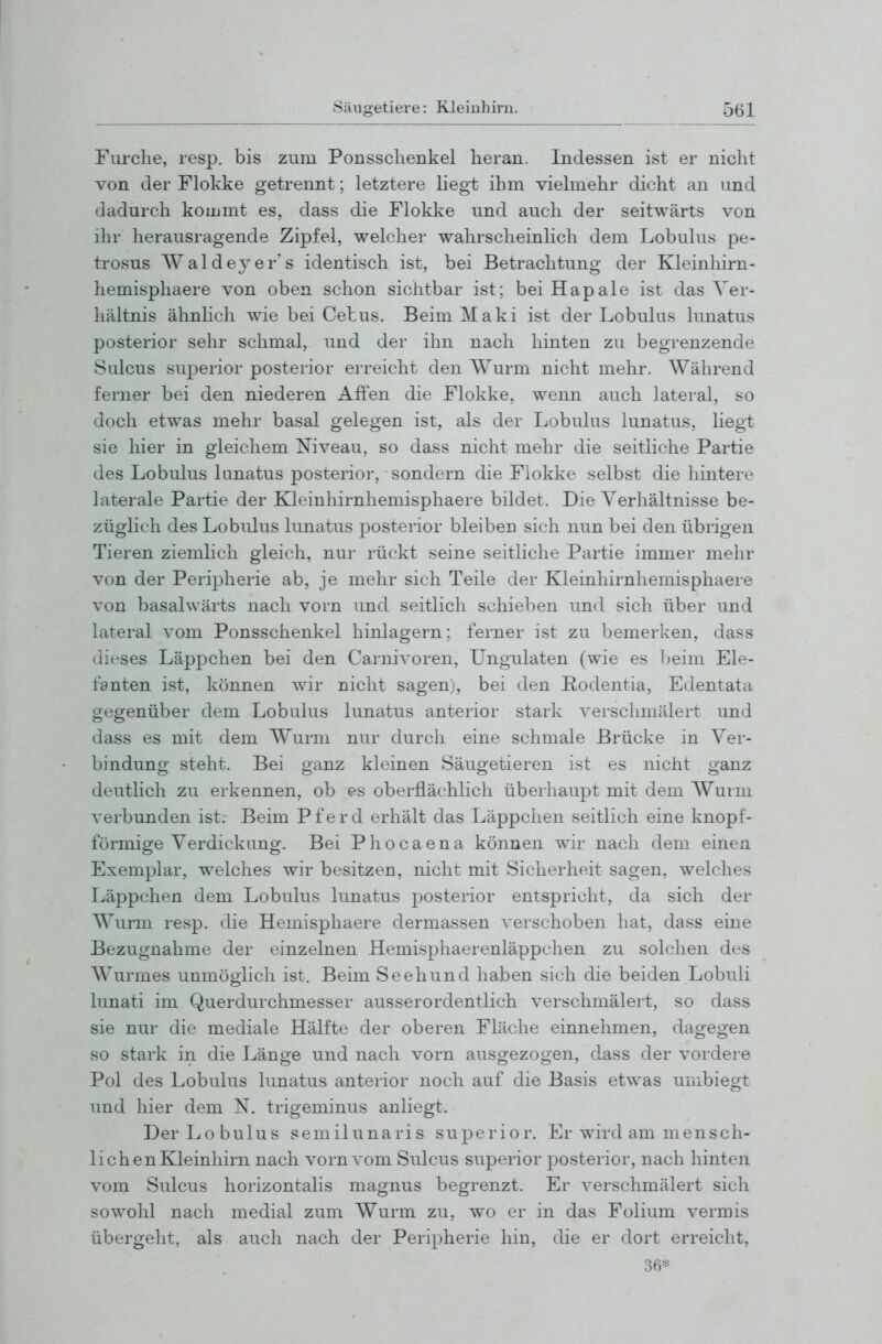 Furche, resp. bis zum Ponsschenkel heran. Indessen ist er nicht von der Floldie getrennt: letztere Hegt ihm viehnehr dicht an und dadurch kommt es, dass die Flokke und auch der seitwärts von ihr herausragende Zipfel, welcher wahrscheinlich dem Lobulus pe- trosus Waldeyer's identisch ist, bei Betrachtung der Kleinliirn- hemisphaere von oben schon sichtbar ist: beiHapale ist das Ver- hältnis ähnlich wie bei Cetus. Beim Maki ist der Lobulus lunatus posterior sehr schmal, und der ihn nach hinten zu begrenzende Sulcus superior posterior erreicht den Wurm nicht mehr. Während ferner bei den niederen Affen die Flokke, wenn auch lateral, so doch etwas mehr basal gelegen ist, als der Lobulus lunatus, liegt sie hier in gleichem Niveau, so dass nicht mehr die seitliche Partie des Lobulus lunatus posterior, sondern die Flokke selbst die hmtere laterale Partie der Kleinhirnhemisphaere bildet. Die Verhältnisse be- züglich des Lobulus lunatus posterior bleiben sich nun bei den übrigen Tieren ziemlich gleich, nur rückt seine seitliche Partie immer mehr von der Peripherie ab, je mehr sich Teile der Kleinhirnhemisphaere von basalwärts nach vorn und seitlich schieben und sich über und lateral vom Ponsschenkel hinlagern; ferner ist zu bemerken, dass dieses Läppchen bei den Carnivoren, Ungulaten (wie es l)eim Ele- fanten ist, können wir nicht sagen;, bei den Hodentia, Edentata gegenüber dem Lobulus lunatus anterior stark verschmälert und dass es mit dem Wurm nur durch eine schmale Brücke in Ver- bindung steht. Bei ganz kleinen Säugetieren ist es nicht ganz deutlich zu erkennen, ob es oberflächlich überhaupt mit dem Wurm verbunden ist. Beim Pferd erhält das Läppchen seitlich eine knopf- förmige Verdickung. Bei Phocaena können wir nach dem einen Exemplar, welches wir besitzen, nicht mit Sicherheit sagen, welches Läppchen dem Lobulus lunatus posterior entspricht, da sich der Wurm resp. die Hemisphaere dermassen verschoben liat, dass eine Bezugnahme der einzelnen Hemi.sphaerenläppchen zu solchen des Wurmes unmöglich ist. Beim Seehund haben sich die beiden Lobuli lunati im Querdurchmesser ausserordentlich verschmälert, so dass sie nur die mediale Hälfte der oberen Fläche einnehmen, dagegen so stark in die Länge und nach vorn ausgezogen, dass der vordere Pol des Lobulus lunatus anterior noch auf die Basis etwas umbiegt und hier dem IST. trigeminus anliegt. Der Lobulus semilunaris superior. Er wird am m ensch- lichen Kleinhirn nach vorn vom Sulcus superior posterior, nach hinten vom Sulcus horizontalis magnus begrenzt. Er verschmälert sich sowohl nach medial zum Wurm zu, wo er in das Folium vermis übergeht, als auch nach der Peripherie hin, die er dort erreicht, 36-^=
