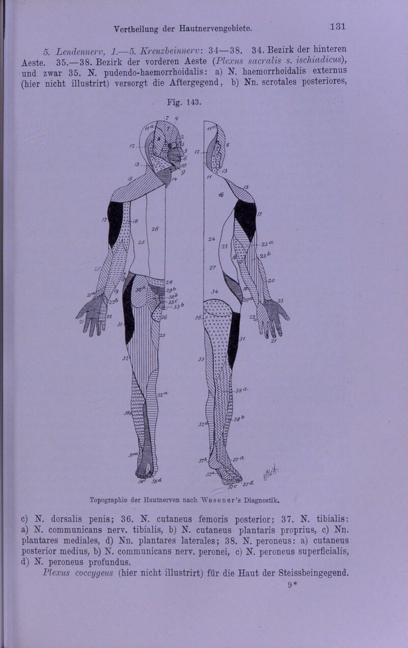 Vertheilung der Hautnervengebiete. 5. Lendennerv, 1.—o. Kreuzbeinnerv: 34—38. 34. Bezirk der hinteren Aeste. 35.-38. Bezirk der vorderen Aeste (Plexus sacralis s. ischiadicus), und zwar 35. N. pudendo-haemorrhoidalis: a) N. haemorrhoidalis externus (hier nicht illustrirt) versorgt die Aftergegend, b) Nn. scrotales posteriores, Fig. 143. 7 U Topographie der Hautnerven nach AVesener’s Diagnostik. c) N. dorsalis penis; 36. N. cutaneus femoris posterior; 37. N. tibialis: a) N. communicans nerv, tibialis, b) N. cutaneus plantaris proprius, c) Nn. plantares mediales, d) Nn. plantares laterales; 38. N. peroneus: a) cutaneus posterior medius, b) N. communicans nerv, peronei, c) N. peroneus superficialis, d) N. peroneus profundus. Plexus coccygeus (hier nicht illustrirt) für die Haut der Steissbeingegend. 9*