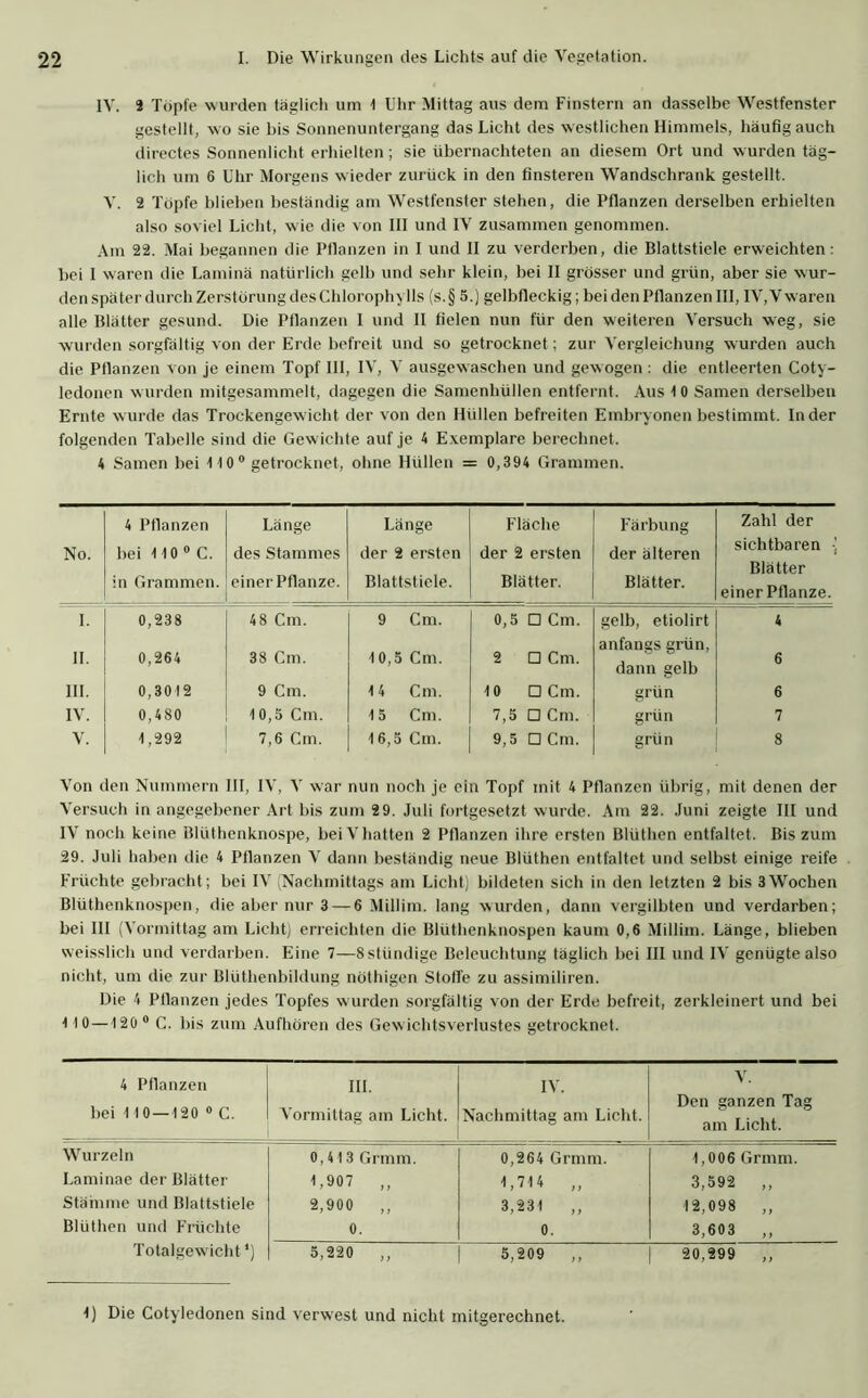 IV. 2 Topfe wurden täglicli um 1 Uhr Mittag aus dem Finstern an dasselbe Westfenster gestellt, wo sie bis Sonnenuntergang das Licht des westlichen Himmels, häufig auch directes Sonnenlicht erhielten; sie übernachteten an diesem Ort und w urden täg- lich um 6 Uhr Morgens wieder zurück in den finsteren Wandschrank gestellt. V. 2 Töpfe blieben beständig am Westfenster stehen, die Pflanzen derselben erhielten also soviel Licht, wie die von III und IV zusammen genommen. Am 22. Mai begannen die Pflanzen in I und II zu verderben, die Blattstiele erweichten: bei 1 waren die Lamina natürlich gelb und sehr klein, bei II grösser und grün, aber sie wur- den später durch Zerstörung des Chloroph) 11s (s.§ 5.) gelbfleckig; bei den Pflanzen III, IV, V waren alle Blätter gesund. Die Pflanzen I und II fielen nun für den weiteren Versuch weg, sie wurden sorgfältig von der Erde befreit und so getrocknet; zur Vergleichung wurden auch die Pflanzen von je einem Topf III, IV, V ausgewaschen und gew ogen: die entleerten Coty- ledonen wurden mitgesammelt, dagegen die Samenhüllen entfernt. Aus 1 0 Samen derselben Ernte wurde das Trockengewicht der von den Hüllen befreiten Embryonen bestimmt. Inder folgenden Tabelle sind die Gewichte auf je 4 Exemplare berechnet. 4 Samen bei 110° getrocknet, ohne Hüllen = 0,394 Grammen. No. 4 Pflanzen bei 110°C. in Grammen. Länge des Stammes einer Pflanze. Länge der 2 ersten Blattstiele. Fläche der 2 ersten Blätter. Färbung der älteren Blätter. Zahl der sichtbaren ( Blätter einer Pflanze. I. 0,238 48 Cm. 9 Cm. 0,5 □ Cm. gelb, etiolirt 4 II. 0,264 38 Cm. 10,5 Cm. 2 □ Cm. anfangs grün, dann gelb 6 III. 0,3012 9 Cm. 14 Cm. 10 □ Cm. grün 6 IV. 0,480 10,5 Cm. 15 Cm. 7,5 □ Cm. grün 7 V. 1,292 7,6 Cm. 16,5 Cm. 9,5 □ Cm. grün 8 Von den Nummern III, IV, V war nun noch je ein Topf mit 4 Pflanzen übrig, mit denen der Versuch in angegebener Art bis zum 2 9. Juli fortgesetzt wurde. Am 22. Juni zeigte III und IV noch keine BHithenknospe, bei V hatten 2 Pflanzen ihre ersten Blüthen entfaltet. Bis zum 29. Juli haben die 4 Pflanzen V dann beständig neue Blüthen entfaltet und selbst einige reife Früchte gebracht; bei IV (Nachmittags am Licht) bildeten sich in den letzten 2 bis 3Wochen Blüthenknospen, die aber nur 3 — 6 Millim. lang wurden, dann vergilbten und verdarben; bei III (Vormittag am Licht) erreichten die Blüthenknospen kaum 0,6 Millim. Länge, blieben weisslich und verdarben. Eine 7—8stündige Beleuchtung täglich bei III und IV genügte also nicht, um die zur Blüthenbildung nöthigen Stolle zu assimiliren. Die 4 Pflanzen jedes Topfes wurden sorgfältig von der Erde befreit, zerkleinert und bei 1 10—120 0 C. bis zum Aufhören des Gew ichtsverlustes getrocknet. 4 Pflanzen bei 1 1 0—120 0 C. III. Vormittag am Licht. IV. Nachmittag am Licht. V. Den ganzen Tag am Licht. Wurzeln 0,413 Grmm. 0,264 Grmm. 1,006 Grmm. Laminae der Blätter 1,907 ,, 1,714 „ 3,592 ,, Stämme und Blattstiele 2,900 ,, 3,231 ,, 12,098 ,, Blüthen und Früchte 0. 0. 3,603 ,, Totalgewicht1) 5,220 ,, 5,209 ,, 20,299 ,, 4) Die Cotyledonen sind verwest und nicht mitgerechnet.