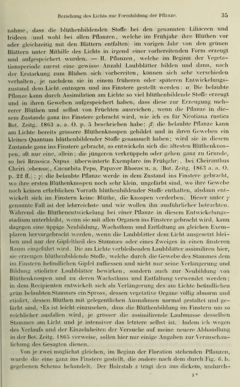 nähme, dass die blüthenbildenden Stoffe bei den genannten Liliaceen und Irideen (und wohl bei allen Pflanzen, welche im Frühjahr ihre Blüthen vor oder gleichzeitig mit den Blättern entfalten) im vorigen Jahr \on den grünen Blättern unter Mithilfe des Lichts in irgend einer vorbereitenden Form erzeugt und aufgespeichert wurden. — II. Pflanzen, welche im Beginn der Vegeta- tionsperiode zuerst eine gewisse Anzahl Laubblätter bilden und dann, nach der Erstarkung zum Blühen sich vorbereiten, können sich sehr verschieden verhalten, je nachdem sie in einem früheren oder späteren Entwiekelungs- zustand dem Licht entzogen und ins Finstere gestellt werden: «j Die belaubte Pflanze kann durch Assimilation am Lichte so viel blüthenbildende Stoffe erzeugt und in ihren Geweben aufgespeichert haben, dass diese zur Erzeugung meh- rerer Blüthen und selbst von Früchten ausreichen, wenn die Pflanze in die- sem Zustande ganz ins Finstere gebracht wird, wie ich es für Nicotiana rustica Bot. Zeitg. 1803 a. a. 0. p. 5 beschrieben habe; ß) die belaubte Pflanze kann am Lichte bereits grössere Blüthenknospen gebildet und in ihren Geweben ein kleines Quantum blüthenbildender Stoffe gesammelt haben; wird sie in diesem Zustande ganz ins Finstere gebracht, so entwickeln sich die ältesten Blüthenknos- pen, oft nur eine, allein; die jüngeren verkrüppeln oder gehen ganz zu Grunde, so bei Brassica Napus überwinterte Exemplare im Frühjahr), bei Cheiranthus Cheiri ebenso , Cucurbita Pepo, Papaver Rhoeas u. a. (Bot. Zeitg. 1863 a. a. 0. p. 22 ff. : y die belaubte Pllanze werde in dem Zustand ins Finstere gebracht, wo ihre ersten Blüthenknospen noch sehr klein, ungefärbt sind, wo ihre Gewebe noch keinen erheblichen Vorrath blüthenbildender Stoffe* enthalten, alsdann ent- wickelt sich im Finstern keine Blüthe, die Knospen verderben. Dieser unter y genannte Fall ist der lehrreichste und wir wollen ihn ausführlicher betrachten. Während die Blüthenentvvickelung bei einer Pflanze in diesem Entwickelungs- stadium unterbleibt, wenn sie mit allen Organen ins Finstere gebracht w ird, kann dagegen eine üppige Neubildung, Wachsthum und Entfaltung an gleichen Exem- plaren hervorgebracht werden, wenn die Laubblätter dem Licht ausgesetzt blei- ben und nur der Gipfellheil des Stammes oder eines Zweiges in einen finsteren Baum eingeführt wird. Die am Lichte verbleibenden Laubblätter assimiliren hier, sie erzeugen blüthenbildende Stoffe, welche durch die Gewebe des Stammes dem im Finstern befindlichen Gipfel zufliessen und nicht nur seine Verlängerung und Bildung etiolirter Laubblätter bewirken, sondern auch zur Neubildung von Blüthenknospen und zu deren Wachsthum und Entfaltung verwendet werden; in dem ltecipienten entwickelt sich als Verlängerung des am Lichte befindlichen grün belaubten Stammes ein Spross, dessen vegetative Organe völlig abnorm und etiolirt. dessen Blüthen mit gelegentlichen Ausnahmen normal gestaltet und ge- färbt sind. 'Es ist leicht einzusehen, dass die Blüthenbildung im Finstern um so reichlicher ausfallen wird, je grösser die assimilirende Laubmasse desselben Stammes am Licht und je intensiver das letztere selbst ist. Indem ich wegen des Verlaufs und der Einzelnheiten der Versuche auf meine neuere Abhandlung in der Bot. Zeitg. 1863 verweise, sollen hier nur einige Angaben zur Veranschau- lichung des Gesagten dienen. Von je zwei möglichst gleichen, im Beginn der Floration stehenden Pflanzen, wurde die (‘ine ganz ius Finstere gestellt, die andere nach dem durch Fis. 6.1). gegebenen Schema behandelt. Der Holzstab s trägt den aus dickem, undurch- 3 *