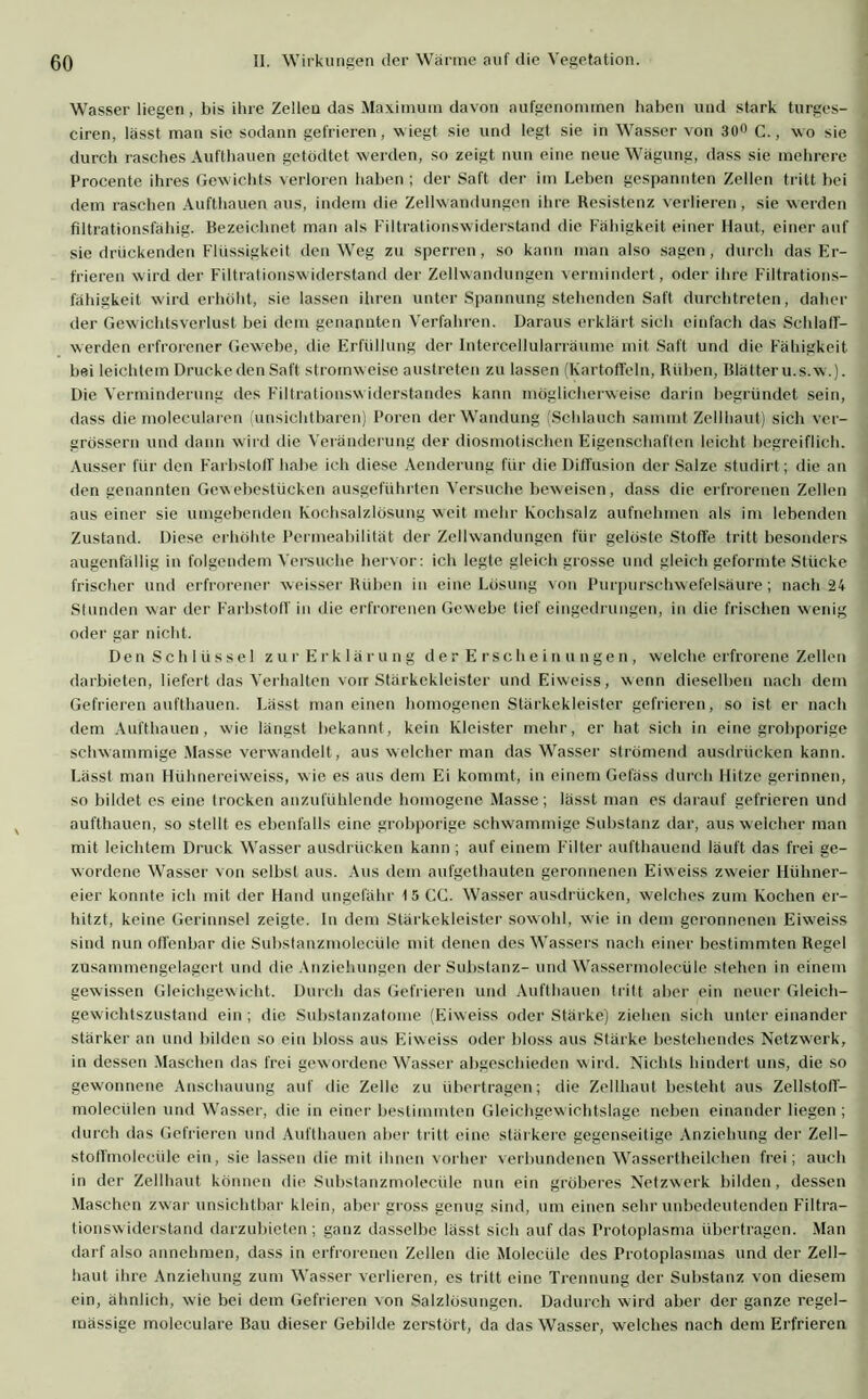 Wasser liegen , bis ihre Zellen das Maximum davon aufgenommen haben und stark turges- ciren, lässt man sie sodann gefrieren, wiegt sie und legt sie in Wasser von 30° C., wo sie durch rasches Aufthauen getodtet werden, so zeigt nun eine neue Wägung, dass sie mehrere Procente ihres Gewichts verloren haben ; der Saft der im Leben gespannten Zellen tritt bei dem raschen Aufthauen aus, indem die Zellwandungen ihre Resistenz verlieren, sie werden filtrationsfähig. Bezeichnet man als Filtrationswiderstand die Fähigkeit einer Haut, einer auf sie drückenden Flüssigkeit den Weg zu sperren, so kann man also sagen, durch das Er- frieren wird der Filtrationswiderstand der Zellwandungen vermindert , oder ihre Filtrations- fähigkeit wird erhöht, sie lassen ihren unter Spannung stehenden Saft durchtreten, daher der Gewichtsverlust bei dem genannten Verfahren. Daraus erklärt sich einfach das Schlaff- werden erfrorener Gewebe, die Erfüllung der Intercellularräume mit Saft und die Fähigkeit bei leichtem Drucke den Saft stromweise austreten zu lassen (Kartoffeln, Rüben, Blätter u.s.w.). Die Verminderung des Filtrationswiderstandes kann möglicherweise darin begründet sein, dass die molecularen (unsichtbaren) Poren der Wandung (Schlauch sammt Zellhaut) sich ver- grössern und dann wird die Veränderung der diosmotischen Eigenschaften leicht begreiflich. Ausser für den Farbstoff habe ich diese Aenderung für die Diffusion der Salze studirt; die an den genannten Gewebestücken ausgeführten Versuche beweisen, dass die erfrorenen Zellen aus einer sie umgebenden Kochsalzlösung weit mehr Kochsalz aufnehmen als im lebenden Zustand. Diese erhöhte Permeabilität der Zellwandungen für gelöste Stoffe tritt besonders augenfällig in folgendem Versuche hervor: ich legte gleich grosse und gleich geformte Stücke frischer und erfrorener weisser Rüben in eine Lösung von Purpurschwefelsäure; nach 24 Stunden war der Farbstoff in die erfrorenen Gewebe tief eingedrungen, in die frischen wenig oder gar nicht. Den Schlüssel zur Erklärung der Erscheinungen, welche erfrorene Zellen darbieten, liefert das Verhalten von Stärkekleister undEiweiss, wenn dieselben nach dem Gefrieren aufthauen. Lässt man einen homogenen Stärkekleister gefrieren, so ist er nach dem Aufthauen, wie längst bekannt, kein Kleister mehr, er hat sich in eine grobporige schwammige Masse verwandelt, aus welcher man das Wasser strömend ausdriicken kann. Lässt man Hühnereiweiss, w ie es aus dem Ei kommt, in einem Gefäss durch Hitze gerinnen, so bildet es eine (rocken anzufühlende homogene Masse; lässt man es darauf gefrieren und aufthauen, so stellt es ebenfalls eine grobporige schwammige Substanz dar, aus welcher man mit leichtem Druck Wasser ausdriicken kann ; auf einem Filter aufthaucnd läuft das frei ge- wordene Wasser von selbst aus. Aus dem aufgethauten geronnenen Eiweiss zweier Hühner- eier konnte ich mit der Hand ungefähr 15 CG. Wasser ausdriicken, welches zum Kochen er- hitzt, keine Gerinnsel zeigte, ln dem Stärkekleister sowohl, wie in dem geronnenen Eiweiss sind nun offenbar die Substanzmolecülc mit denen des Wassers nach einer bestimmten Regel zusammengelagert und die Anziehungen der Substanz- und Wassermolecüle stehen in einem gewissen Gleichgew icht. Durch das Gefrieren und Aufthauen tritt aber ein neuer Gleich- gewichtszustand ein ; die Substanzatome (Eiweiss oder Stärke) ziehen sich unter einander stärker an und bilden so ein bloss aus Eiweiss oder bloss aus Stärke bestehendes Netzwerk, in dessen Maschen das frei gewordene Wasser abgeschieden w ird. Nichts hindert uns, die so gewonnene Anschauung auf die Zelle zu übertragen; die Zellhaut besteht aus Zellstoff- molecülen und Wasser, die in einer bestimmten Gleichgewichtslage neben einander liegen ; durch das Gefrieren und Aufthauen aber tritt eine stärkere gegenseitige Anziehung der Zell— stoffmolecüle ein, sie lassen die mit ihnen vorher verbundenen Wassertheilchen frei; auch in der Zellhaut können die Substanzmolecüle nun ein gröberes Netzwerk bilden, dessen Maschen zwar unsichtbar klein, aber gross genug sind, um einen sehr unbedeutenden Filtra- tionswiderstand darzubieten; ganz dasselbe lässt sich auf das Protoplasma übertragen. Man darf also annehmen, dass in erfrorenen Zellen die Molecüle des Protoplasmas und der Zell- haut ihre Anziehung zum Wasser verlieren, es tritt eine Trennung der Substanz von diesem ein, ähnlich, wie bei dem Gefrieren von Salzlösungen. Dadurch wird aber der ganze regel- mässige moleculare Bau dieser Gebilde zerstört, da das Wasser, welches nach dem Erfrieren