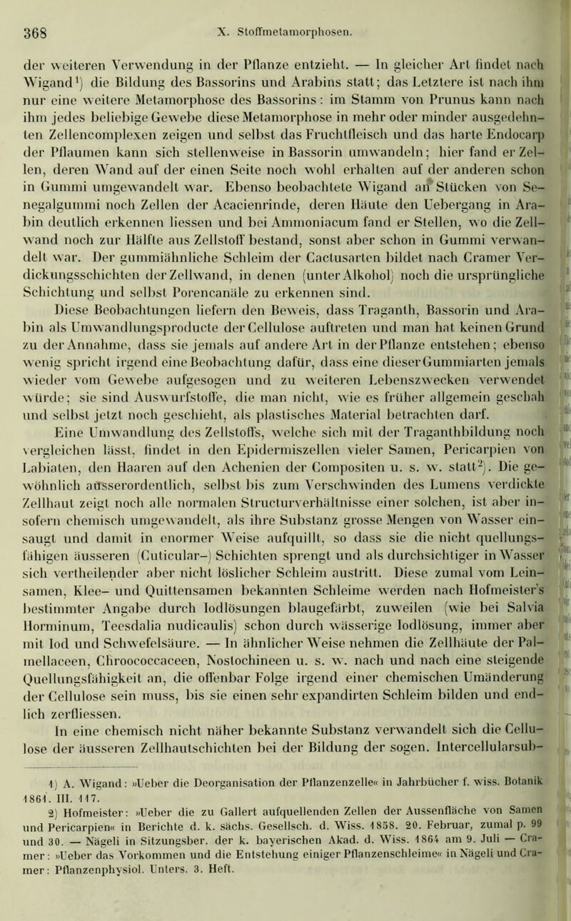 in der Pflanze entzieht. — In gleicher Art findet nach der weiteren Verwendun Wigand* 1) die Bildung des Bassorins und Arabins statt; das Letztere ist nach ihm nur eine weitere Metamorphose des Bassorins: im Stamm von Prunus kann nach ihm jedes beliebige Gewebe diese Metamorphose in mehr oder minder ausgedehn- ten Zellencomplexen zeigen und selbst das Fruchtfleisch und das harte Endocarp der Pflaumen kann sich stellenweise in Bassorin umwandeln; hier fand er Zel- len, deren Wand auf der einen Seite noch wohl erhalten auf der anderen schon in Gummi umgewandelt war. Ebenso beobachtete Wigand an Stücken von Se- negalgummi noch Zellen der Acacienrinde, deren Häute den Uebergang in Ara- bin deutlich erkennen Hessen und bei Ammoniacum fand er Stellen, wo die Zell- wand noch zur Hälfte aus Zellstoff bestand, sonst aber schon in Gummi verwan- delt war. Der gummiähnliche Schleim der Caclusarten bildet nach Cramer Ver- dickungsschichten der Zellwand, in denen (unter Alkohol) noch die ursprüngliche Schichtung und selbst Porencanäle zu erkennen sind. Diese Beobachtungen liefern den Beweis, dass Traganth, Bassorin und Ara- bin als Umwandlungsproducte der Cellulose auftreten und man hat keinen Grund zu der Annahme, dass sie jemals auf andere Art in der Pflanze entstehen; ebenso wenig spricht irgend eine Beobachtung dafür, dass eine dieser Gummiarten jemals wieder vom Gewebe aufgesogen und zu weiteren Lebenszwecken verwendet würde; sie sind Auswurfstoffe, die man nicht, wie es früher allgemein geschah und selbst jetzt noch geschieht, als plastisches Material betrachten darf. Eine Umwandlung des Zellstoffs, welche sich mit der Traganthbildung noch vergleichen lässt, findet in den Epidermiszellen vieler Samen, Pericarpien von Labiaten, den Haaren auf den Achenien der Compositen u. s. w. statt2). Die ge- wöhnlich aüsserordentlich, selbst bis zum Verschwinden des Lumens verdickte Zellhaut zeigt noch alle normalen Structurverhältnisse einer solchen, ist aber in- sofern chemisch umgewandelt, als ihre Substanz grosse Mengen von Wasser ein- saugt und damit in enormer Weise aufquillt, so dass sie die nicht quellungs- fähigen äusseren (Cuticular-) Schichten sprengt und als durchsichtiger in Wasser sich vertheilender aber nicht löslicher Schleim austritt. Diese zumal vom Lein- samen, Klee- und Quittensamen bekannten Schleime werden nach Hofmeisters bestimmter Angabe durch Iodlösungen blaugefärbt, zuweilen (wie bei Salvia Horminum, Teesdalia nudicaulis) schon durch wässerige Iodlösung, immer aber mit Iod und Schwefelsäure. — In ähnlicherWeise nehmen die Zellhäute der Pal- inellaceen, Chroococcaceen, Noslochineen u. s. w. nach und nach eine steigende Quellungsfähigkeit an, die offenbar Folge irgend einer chemischen Umänderung der Cellulose sein muss, bis sie einen sehr expandirten Schleim bilden und end- lich zerfliessen. In eine chemisch nicht näher bekannte Substanz verwandelt sich die Cellu- lose der äusseren Zellhautschichten bei der Bildung der sogen. Intercellularsub- t) A. Wigand: »lieber die Deorganisation der Pflanzenzelle« in Jahrbücher f. wiss. Botanik 1 861. III. 117. 2) Hofmeister: »Ueber die zu Gallert aufquellenden Zellen der Aussenfläche von Samen und Pericarpien« in Berichte d. k. sächs. Gesellscli. d. Wiss. 1858. 20. Februar, zumal p. 99 und 30. — Nägeli in Sitzungsber. der k. bayerischen Akad. d. Wiss. 1864 am 9. Juli — Cra- mer: »Ueber das Vorkommen und die Entstehung einiger Pflanzenschleime« in Nägeli und Cra- mer: Pflanzenphysiol. Unters. 3. Heft.