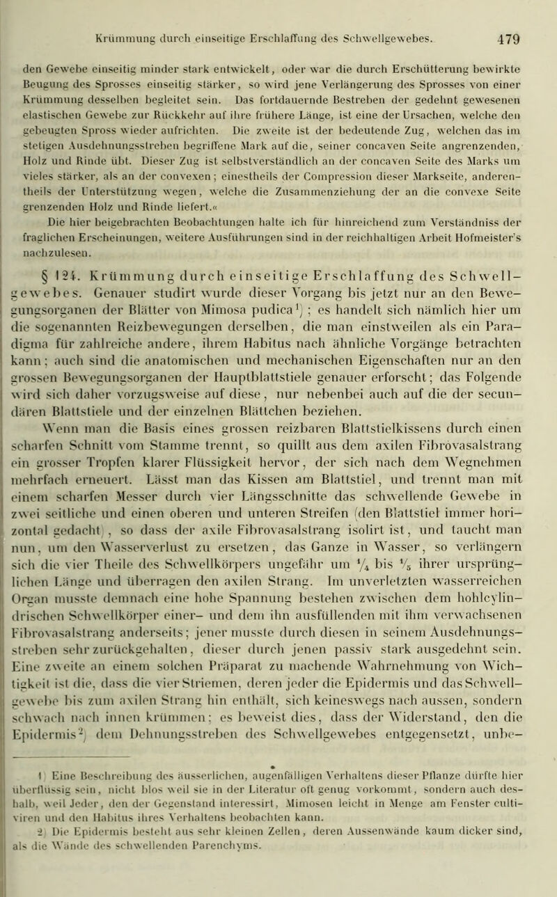 den Gewebe einseitig minder stark entwickelt, oder war die durch Erschütterung bewirkte Beugung des Sprosses einseitig stärker, so wird jene Verlängerung des Sprosses von einer Krümmung desselben begleitet sein. Das fortdauernde Bestreben der gedehnt gewesenen elastischen Gewebe zur Rückkehr auf ihre frühere Länge, ist eine der Ursachen, welche den gebeugten Spross wieder aufrichten. Die zweite ist der bedeutende Zug, welchen das im stetigen Ausdehnungsstreben begriffene Mark auf die, seiner concaven Seite angrenzenden, Holz und Rinde übt. Dieser Zug ist selbstverständlich an der concaven Seite des Marks um vieles stärker, als an der convexen ; einestheils der Compression dieser Markseite, anderen- theils der Unterstützung wegen, welche die Zusammenziehung der an die convexe Seite grenzenden Holz und Rinde liefert.« Die hier beigebrachten Beobachtungen halte ich für hinreichend zum Verständniss der fraglichen Erscheinungen, weitere Ausführungen sind in der reichhaltigen Arbeit Hofmeister’s nachzulesen. § 124. Krümmung durch einseitige Erschlaffung des Schwell- gewebes. Genauer studirt wurde dieser Vorgang bis jetzt nur an den Bewe- gungsorganen der Blätter von Mimosa pudica1) ; es handelt sich nämlich hier um die sogenannten Reizbewegungen derselben, die man einstweilen als ein Para- digma für zahlreiche andere, ihrem Habitus nach ähnliche Vorgänge betrachten kann: auch sind die anatomischen und mechanischen Eigenschaften nur an den grossen Bewegungsorganen der Hauptblattstiele genauer erforscht; das Folgende wird sich daher vorzugsweise auf diese, nur nebenbei auch auf die der secun- dären Blattstiele und der einzelnen Blättchen beziehen. Wenn man die Basis eines grossen reizbaren Blattstielkissens durch einen scharfen Schnitt vom Stamme trennt, so quillt aus dem axilen Fibrövasalstrang ein grosser Tropfen klarer Flüssigkeit hervor, der sich nach dem Wegnehmen mehrfach erneuert. Lässt man das Kissen am Blattstiel, und trennt man mit einem scharfen Messer durch vier Längsschnitte das schwellende Gewebe in zwei seitliche und einen oberen und unteren Streifen (den Blattstiel immer hori- zontal gedacht , so dass der axile Fibrövasalstrang isolirt ist, und taucht man nun, um den Wasserverlust zu ersetzen, das Ganze in Wasser, so verlängern sich die vier Tlieile des Schwellkörpers ungefähr um ‘/4 bis Vä ihrer ursprüng- lichen Länge und überragen den axilen Strang. Im unverletzten wasserreichen Organ musste demnach eine hohe Spannung bestehen zwischen dem hohlcylin- drischen Schwellkörper einer- und dem ihn ausfüllenden mit ihm verwachsenen Fibrövasalstrang anderseits; jener musste durch diesen in seinem Ausdehnungs- stroben sehr zurüekgehalten , dieser durch jenen passiv stark ausgedehnt sein. Eine zweite an einem solchen Präparat zu machende Wahrnehmung von Wich- tigkeit ist die, dass die vier Striemen, deren jeder die Epidermis und dasSchwell- gewebe bis zum axilen Strang hin enthält, sich keineswegs nach aussen, sondern schwach nach innen krümmen; es beweist dies, dass der Widerstand, den die Epidermis2] dein Dehnungsstreben des Schwellgewebes entgegensetzt, unbe- l Eine Beschreibung des äusserlichen, augenfälligen Verhaltens dieser Ptlanze dürfte hier überflüssig sein, nicht hlos weil sie in der Literatur oft genug vorkommt, sondern auch des- halb, weil Jeder, den der Gegenstand interessirt, Mimosen leicht in Menge am Fenster culti- viren und den Habitus ihres Verhaltens beobachten kann. ■2 Die Epidermis besteht aus sehr kleinen Zellen, deren Aussenwände kaum dicker sind, a!> die Wände des schwellenden Parenchyms.