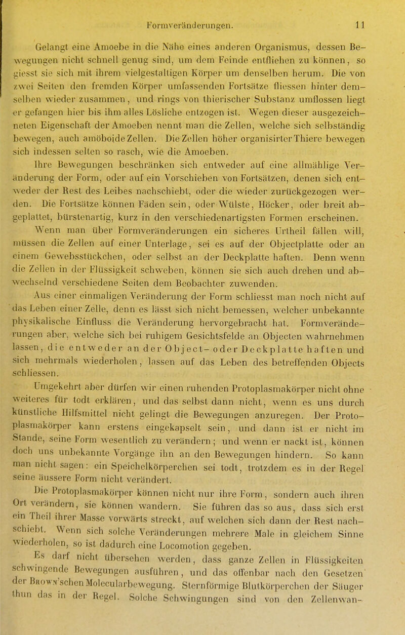 Gelangt eine Anioobe in die Nähe eines anderen Organismus, dessen Be- wegungen nicht schnell genug sind, um dem Feinde entfliehen zu können, so giesst sie sich mit ihrem vielgestaltigen Körper um denselben herum. Die von zwei Seiten den fremden Körper umfassenden Fortsätze fliessen hinler dem- selben wieder zusammen, und rings von thierischer Substanz umflossen liegt i>r gefangen hier bis ihm alles Lösliche entzogen ist. Wegen dieser ausgezeich- neten Eigenschaft der Amoeben nennt man die Zellen, welche sich selbständig bewegen, auch amöboide Zellen. Die Zellen höher organisirlcrThiere bewegen sich indessen selten so rasch, wie die Amoeben. Ihre Bewegungen beschränken sich entweder auf eine allmählige Ver- iinderung der Form, oder auf ein Vorschieben von Fortsätzen, denen sich ent- weder der Rest des Leibes nachschiebt, oder die vsieder zurückgezogen wer- den. Die Foi'tsätze können Fäden sein, oder Wülste, Höcker, oder breit ab- geplattet, bürstenariig, kurz in den verschiedenartigsten Formen erscheinen. Wenn man über Formveränderungen ein sicheres Urlheil fällen will, müssen die Zellen auf einer Unterlage, sei es auf der Objeclplatte oder an einem Gew^ebsslückchen, oder selbst an der Deckplatte haften. Denn wenn die Zellen in der Flüssigkeil schweben, können sie sich auch drehen und ab- wechselnd verschiedene Seilen dem Beobachter zuwenden. Aus einer einmaligen Veränderung der Form schliesst man noch nicht auf das Leben einei- Zelle, denn es lässt sich nicht bemessen, welcher unbekannte physikalische Einfluss die Veränderung hervorgebracht hat. Formverände- rungen aber, Avelche sich bei ruhigem Gesichtsfelde an Objecten wahrnehmen lassen, die entweder an der Object- oder Deckplatte haften und sich mehrmals wiederholen, lassen auf das Leben des betreffenden Objects schliessen. Umgekehrt aber dürfen wir einen ruhenden Proloplasmakörper nicht ohne weiteres für lodt erklären, und das selbst dann nicht, wenn es uns durch künstliche Hilfsmillel nicht gelingt die Bewegungen anzuregen. Der Proto- plasmaköi-per kann erstens eingekapselt sein, und dann ist er nicht im Stande, seine Form wesentlich zu verändern; und wenn er nackt ist, können doch uns unbekannte Vorgänge ihn an den Bew^egungen hindern. So kann man nicht sagen: ein Speichelkörperchen sei todt, trotzdem es in der Regel seine äussere Form nicht verändert. Die Protoplasmakörper können nicht nur ihre Form, sondern auch ihren Ort verändern, sie können wandern. Sie fuhren das so aus, dass sich erst em Thcil ihrer Masse vorwärts streckt, auf welchen sich dann der Rest nach- schiebt. Wenn sich solche Veränderungen mehrere Male in gleichem Sinne wiederholen, so ist dadurch eine Locomotion gegeben. Es darf nicht übersehen werden, dass ganze Zellen in Flüssigkeiten schwingende Bewegungen ausführen , und das olfenbar nach den Gesetzen' der BRow^'schenMolecularbewegung. Sternförmige Blutkörperchen der Sauger Ihun das in der Regel. Solche Schwingungen sind von den Zellenwan-