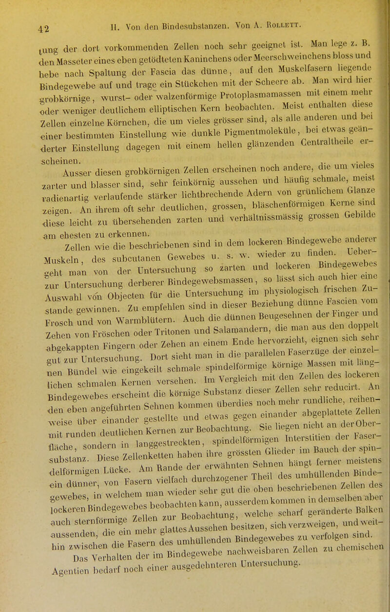 tung der dort vorkommenden Zellen noch sehr geeignet ist. Man lege z. B. den Masseter eines eben getödteten Kaninchens oder Meerschweinchens bloss und hebe nach Spaltung der Fascia das dünne, auf den Muskelfasern hegende Bindegewebe auf und trage ein Stückchen mit der Scheere ab. Man wn-d hier grobkörnige, wurst- oder walzenförmige Proloplasmamassen mit einem rnehr oder weniger deutlichem elliptischen Kern beobachten. Meist enthalten diese Zellen einzelne Körnchen, die um vieles grösser sind, als alle anderen und be. einer bestimmten Einstellung wie dunkle Pigmentmoleküle, bei etwas geän- derter Einstellung dagegen mit einem hellen glänzenden Centraltheile er- 50116111611 • 1 Ausser diesen grobkörnigen Zellen erscheinen noch andere, die um vieles .arter und blasser sind, sehr feinkörnig aussehen und häufig ««^^^1«' ^^«'^ vadienartig verlaufende stärker lichtbrechende Adern von grünhchem Glänze le gen An ihrem oft sehr deutlichen, grossen, bläschenförmigen Kerne smd diese leicht zu übersehenden zarten und verhältnissmässig grossen Gebilde iim ehesten zu erkennen. i i , Zellen wie die beschriebenen sind in dem lockeren B.ndegewebe ande^., Muskeln des subcutanen Gewebes u. s. wieder zu finden Bebe,- !eh. ma'n ven de,- Untersuchung so zarten und lockeren Bmdegewebes :„ \^>«,rsnchung derberer Bindegewebsmassen, so lässt s,ch auch hter e.ne lusvvahl von Obleoten für die Untersuchung im physiolog.sch fmchen Zu- trJe gewinnen. Zu empfehlen sind in dieser Beziehung dünne Fascen vom Frosch und von WarmbluLn. Auch die dünnen Bengesehnen der Fmger und 'ehe?von Fröschen oderTritonen und Salamandern, die man aus den doppel !brekapplen Fingern oder Zehen an einem Ende hervorzieht, eignen steh sei. tfzu, UmersncLng. Dort sieht man in die parallelen FaserzUge der e.nzel- Substanz. ^ ese ^elieime ^^^^^^^ Sehnen hängt ferner meistens r= Sh du. zo...r ^ ts «ewebes, in -lohe™ .nan w,^^^^^^^ s rlm kommen in demselben aber teLn ^^^^ welche schart geränderte Balken .uch ^'-'7'« /;:t„ ,rÄussehen besitzen, sich verzweigen, undw.t.- aussende,^ d,e en, neh, g ^^^^^^^ Bindegewebes zu verfolgen s.nd Bindegewebe nachweisbaren Zellen zu che,n,sehen Agenticn bedarf „och einer ausgedehnteren Untersuchung.