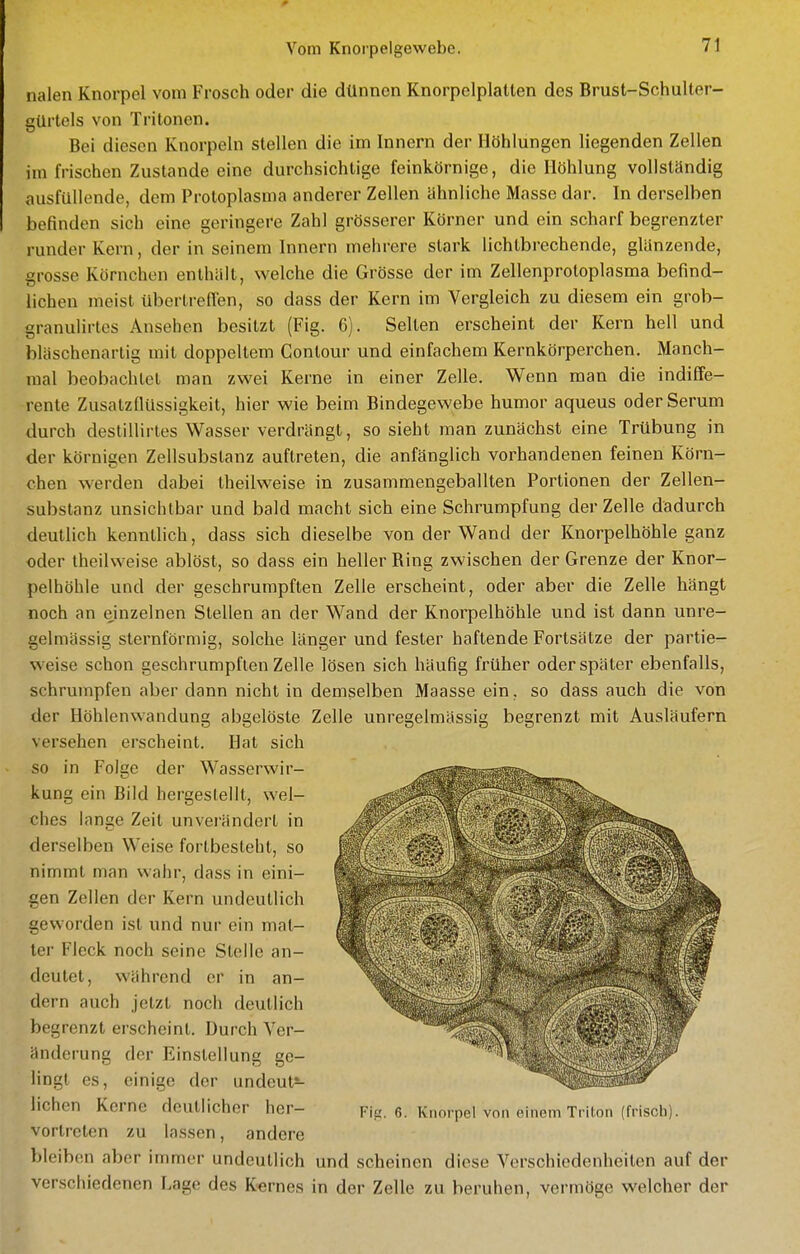 nalen Knorpel vom Frosch oder die dünnen Knorpelplatten des Brust-Schulter- gürtels von Tritonen. Bei diesen Knorpeln stellen die im Innern der Höhlungen liegenden Zellen im frischen Zustande eine durchsichtige feinkörnige, die Höhlung vollständig ausfüllende, dem Protoplasma anderer Zellen ähnliche Masse dar. In derselben befinden sich eine geringere Zahl grösserer Körner und ein scharf begrenzter runder Kern, der in seinem Innern mehrere stark lichtbrechende, glänzende, grosse Körnchen enthält, welche die Grösse der im Zellenprotoplasma befind- lichen meist übertrefien, so dass der Kern im Vergleich zu diesem ein grob- granulirtes Ansehen besitzt (Fig. 6). Sellen erscheint der Kern hell und bläschenartig mit doppeltem Contour und einfachem Kernkörperchen. Manch- mal beobachtet man zvi'ei Kerne in einer Zelle. Wenn man die indiffe- rente Zusatzflüssigkeit, hier wie beim Bindegewebe humor aqueus oder Serum durch destillirtes Wasser verdrängt, so sieht man zunächst eine Trübung in der körnigen Zellsubstanz auftreten, die anfänglich vorhandenen feinen Körn- chen werden dabei theilweise in zusammengeballten Portionen der Zellen- substanz unsichtbar und bald macht sich eine Schrumpfung der Zelle dadurch deutlich kenntlich, dass sich dieselbe von der Wand der Knorpelhöhle ganz oder theilweise ablöst, so dass ein heller Ring zwischen der Grenze der Knor- pelhöhle und der geschrumpften Zelle erscheint, oder aber die Zelle hängt noch an einzelnen Stellen an der Wand der Knorpelhöhle und ist dann unre- gelmässig sternförmig, solche länger und fester haftende Fortsätze der partie- weise schon geschrumpften Zelle lösen sich häufig früher oder später ebenfalls, schrumpfen aber dann nicht in demselben Maasse ein, so dass auch die von der Höhlenwandung abgelöste Zelle unregelmässig begrenzt mit Ausläufern versehen erscheint. Hat sich so in Folge der Wasserwir- kung ein Bild hergestellt, wel- ches lange Zeit unverändert in derselben Weise fortbesteht, so nimmt man wahr, dass in eini- gen Zellen der Kern undeutlich geworden ist und nur ein mat- ter Fleck noch seine Stelle an- deutet, während er in an- dern auch jetzt noch deutlich begrenzt erscheint. Durch Ver- änderung der Einstellung ge- lingt es, einige der undeut^ liehen Kerne deutlicher her- Fi^. 6. Knorpel von einem Triton (frisch), vortreten zu lassen, andere bleiben aber immer undeutlich und scheinen diese Verschiedenheiten auf der verschiedenen Lage des K'crnes in der Zelle zu beruhen, vermöge welcher der