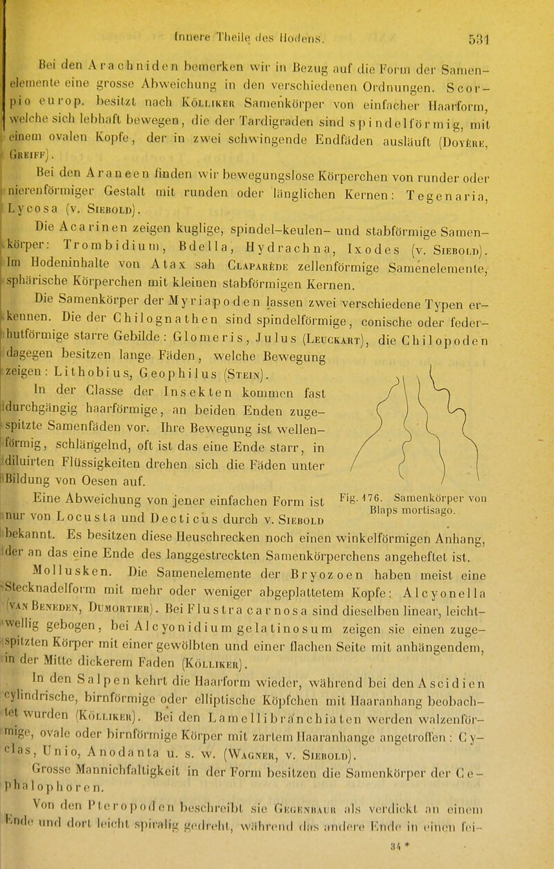 Bei den Aracliniden bemerken wir in Bezug auf die Form der Sanien- elemente eine grosse Abweiclmng in den verschiedenen Ordnungen. Scor- pio europ. besitzt nach Köli.ikku Sanienliörper von einfacher Haarform, weiche sich lebhaft bewegen, die der Tardigraden sind spindelförmig, mit einem ovalen Kopfe, der in zwei schwingende Endfüden ausläuft (DoyUrk, Greiff] . ' Bei den Araneen finden wir bewegungslose Körperchen von runder oder inierenförmiger Gestalt mit runden oder länglichen Kernen: legenaria, Lycosa (v. Siebold] . Die Acarinen zeigen kuglige, spindel-keulen- und stabförmige Samen- körper: Trombidium, Bdella, Hydrachna, Ixodes (v. Siebold). Im Hodeninhalte von Atax sah CLAPARiDE zellenförmige Sameneleraente, sphärische Körperchen mit kleinen sLabförmigen Kernen. Die Samenkörper der Myriapoden lassen zwei verschiedene Typen er- .kennen. Die der C hil ogn a th e n sind spindelförmige , conische oder feder- 1 hutförmige starre Gebilde :Glomeris,Julus (Leuckart) , die C h i 1 o p o d c n :dagegen besitzen lange Fäden, welche Bewegung zeigen: Lithobius, Geophilus (Stein). In der Classe der Insekten kommen fast Idurchgängig haarförmige, an beiden Enden zuge- spitzte Samenfäden vor. Ihre Bewegung ist wellen- förmig, schlängelnd, oft ist das eine Ende starr, in lidiluirten Flüssigkeiten drehen sich die Fäden unter HBilduno von Oesen auf. Eine Abweichung von jener einfachen Form ist F'g- '''6. Samenkörpei- von r.,.,. ,r„„ T . 1 Tx . . , . Blaps mortisaao. nm von Locusla und Decticus durch V. Siebold _ •bekannt. Es besitzen diese Heuschrecken noch einen winkelförmigen Anhang, ider an das eine Ende des langgestreckten Samenkörperchens angeheftet ist. Mollusken. Die Samenelemente der Bryozoen haben meist eine ^Stecknadelform mit mehr oder weniger abgeplattetem Kopfe: Alcyonella (vanBuneden, Dumortier), BeiFlustra carnosa sind dieselben linear, leichl- ^wellig gebogen, bei AI c yo n i d i u m ge la t inosum zeigen sie einen zuge- spitzten Körper mit einer gewölbten und einer flachen Seite mit anhängendem, rin der Mitte dickerem Faden (Kölliker). In den Salpen kehrt die Haarform wieder, während bei den Ascidien cylindrische, birnförmige oder elliptische Köpfchen mit Haaranhang beobach- tet wurden (Kölliker). Bei den Lamellibra'nchiaten werden walzenför- mige, ovale oder birnförmige Körper mit zartem llaaranhange angelroHen : Cy- fl'is, Unio, Anodanta u. s. w. (Wagner, v. Siebold). Grosse Mannichfaltigkeit in der Form besitzen die Samenkörper der Ge- phalophoren. Von den Pteropod c 11 beschreibt sie Gh(;enbaiib als verdickt an einem t'^ndc und dorl, leicht spiralig gedreht, während das andere Ende in einen fei- 34*