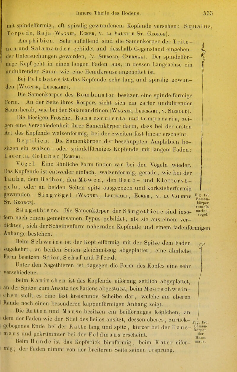 mit spindelförmig , oft spiralig gewundenem Kopfende versehen : Squalus, Torpedo, Raja (Wagner, Ecker, v. la Valette St. George). Amphibien. Sehr auflallcnd sind die Samenkörper der Tri to- nen und Salamander gebildet und dcsshalb Gegenstand eingehen- der Untersuchungen geworden, (v. Siebold, Czerihak). Der spindelför- mige Kopf geht in einen Inngen Faden aus, in dessen Längsachse ein undulirender Saum wie eine Hemdkrause angeheftet ist. Bei Pelobates ist das Kopfende sehr lang und spiralig gewun- den (Wagner, Leuckart). Die Samenkörper des Bombina tor besitzen eine spindelförmige Form. An der Seite ihres Körpers zieht sich ein zarter undulirender Saum herab, wie bei den Salamandrinen (Wagner, Leuckart, v. Siebold). Die hiesigen Frösche, Rana esculenta und temporaria, zei- gen eine Verschiedenheit ihrer Samenkörper darin, dass bei der ersten Art das Kopfende walzenförmig, bei der zweiten fast linear erscheint. Reptilien. Die Samenkörper der beschuppten Amphibien be- sitzen ein walzen- oder spindelförmiges Kopfende mit langem Faden: Lacerta, Coluber (Ecker). Vögel. Eine ähnliche Form finden wir bei den Vögeln wieder. Das Kopfende ist entweder einfach, walzenförmig, gerade, wie bei der Taube, dem Reiher, den Möwen, den Raub- und Klettervö- geln, oder an beiden Seiten spitz ausgezogen und korkzieherförmig gewunden: Singvögel (Wagner, Leuckart, Ecker, v. la Valette ^> ^^9- c n \ Samen- ot. George). korper baug eth 1 ere. Die Samenkörper derSäueethiere sind inso- <■ 1 • . vogel. lern nach emem gemeinsamen. Typus gebildet, als sie aus einem ver- dickten , sich der Scheibenform nähernden Kopfende und einem fadenförmigen Anhange bestehen. Beim Schweine ist der Kopf eiförmig mit der Spitze dem Faden zugekehrt, an beiden Seiten gleichmässig abgeplattet; eine ähnliche Form besitzen Stier, Schaf und Pferd. Unter den Nagethieren ist dagegen die Form des Kopfes eine sehr verschiedene. Beim Kaninchen ist das Kopfende eiförmig seitlich abgeplattet, an der Spitze zum Ansatz des Fadens abgestutzt, beim Meerschwein- chen stellt es eine fast kreisrunde Scheibe dar, welche am oberen Rande noch einen besonderen kappenförmigen Anhang zeigt. Die Ratten und Mäuse besitzen ein beilförmiges Köpfchen, an dem der Faden wie der Stiel des Beiles ansitzt, dessen oberes, zurück- gebogenes Ende bei der Ratte lang und spitz, kürzer bei der Haus- ^F'^«;- maus und gekrümmter bei der Feldmaus erscheint. J Beim Hunde ist das Kopfstück birnförmig, beim Kater eiför- mig; der Faden nimmt von der breiteren Seite seinen Ursprung. maus.