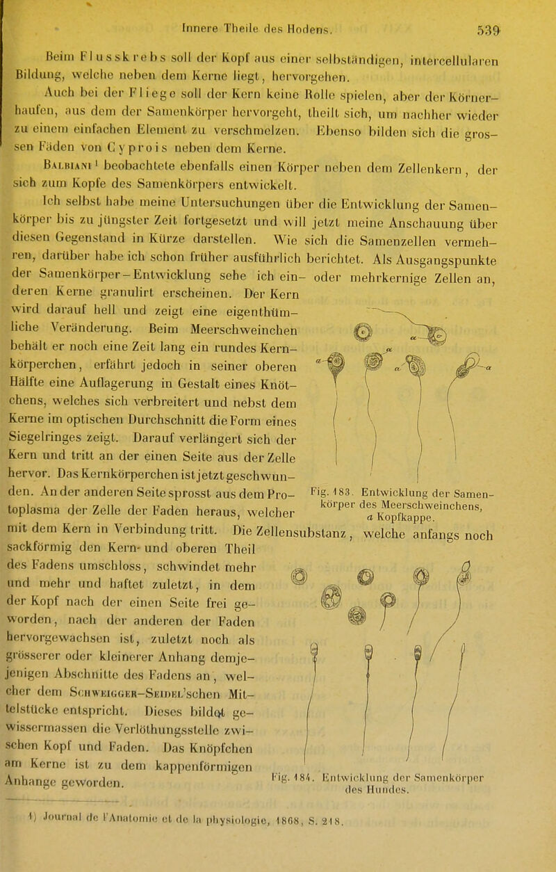 Beim Flusskrebs soll der Kopf aus einer selbständigen, intercellularon Bildung, welche neben den) Kerne liegt, hervorgehen. Auch bei der Fliege soll der Kern keine Rolle spielen, aber der Körner- hautcu, aus dem der Samenkörper hervorgeht, theilt sich, um nachher wieder zu einem einfachen Element zu verschmelzen. Ebenso bilden sich die gros- sen Faden von Cyprois neben dem Kerne. Balbiani 1 beobachtete ebenfalls einen Körper neben dem Zellenkern , der sich zum Kopfe des Samenkörpers entwickelt. Ich selbst habe meine Untersuchungen Uber die Entwicklung der Samen- körper bis zu jüngster Zeit fortgesetzt und will jetzt meine Anschauung über diesen Gegenstand in Kürze darstellen. Wie sich die Samenzellen vermeh- ren, darüber habe ich schon früher ausführlich berichtet. Als Ausgangspunkte der Saraenkörper-Entwicklung sehe ich ein- oder mehrkernige Zellen an, deren Kerne granulirt erscheinen. Der Kern wird darauf hell und zeigt eine eigenthüm- liche Veränderung. Beim Meerschweinchen behält er noch eine Zeit lang ein rundes Kern- körperchen, erfährt jedoch in seiner oberen Hälfte eine Auflagerung in Gestalt eines Knöt- chens, welches sich verbreitert und nebst dem Kerne im optischen Durchschnitt die Form eines Siegelringes zeigt. Darauf verlängert sich der Kern und tritt an der einen Seite aus der Zelle hervor. Das Kernkörperchen ist jetzt geschwun- den. An der anderen Seite sprosst aus dem Pro- toplasma der Zelle der Faden heraus, welcher mit dem Kern in Verbindung tritt. Die Zellensubstanz , welche anfangs noch sackförmig den Kern- und oberen Theil des Fadens umschloss, schwindet mehr und mehr und haftet zuletzt, in dem der Kopf nach der einen Seile frei ge- worden, nach der anderen der Faden hervorgewachsen ist, zuletzt noch als grösserer oder kleinerer Anhang demje- jenigen Abschnitte des Fadens an, wel- cher dem ScHWKiGGER-SEiDKL'schen Mil- telstückc entspricht. Dieses bildot ge- wissermassen die Verlöthungsstelle zwi- schen Kopf und Faden. Das Knöpfchen am Kerne ist zu dem kappenförmigen Anhanec eeworden l'ifc'. 18/.. linlwioklunK dnr Samenkörper ^ ^ ■ des Hundes. Fig. 183. Entwicklung der Samen- körper des Meerschweinchens, a Kopfkappe. ) Journal de rAnatoniie et de la phy.siologie, 18G8, S. 218.