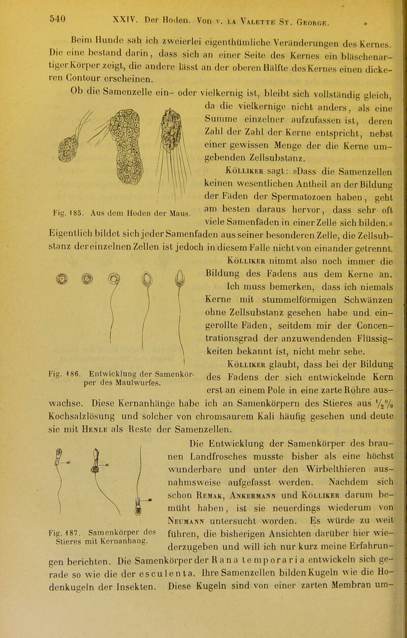 Fig. IBS. Aus dem Hoden der Maus. Beim Hunde sah ich zweierlei eigenlhümliche Veränderungen des Kernes. Die eine bestand darin, dass sich an einer Seite des Kernes ein bläschenar- tigor Körper zeigt, die andere lässl an der oberen Hälfte des Kernes einen dicke- ren Conlour erscheinen. Ob die Samenzelle ein- oder vielkernig ist, bleibt sich vollständig gleich, da die vielkernigc nicht anders, als eine Summe einzelner aufzufassen ist, deren Zahl der Zahl der Kerne entspricht, nebst einer gewissen Menge der die Kerne um- gebenden Zellsubstanz. KöLLiKER sagt: »Dass die Samenzellen keinen wesentlichen Antheil an der Bildung der Fäden der Spermatozoen haben , geht am besten daraus hervor, dass sehr oft viele Samenfäden in einer Zelle sich bilden.« Eigentlich bildet sich jeder Samenfaden aus seiner besonderen Zelle, die Zellsub- stanz dereinzelnen Zellen ist jedoch in diesem Falle nicht von einander getrennt. KöLLiKER nimmt also noch immer die Bildung des Fadens aus dem Kerne an. Ich muss bemerken, dass ich niemals Kerne mit stummeiförmigen Schwänzen ohne Zellsubstanz gesehen habe und ein- gerollte Fäden, seitdem mir der Concen- trationsgrad der anzuwendenden Flüssig- keiten bekannt ist, nicht mehr sehe. KÖLLIKER glaubt, dass bei der Bildung des Fadens der sich entwickelnde Kern erst an einem Pole in eine zarte Röhre aus- wachse. Diese Kernanhänge habe ich an Samenkörpern des Stieres aus YjVo Kochsalzlösung und solcher von chromsaurem Kali häufig gesehen und deute sie mit Henle als Reste der Samenzellen. Die Entwicklung der Samenkörper des brau- nen Landfrosches musste bisher als eine höchst wunderbare und unter den Wirbelthieren aus- nahmsweise aufgefasst werden. Nachdem sich schon Remak, Ankermann und Kölliker darum be- müht haben, ist sie neuerdings wiederum von Neumann untersucht worden. Es würde zu weil führen, die bisherigen Ansichten darüber hier wie- derzugeben und will ich nur kurz meine Erfahrun- gen berichten. Die Samenkörper der Ra na temporaria entwickeln sich ge- rade so wie die der esculenla. Ihre Samenzellen bilden Kugeln wie die Ho- denkugeln der Insekten. Diese Kugeln sind von einer zarten Membran um- Fig. 186. Entwicklung der Samenkör per des Maulwurfes. r Fig. IS?. Samenkörper des Stieres mit Kernanhang.