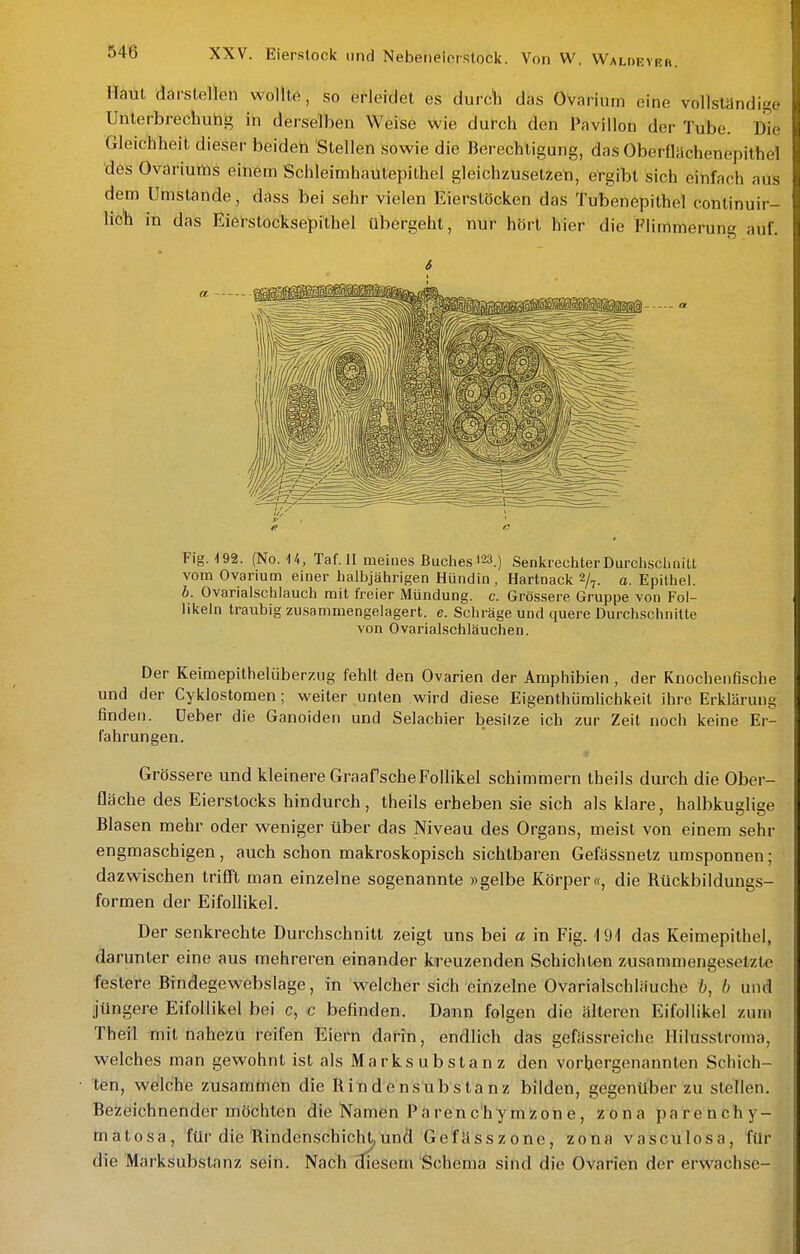 Haut darstellen wollte, so erleidet es durcli das Ovarium eine vollständige Unlerbrechubg in derselben Weise wie durch den Pavillon der Tube. Die Gleicbheit dieser beiden Stellen sowie die Berechtigung, das Oberfliichenepithel des Ovariuffis einem Schleimhautepithel gleichzusetzen, ergibt sich einfach aus dem Umstände, dass bei sehr vielen Eierstöcken das Tubenepithel continuir- licb in das Eierstocksepithel übergeht, nur hört hier die Flimmerung auf. Flg.-192. (No. U, Taf. II meines Buches 123.) Senkrechter DurchscliniU vom Ovarium einer halbjährigen Hündin, Hartnack ^/^. a. Epithel. b. Ovarialscblauch mit freier Mündung, c. Grössere Gruppe von Fol- likeln traubig zusammengelagert, e. Schräge und quere Durchschnitte von Ovarialschläuchen. Der Keimepithelüberzug fehlt den Ovarien der Amphibien , der Knochenfische und der Cyklostomen; weiter unten wird diese Eigenthümlichkeil ihre Erklärung finden, üeber die Ganoiden und Selachier besitze ich zur Zeit noch keine Er- fahrungen. Grössere und kleinere Graafsche Follikel schimmern theils durch die Ober- fläche des Eierstocks hindurch, theils erheben sie sich als klare, halbkuglige Blasen mehr oder weniger über das Niveau des Organs, meist von einem sehr engmaschigen, auch schon makroskopisch sichtbaren Gefässnetz umsponnen; dazwischen IrifiTt man einzelne sogenannte »gelbe Körper«, die Rückbildungs- formen der Eifollikel. Der senkrechte Durchschnitt zeigt uns bei a in Fig. iOI das Keimepithel, darunter eine aus mehreren einander kreuzenden Schichten zusammengesetzte feslere Bindegewebslage, in welcher sich einzelne Ovarialschläuche b, b und jüngere Eifollikel bei c, c befinden. Dann folgen die älteren Eifollikel zum Theil mit nahezu reifen Eiern darin, endlich das gefässreiche Hilusstroma, welches man gewohnt ist als Marks ubsta n z den vorbergenannten Schich- ten, welche zusammen die R in d e nsu b s la n z bilden, gegenüber zu stellen. Bezeichnender möchten die Namen Parenchymzone, zona parenchy- matosa, für die Rindenschicht,und Gefässzone, zona vasculosa, für die Marksubslanz sein. Nach diesem Schema sind die Ovarien der erwachse-