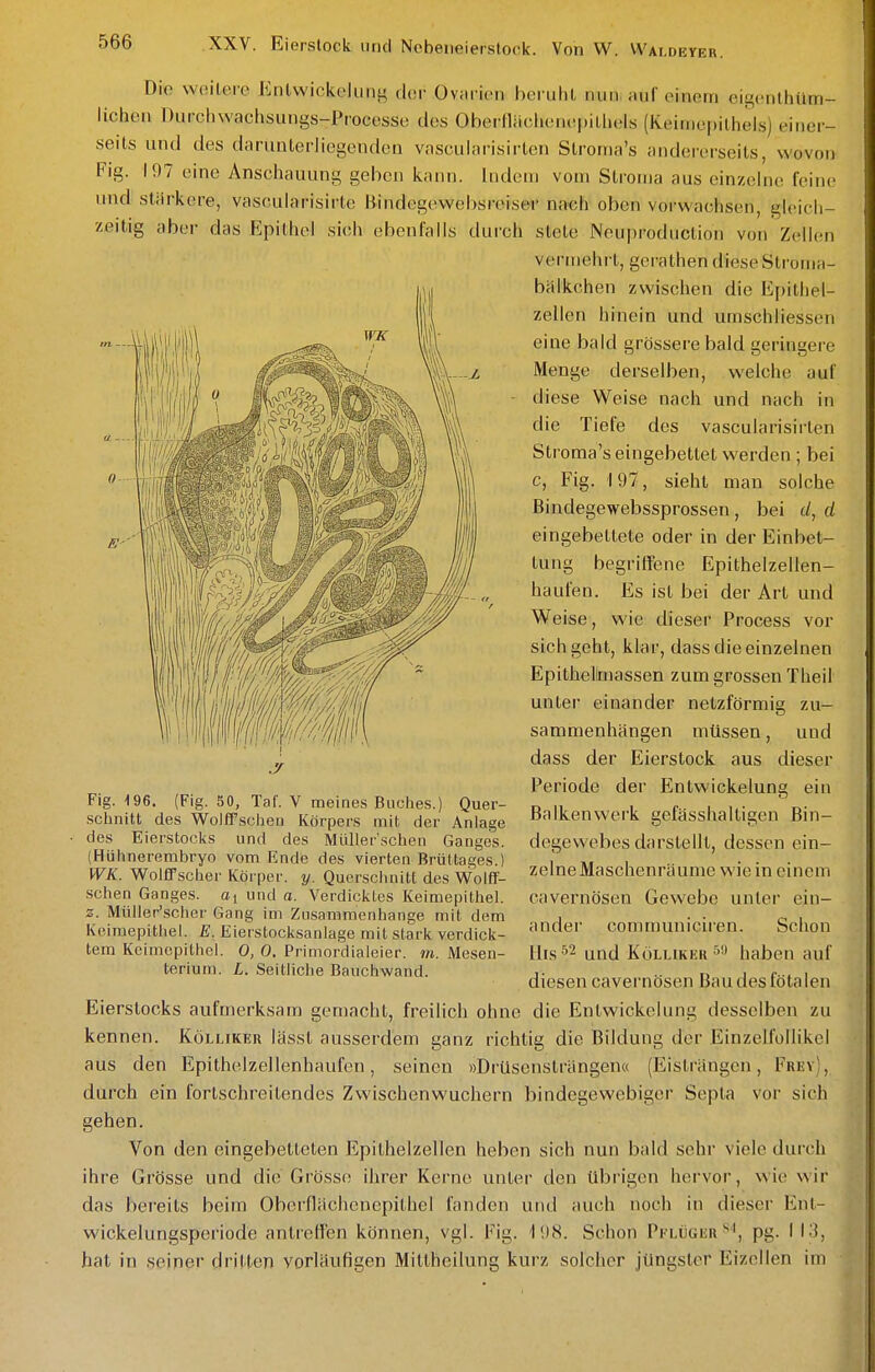 Die weitere Entwickelung dei' Oviirien beruht nun auf einem eigcnlhüm- hchen Durchwachsungs-Processe des Obernäclicnei)ithels (Keinie[)ithels) einer- seits und des darunterliegenden vascularisirlen Stroma's andererseits, wovon Fig. 197 eine Anschauung geben kann. Indem vom Stroma aus einzelne feine und stärkere, vascularisirle Bindcgewehsroiser nach oben vorwachsen, gleich- zeitig aber das Epithel sich ebenfalls durch stete JNcupi-odiiclion von Zellen vermehrt, gei'alhen diese Stroma- bälkchen zwischen die Epithel- zellen hinein und umschliessen eine bald grössere bald geringere Menge derselben, welche auf diese Weise nach und nach in die Tiefe des vascularisirten Stroma's eingebettet werden; bei c, Fig. 197, sieht man solche Bindegewebssprossen, bei (/, d eingebettete oder in der Einbet- tung begriffene Epithelzellen- haufen. Es ist bei der Art und Weise, wie dieser Process vor sich geht, klar, dass die einzelnen Epithelimassen zum grossen Theil unter einander netzförmig zu- sammenhängen mtlssen, und dass der Eierstock aus dieser Periode der Entwickelung ein Balkenwerk gefässhaltigen Bin- degewebes darstellt, dessen ein- zelne Maschenräume wie in einem cavernösen Gewebe unter ein- ander communich'en. Schon Iiis •''2 und KöLLiKKKhaben auf Fig. 196. (Fig. 50, Taf. V meines Buches.) Quer- schnitt des Wolffschen Körpers mit der Anlage des Eierstocks und des MLUIer'schen Ganges. (Hühnererabryo vom Ende des vierten Brüttages.) WK. Wol£Fscher Körper, y. Querschnitt des W'olff- schen Ganges. Oi und a. Verdicktes ICeiniepithel. 2. Müller'scher Gang im Zusammenhange mit dem Keimepithei. E. Eierstocksaniage mit stark verdick- tem Keimopithel. 0, 0. Primordialeier. m. Mesen- terium. L. Seitliche Bauchwand. j. .. „ j r -. i diesen cavernösen Bau des totalen Eierstocks aufmerksam gemacht, freilich ohne die Entwickelung desselben zu kennen. Kölliker lässt ausserdem ganz richtig die Bildung der Einzelfollikel aus den Epithelzellenhaufen, seinen »DrUsensträngena (Eisträngen, Frey), durch ein fortschreitendes Zwischenwuchern bindegewebiger Sepia vor sich gehen. Von den eingebetteten Epilhelzellen heben sich nun bald sehr viele durch ihre Grösse und die Grosso ihrer Kerne unter den übrigen hervor, wie wir das bereits beim Oberflächcnepithel fanden und auch noch in dieser Knt- wickelungsperiode antreffen können, vgl. Fig. 198. Schon Pflugkr pg. I 13, hat in .seiner dritten vorläufigen Mittheilung kurz solcher jüngster Eizellen im