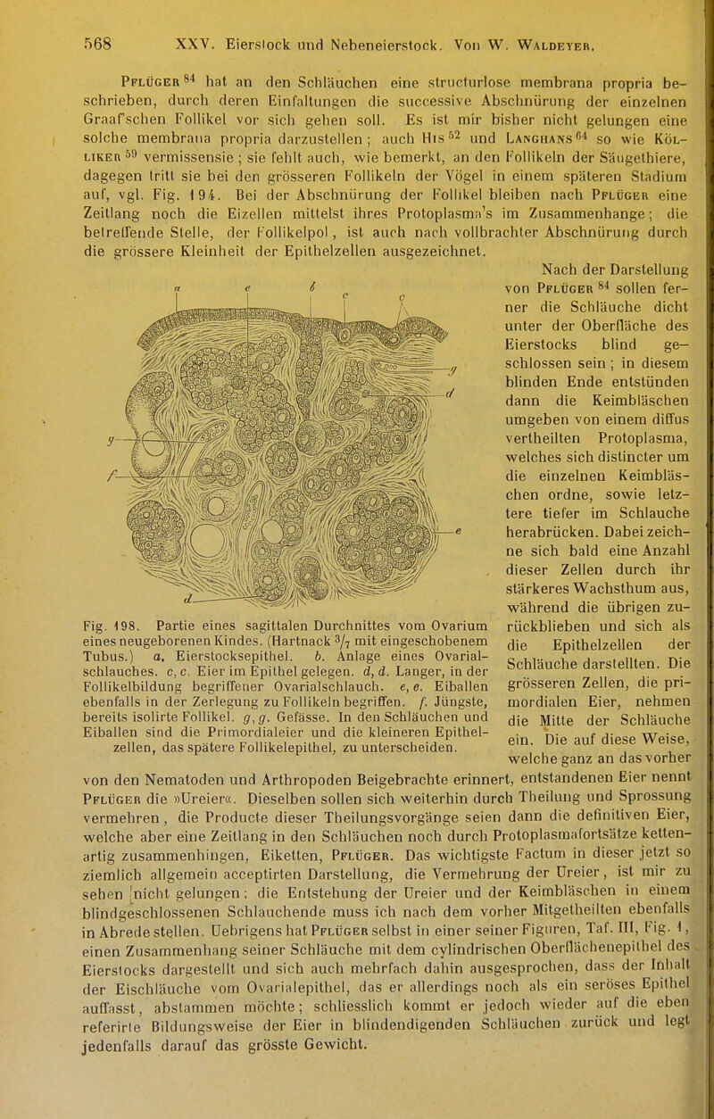 Pflüger 8* hat an den Schläuchen eine .structurlose membrana propria be- schrieben, durch deren Einfaitiingen die .successlve Abschnüriing der einzelnen Graafschen Follikel vor sich gehen soll. Es ist mir bisher nicht gelungen eine solche membrana propria darzustellen ; auch His^^ Langhans'' so wie KÖl- LTKER vermissensie ; sie fehlt auch, wie bemerkt, an den Follikeln der Säugelhiere, dagegen tritt sie bei den grösseren Follikeln der Vögel in einem späteren Stadium auf, vgl. Fig. <94. Bei der Abschniirung der Follikel bleiben nach PFLticEn eine Zeitlang noch die Eizellen mittelst ihres Protoplasma's im Zusammenhange; die belreirende Stelle, der Follikelpol, ist auch nach vollbrachter Abschnüruiig durch die grössere Kleinheil der Epithelzellen ausgezeichnet. Nach der Darstellung von Pflüger sollen fer- ner die Schläuche dicht unter der Oberfläche des Eierstocks blind ge- schlossen sein ; in diesem blinden Ende entstünden dann die Keimbläschen umgeben von einem diffus vertheilten Protoplasma, v^relches sich distincter um die einzelnen Keimbläs- chen ordne, sowie letz- tere tiefer im Schlauche herabrücken. Dabei zeich- ne sich bald eine Anzahl dieser Zellen durch ihr stärkeres Wachsthum aus, während die übrigen zu- rückblieben und sich als die Epithelzellen der Schläuche darstellten. Die grösseren Zellen, die pri- mordialen Eier, nehmen die Mitte der Schläuche ein. Die auf diese Weise, welche ganz an das vorher von den Nematoden und Arthropoden Beigebrachte erinnert, entstandenen Eier nennt Pflüger die »Ureiera. Dieselben sollen sich weiterhin durch Theilung und Sprossung vermehren, die Producte dieser Theilungsvorgänge seien dann die definitiven Eier, welche aber eine Zeitlang in den Schläuchen noch durch Protoplasmaforlsätze kellen- artig zusammenhingen, Eikelten, Pflüger. Das wichtigste Factum in dieser jetzt so ziemlich allgemein acceptirten Darstellung, die Vermehrung der üreier, ist mir zu sehen [nicht gelungen; die Entstehung der üreier und der Keimbläschen in einem blindgeschlossenen Schlauchende muss ich nach dem vorher Mitgetheilten ebenfalls in Abrede stellen, üebrigens hat Pflüger selbst in einer seiner Figuren, Taf. III, Fig. I, einen Zusammenhang seiner Schläuche mit dem cylindrischen Obernächenepithel des Eierstocks dargestellt und sich auch mehrfach dahin ausgesprochen, dass der Inhalt der Eischlüuche vom Ovarialepilhel, das er allerdings noch als ein seröses Epithel auGfasst, abslammen möchte; schUesslich kommt er jedoch wieder auf die eben referirte Bildungsweise der Eier in blindendigenden Schläuchen zurück und legt jedenfalls darauf das grösste Gewicht, Fig. -198. Partie eines sagittalen Durchnittes vom Ovarium eines neugeborenen liindes. (Hartnack 3/7 mit eingeschobenem Tubus.) a, Eierstocksepithel. b. Anlage eines Ovarial- schlauches. c, c. Eier im Epithel gelegen, d, d. Langer, in der Follikelbildung begriffener Ovarialschlauch. e,e. Eiballen ebenfalls in der Zerlegung zu Follikeln begriffen, f. Jüngste, bereits isolirte Follikel. g,g. Gefässe. In den Schläuchen und Eiballen sind die Primordialeier und die kleineren Epithel- zellen, das spätere Follikelepithel, zu unterscheiden.