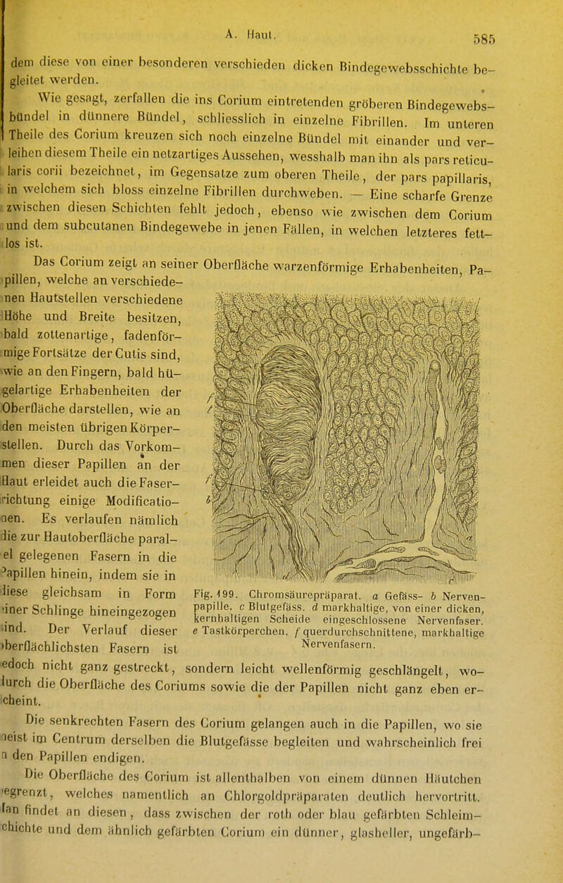 dem diese von einer besonderen verschieden dicken Bindegewebsschichte be- gleitet werden. Wie gesagt, zerfallen die ins Corium eintretenden gröberen ßindegewebs- bündel in dünnere Bündel, schliesslich in einzelne Fibrillen. Im unleren Theile des Corium kreuzen sich noch einzelne Bündel mit einander und ver- leihen diesem Theile ein netzartiges Aussehen, wesshalb man ihn als pars reticu- i.laris corii bezeichnet, im Gegensalze zum oberen Theile, der pars papillaris i in welchem sich bloss einzelne Fibrillen durchweben. - Eine scharfe Grenze Ezwischen diesen Schichten fehlt jedoch, ebenso wie zwischen dem Corium ;;und dem subcutanen Bindegewebe in jenen Fällen, in welchen letzteres fett- ;los ist. Das Corium zeigt an seiner Oberfläche warzenförmige Erhabenheiten Pa- pillen, welche an verschiede- ' nen Hautslellen verschiedene iHöhe und Breite besitzen, bald zottenarlige, fadenför- mige Fortsätze der Cutis sind, ^wie an den Fingern, bald hü- gelartige Erhabenheiten der Oberfläche darstellen, wie an den meisten übrigen Körper- stellen. Durch das Vorkom- men dieser Papillen an der lüaut erleidet auch dieFaser- irichtung einige Modificatio- flen. Es verlaufen nämlich die zur Hautoberfläche paral- ■el gelegenen Fasern in die ^^pillen hinein, indem sie in liese gleichsam in Form iiner Schlinge hineingezogen ■ind. Der Verlauf dieser •berflächlichsten Fasern ist edoch nicht ganz gestreckt, sondern leicht wellenförmig geschlängelt, wo- lurch die Oberfläche des Coriums sowie die der Papillen nicht ganz eben er- scheint. Die senkrechten Fasern des Corium gelangen auch in die Papillen, wo sie aeist im Centrum derselben die Blutgefässe begleiten und wahrscheinlich frei ti den Papillen endigen. Die Oberfläche des Corium ist allenthalben von einem dünnen Häutchen 'egrenzt, welches namentlich an Chlorgoldpräparaten deutlich hervortritt, 'an findet an diesen , dass zwischen der roth oder blau gefärbten Schleim- chichle und dem ähnlich gefärbten Corium ein dünner, glasheller, ungefärb- Fig. 199. Chromsaurcpraparat. a Gefäss- b Nerven- papille, c Blurgefäss. d markhaltige, von einer dicken, kernhaltigen Scheide eingeschlossene Nervenfaser. e Tastkörperchen, f querdurchschnittene, markhaltige Nervenfasern.