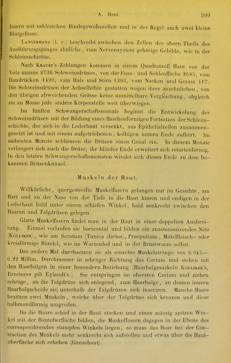 fiisorn mit zahlreichen Dindegewebszeilon und in dor Regel auch zwei kleine Rlutgel'usse. Langerhans (I. c.) beschreibt zwischen den Zellen des obern Theils des Ausfuhrungsganges ähnliche, zum Nervensystem gehörige Gebilde, wie in der Schleimschichte. Nach Krause's Zählungen kommen in einem Quadratzoll Haut von der Vola manus 2736 Schvveissdrüsen, von der Fuss- und Sohlenfläche 2685, vom Handrücken 1490, vom Hals und Stirn 1303, vom Nacken und Gesäss 417. Die Schvveissdrüsen der Achselhöhle gestalten wegen ihrer ansehnlichen , von den übrigen abweichenden Grösse keine unmittelbare Vergleichung, obgleich sie an Masse jede andere Körperstelle weit überwiegen. Im fünften Schwangerschaftsmonate beginnt die Entwickelung der Schvveissdrüsen mit der Bildung eines flaschenförmigen Fortsatzes der Schleim- schichte, der sich in die Lederhaut versenkt, aus Epithelialzellen zusammen- gesetzt ist und mit einem aufgetriebenen , kolbigen untern Ende aufhört. Im siebenten Monate schliessen die Drüsen einen Canal ein. In diesem Monate verlängert sich auch die Drüse, ihr blindes Ende erweitert sich retortenförmia In den letzten Schwangerschaftsmonaten windet sich dieses Ende zu dem be- kannten Drüsenknäuel. Muskeln der Haut. Willkürliche, quergestreifte Muskelfasern gelangen nur im Gesichte, am Bart und an der Nase von der Tiefe in die Haut hinein und endigen in der Lederhaut bald unter einem schiefen Winkel, bald senkrecht zwischen den Haaren und Talgdrüsen gelegen. Glatte Muskelfasern findet man in der Haut in einer doppelten Ausbrei- tung. Einmal verlaufen sie horizontal und bilden ein anastomosirendes Netz (Kölliker) , wie am Scrotum (Tunica dartos), Praeputium , Mittelfleisch- oder kreisförmige Bündel, wie im Warzenhof und in der Brustwarze selbst. Das andere Mal durchsetzen sie als einzelne Muskelstränge von 0.04b— 0.22 Millim. Durchmesser in schräger Richtung das Corium und stehen mit den Haarbälgen in einer besondern Beziehung (Haarbalgmuskeln KöLLUiER's, Erectores pili Eylandt's.) Sie entspringen im obersten Corium und ziehen schräge, an die Talgdrüse sich anlegend, zum Haarbalge, an dessen Innern Haarbalgscheide sie, unterhalb der Talgdrüsen sich inseriren. Manche Haare besitzen zwei Muskeln, welche über der Talgdrüse sich kreuzen und diese halbmondförmig umgreifen. Da die Ilaare schief in der Haut stecken und einen mässig spitzen Win- kel mit der Ilautoberüäche bilden, die Muskelfasern dagegen in der Ebene des correspondirenden stumpfen Winkels liegen, so muss das Haar bei der Gon- traction des Muskels mehr senkrecht sich aufstellen und etwas über die Haut- oberfläche sich erheben (Gänsehaut).