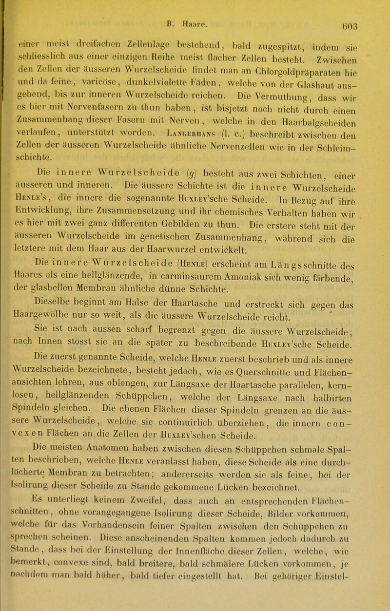 («iner meist droilachen Zellenlagc besloliuiid, \m\d zugespitzt, indem sie schliesslich aus einer einzigen Reihe meist flacher Zellen besieht. Zwischen den Zellen der äusseren Wurzelscheid(! findet man an Chlorgoldpräparaten hie und da feine, varicöse, dunkelviolette Fäden, welche von der Glashaut aus- gehend, bis zur inneren Wurzelschcide reichen. Die Vermuthung, dass wir es hier mit Nervenfasern zu thun haben , ist bisjetzt noch nicht durch einen Zusammenhang dieser Fasern mit Nerven , welche in den Haarbalgscheiden verlaufen, unterstützt worden. LAmiiiHiUNs (1. c.) beschreibt zwischen den Zellen der äusseren Wurzelschcide ähnliche Nervenzellen wie in der Schleim- schichte. Die innere Wurzelschcide (</) besteht aus zwei Schichten, einer äusseren und inneren. Die äussere Schichte ist die innere Wurzelscheide Henle's , die innere die sogenannte HuxLEv'sche Scheide. In Bezug auf ihre Entwicklung, ihre Zusammensetzung und ihr chemisches Verhalten haben wir es hier mit zwei ganz diflferenten Gebilden zu thun. Die erstere steht mit der äusseren Wurzelscheide im genetischen Zusammenhang, während sich die letztere mit dem Haar aus der Haarwurzel entwickelt. Die innere Wurzelscheide (Henle) erscheint am Längsschnitte des Haares als eine hellglänzende, in carminsaurem Amoniak sich wenig färbende der glashellen Membran ähnliche dünne Schichte. ' Dieselbe beginnt am Halse der Haartasche und erstreckt sich gegen das Haargewölbe nur so weit, als die äussere Wurzelscheide reicht. Sie ist nach aussen scharf begrenzt gegen die äussere Wurzelscheide; nach Innen stösst sie an die später zu beschreibende HuxLEv'sche Scheide. Die zuerst genannte Scheide, welche Henle zuerst beschrieb und als innere Wurzelscheide bezeichnete, besteht jedoch, wie es Querschnitte und Flächen- ansichten lehren, aus oblongen, zur Längsaxe der Haartasche parallelen, kern- losen, hellglänzenden Schüppchen, welche der Längsaxe nach halbirten Spindeln gleichen. Die ebenen Flächen dieser Spindeln grenzen an die äus- sere Wurzelscheide, welche sie continuirlich überziehen, die Innern con- vexen Flächen an die Zellen der HuxLEy'schen Scheide. Die meisten Anatomen haben zwischen diesen Schüppchen schmale Spal- ten beschrieben, welche Henle veranlasst haben, diese Scheide als eine durch- löcherte Membran zu betrachten; andererseits werden sie als feine, bei der Isolirung dieser Scheide zu Stande gekommene Lücken bezeichnet. Es unterliegt keinem Zweifel, dass auch ah entsprechenden Flächen- schnitten , ohne vorangegangene Isolirung dieser Scheide, Bilder vorkonunen, weiche für das Vorhandensein feiner Spalten zwischen den Schüppchen zu sprechen scheinen. Diese anscheinenden Spalten kommen Jedoch dadurch zu Stande, dass bei der Einstellung der Innenfläche dieser Zellen, welche, wie bemerkt, convexe sind, bald breitere, bald schmälere Lücken vorkommen, je naehddm man bald höher, bald tiefer eingestellt hat. Bei gehöriger Einstel-