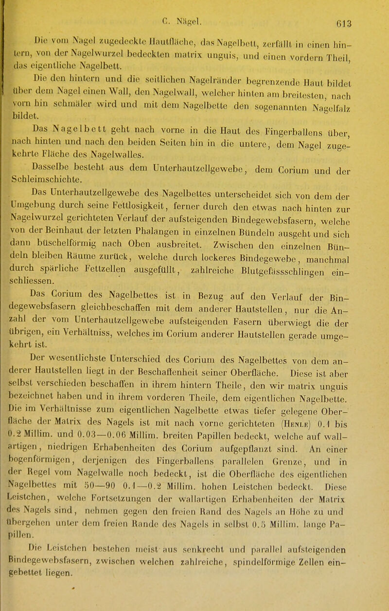 C. Näf>cl. Die von. Nagel zugedeckle llauinaclic, das Nagelhell, zerfalll in einen hin- lern, von der Nagelwurzel bedecklen malrix unguis, und einen vordem Theil das eigenlliche Nagelbetl. ' Die den hinlern und die seillichen Nagelränder begrenzende Hanl bildel über dem Nagel einen Wall, den Nagelwall, welcher hinten am breileslen, nach vorn hin schmaler wird und rail dem Nagelbelle den sogenannten Nacelfalz bildet. Das Nagelbetl gehl nach vorne in die Haut des Fingerballens über nach hinten und nach den beiden Seiten hin in die untere, dem Nagel zuge- kehrte Fläche des Nagelwalles. Dasselbe besteht aus dem Unlerhautzellgewebe, dem Corium und der Schleimschichte. Das Unlerhautzellgewebe des Nagelbettes unterscheidet sich von dem der Umgebung dui-ch seine Fetllosigkeit, ferner durch den etwas nach hinten zur Nagelwurzel gerichteten Verlauf der aufsteigenden Bindegewebsfasern, welche von der Beinhaut der letzten Phalangen in einzelnen Bündeln ausgeht und sich dann büschelförmig nach Oben ausbreitet. Zwischen den einzelnen Bün- deln bleiben Räume zurück, welche durch lockeres Bindegewebe, manchmal durch spärliche Fettzellen ausgefüllt, zahlreiche Blutgefässschlingen ein- schliessen. Das Corium des Nagelbettes ist in Bezug auf den Verlauf der Bin- degewebsfasern gleichbeschaffen mit dem anderer Hautslellen, nur die An- zahl der vom Unlerhautzellgewebe aufsteigenden Fasern überwiegt die der übrigen, ein Verhällniss, welches im Corium anderer Hautslellen gerade umge- kehrt ist. Der wesentlichste Unterschied des Corium des Nagelbettes von dem an- derer Hautslellen liegt in der Beschaffenheit seiner Oberfläche. Diese ist aber selbst verschieden beschaffen in ihrem hinlern Theile, den wir matrix unguis bezeichnet haben und in ihrem vorderen Theile, dem eigentlichen Nagelbelte. Die im Verhältnisse zum eigentlichen Nagelbelte etwas tiefer gelegene Ober- fläche der Matrix des Nagels ist mit nach vorne gerichteten (Henle) 0.1 bis 0.2Millim. und 0.03—0.06 Millim. breiten Papillen bedeckt, welche auf wall- artigen , niedrigen Erhabenheiten des Corium aufgepflanzt sind. An einer bogenförmigen, derjenigen des Fingerballens parallelen Grenze, und in der Regel vom Nagel walle noch bedeckt, ist die Oberfläche des eigentlichen Nagelbettes mit 50—90 0.1—0.2 Millim. hohen Leistchen bedeckt. Diese Leistchen, welche Fortsetzungen der wallarligen Erhabenheiten der Malrix des Nagels sind, nehmen gegen den freien Rand des Nagels an Höhe zu und übergehen unter dem freien Rande des Nagels in selbst 0.5 Millim. lange Pa- pillen. Die Leislchen bestehen meist aus senkrecht und parallel aufsteigenden Bindegewebsfasern, zwischen welchen zahlreiche, spindelförmige Zellen ein- gebettet liegen.