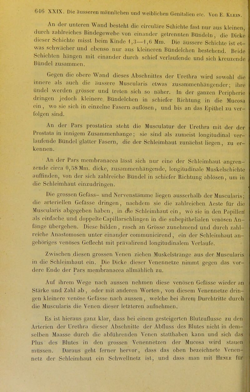 An der unteren Wand besteht die circuläre Schichte fast nur aus kleinen, durch zahlreiches Bindegewebe von einander getrennten Bündeln, die Dicke dieser Schichte misst beim Kinde 1,3-1,6 Mm. Die äussere Schichte ist et- was schwächer und ebenso nur aus kleineren Bündelchen bestehend. Beide Schichten hängen mit einander durch schief verlaufende und sich kreuzende Bündel zusammen. Gegen die obere Wand dieses Abschnittes der Urethra wird sowohl die innere als auch die äussere Muscularis etwas zusammenhängender; iLre ündel werden , grösser und treten sich so näher. In der ganzen Peripherie dringen jedoch kleinere Bündelchen in schiefer Richtung in die Mucosa ein, wo sie sich in einzelne Fasern auflösen, und bis an das Epithel zu ver- folgen sind. An der Pars prostatica steht die Musculatur der Urethra mit der der Prostata in innigem Zusammenhange; sie sind als zumeist longitudinal ver- laufende Bündel glatter Fasern, die der Schleimhaut zunächst liegen, zu er- kennen. An der Pars membranacea lässt sich nur eine der Schleimhaut angren- zende circa 0,58 Mm. dicke, zusammenhängende, longitudinale Muskelschichte auffinden, von der sich zahlreiche Bündel in schiefer Richtung ablösen, um in die Schleimhaut einzudringen. Die grossen Gefäss- und Nervenslämme liegen ausserhalb der Muscularis;' die arteriellen Gefässe dringen, nachdem sie die zahlreichen Aeste für die Muscularis abgegeben haben, in tÄe Schleimhaut ein, wo sie in den Papillerf als einfache und doppelle Capillarschlingen in die subepithelialen venösen An- fänge übergehen. Diese bilden, rasch an Grösse zunehmend und durch zahl- reiche Anastomosen unter einander communicirend , ein der Schleimhaut an- gehöriges venöses Geflecht mit prävalirend longitudinalem Verlaufe. Zwischen diesen grossen Venen ziehen Muskelstränge aus der Muscularis in die Schleimhaut ein. Die Dicke dieser Venennelze nimmt gegen das vor- dere Ende der Pars membranacea aümählich zu. Auf ihrem Wege nach aussen nehmen diese venösen Gefässe wieder an Stärke und Zahl ab, odei- mit anderen Worten, von diesem Venennelze drin- gen kleinere venöse Gefässe nach aussen, welche bei ihrem Durchlrille durch die Muscularis die Venen dieser letzteren aufnehmen. Es ist hieraus ganz klar, dass bei einem gesteigerten Blulzunusse zu den Arterien der Urethra dieser Abschnitte der Abfluss des Blutes nicht in dem- selben Maasse durch die abführenden Venen stallhaben kann und siqh das Plus des Blutes in den grossen Venennetzen der Mucosa wird stauen müssen. Daraus gehl ferner hervor, dass das oben bezeichnete Venen- netz der Schleimhaut ein Schwellnetz ist, und dass man mit Heisle für