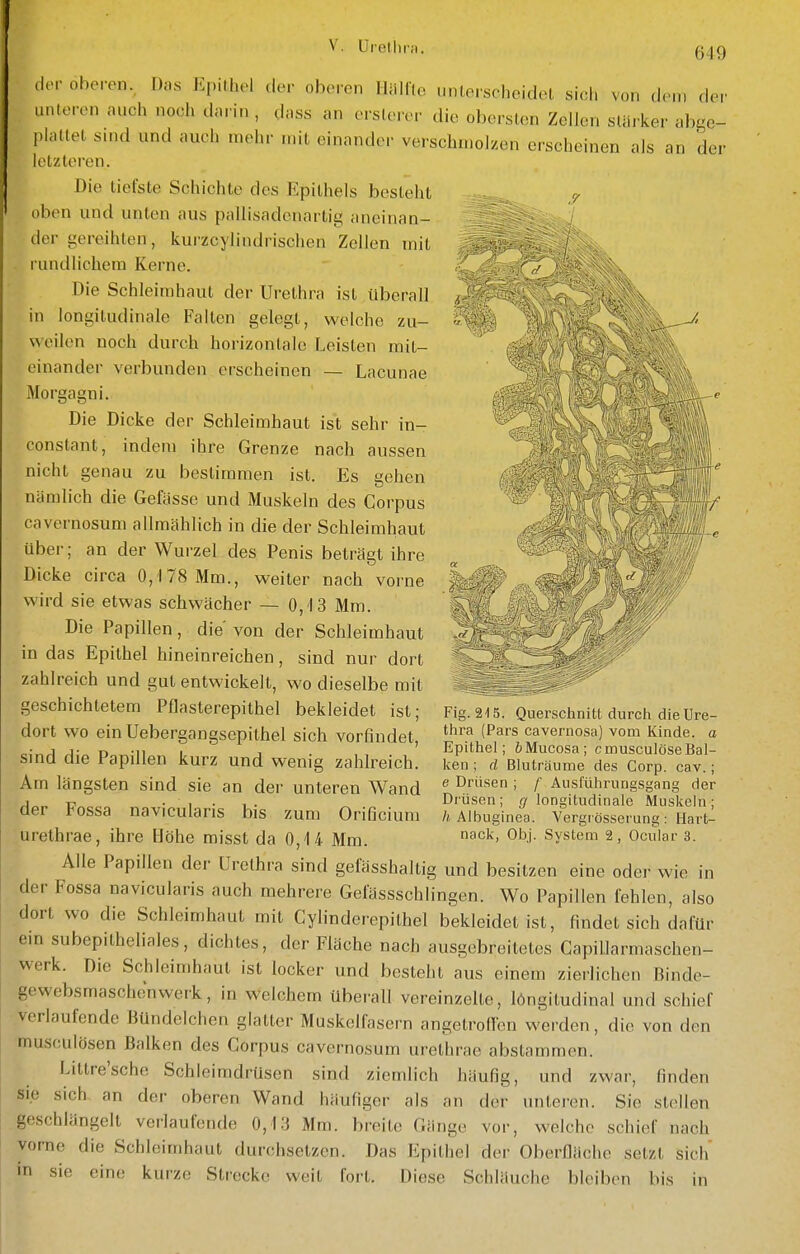 V. Uielhr der oberen. Das Epithel der oberen Iliillle iinLerscheidel sich von dem der unleren auch noch darin , dass an erslerer die obersten Zellen stärker abge- plattet sind und auch mehr mit einander verschmolzen erscheinen als an der letzteren. Die tiefste Schichte des Epithels bestellt oben und unten aus pallisadcnartig aneinan- der gereihten, kurzcylindrischen Zellen mit rundlichem Kerne. Die Schleimhaut der Urethra ist überall in longitudinale Falten gelegt, welche zu- weilen noch durch horizontale Leisten mit- einander verbunden erscheinen — Lacunae Morgagni. Die Dicke der Schleimhaut ist sehr in- constant, indem ihre Grenze nach aussen nicht genau zu bestimmen ist. Es gehen nämlich die Gefässe und Muskeln des Corpus cavernosum allmählich in die der Schleimhaut über; an der Wurzel des Penis beträgt ihre Dicke circa 0,178 Mm., weiter nach vorne wird sie etwas schwächer — 0,13 Mm. Die Papillen, die' von der Schleimhaut in das Epithel hineinreichen, sind nur dort zahlreich und gut entwickelt, wo dieselbe mit geschichtetem Pflasterepithel bekleidet ist; dort wo einUebergangsepithel sich vorfindet, sind die Papillen kurz und wenig zahlreich. Am längsten sind sie an der unteren Wand der Fossa navicularis bis zum Orificium urethrae, ihre Höhe misst da 0,14 Mm. Alle Papillen der Urethra sind gefässhallig und besitzen eine oder wie in der Fossa navicularis auch mehrere Gelässschlingen. Wo Papillen fehlen, also dort wo die Schleimhaut mit Cylinderepithel bekleidet ist, findet sich dafür ein subepithcliales, dichtes, der Fläche nach ausgebreitetes Capillarmaschen- werk. Die Schleimhaut ist locker und besteht aus einem zierlichen Binde- gewebsmaschenwerk, in welchem überall vereinzelte, löngitudinal und schief verlaufende BUndcIchen glatter Muskelfasern angetrollen werden, die von den musculösen Balken des Corpus cavernosum urethrae abstammen. Littre'sche Schleimdrüsen sind ziemlich häufig, und zwar, finden sie sich an der oberen Wand häufiger als an der unteren. Sie stellen geschlängelt verlaufende 0,13 Mm. breite Gänge vor, welche schief nach vorne die Schleimhaut durchsetzen. Das Epithel der Oberfläche setzt sich' in sie eine kurze Strecke weit fort. Diese Schläuche bleiben bis in Fig. 215. Querschnitt durcli die Ure- thra (Pars cavernosa) vom Kinde, o Epithel; öMucosa; cmusculöseBal- ken ; d Bluträume des Corp. cav.; e Drüsen ; f Ausführungsgang der Drüsen; (/longitudinale Muskehl; Ä Albuginea. Vergi össerung : Flart- nack, ObJ. System 2, Ocular 3.