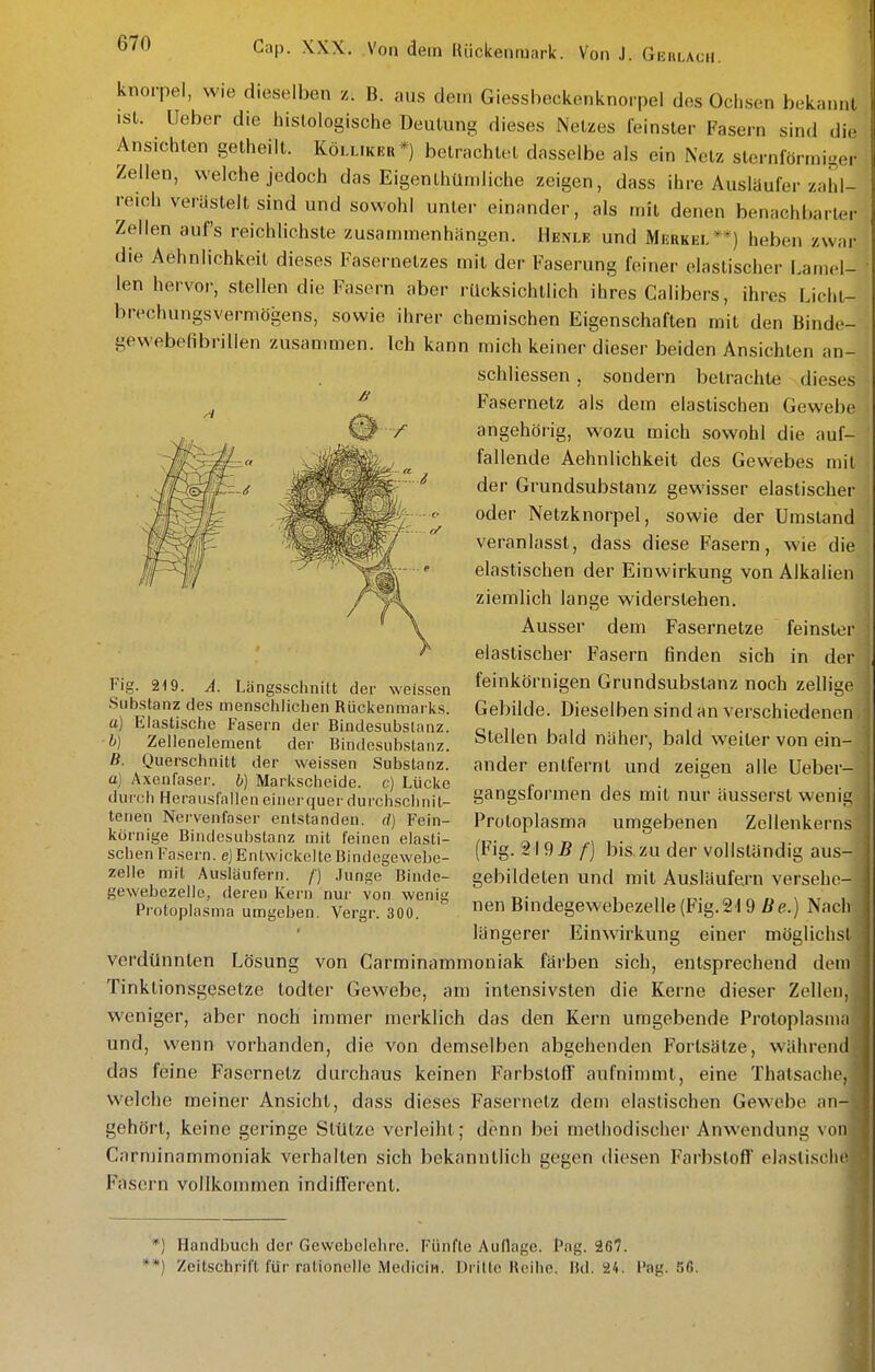 knorpel, wie dieselben z. B. aus dem Giessbeckenknorpel des Ochsen bekaiml isl. Ueber die histologische Deutung dieses Netzes feinster Fasei-n sind die Ansichten getheilt. Kölliker*) betrachtet dasselbe als ein Netz sternförmiger Zellen, welche jedoch das Eigenthümliche zeigen, dass ihre Ausläufer zahl- reich verästelt sind und sowohl unter einander, als mit denen benachbarter Zellen auf's reichlichste zusammenhängen. Henle und Merkel**) heben zwar die Aehnlichkeit dieses Fasernetzes mit der Faserung feiner elastischer Lamel- len hervor, stellen die Fasern aber rücksichtlich ihres Calibers, ihres Liclit- brechungsvermögens, sowie ihrer chemischen Eigenschaften mit den Binde- gewebefibrillen zusammen. Ich kann mich keiner dieser beiden Ansichten an- schliessen , sondern betrachte dieses Fasernetz als dem elastischen Gewebe angehörig, wozu mich sowohl die auf- fallende Aehnlichkeit des Gewebes mit der Grundsubstanz gewisser elastischer oder Netzknorpel, sowie der Umstand veranlasst, dass diese Fasern, wie die elastischen der Einwirkung von Alkalien ziemlich lange widerstehen. Ausser dem Fasernetze feinster elastischer Fasern finden sich in der feinkörnigen Grundsubstanz noch zellige Gebilde. Dieselben sind an verschiedenen Stellen bald näher, bald weiter von ein- ander entfernt und zeigen alle Ueber- gangsformen des mit nur äusserst wenig Protoplasma umgebenen Zellenkerns (Fig. 2195 /■] bis zu der vollständig aus- gebildeten und mit Ausläufern versehe- nen Bindegewebezelle (Fig. 219 Be.) Nach längerer Einwirkung einer möglichsl verdünnten Lösung von Carminammoniak färben sich, entsprechend dem Tinktionsgesetze todter Gewebe, am intensivsten die Kerne dieser Zellen, weniger, aber noch immer merklich das den Kern umgebende Protoplasnui und, wenn vorhanden, die von demselben abgehenden Fortsätze, währeiul das feine Fasernetz durchaus keinen Farbstoff aufninunt, eine Thatsaclic, Welche meiner Ansicht, dass dieses Fasernetz dem elastischen Gewebe an- gehört, keine geringe Stütze verleiht; denn bei methodischer Anwendung von Carminammoniak verhalten sich bekanntlich gegen diesen Farbstoff elaslisclic Fasern vollkommen indifferent. Fig. 219. A. Längsschnitt der weissen Substanz des menschliclien Rüc]<enmai ks. a) Elastische Fasern der Bindesubstanz. ■b) Zellenelement der Bindesubstanz. B. Querschnitt der weissen Substanz. a) Axenfaser. b) Markscheide, c) Lücke durch Herausfallen einerquer durchschnit- tenen Nervenfaser entstanden, d) Fein- körnige Biiidesubstanz mit feinen elasti- schen Fasern, e) Entwickelte Bindegewebe- zelle mit Auslaufern. /) Junge Bindo- gewebezelle, deren Kern nur von wenig Protoplasma umgeben. Vergr. 300. *) Handbuch der Gewebelehre. Fünfte Auflage. Pag. 267. *) Zeitschrift für rationelle MediciH. Dritte Reihe. Bd. 24. Pag. 5ß.