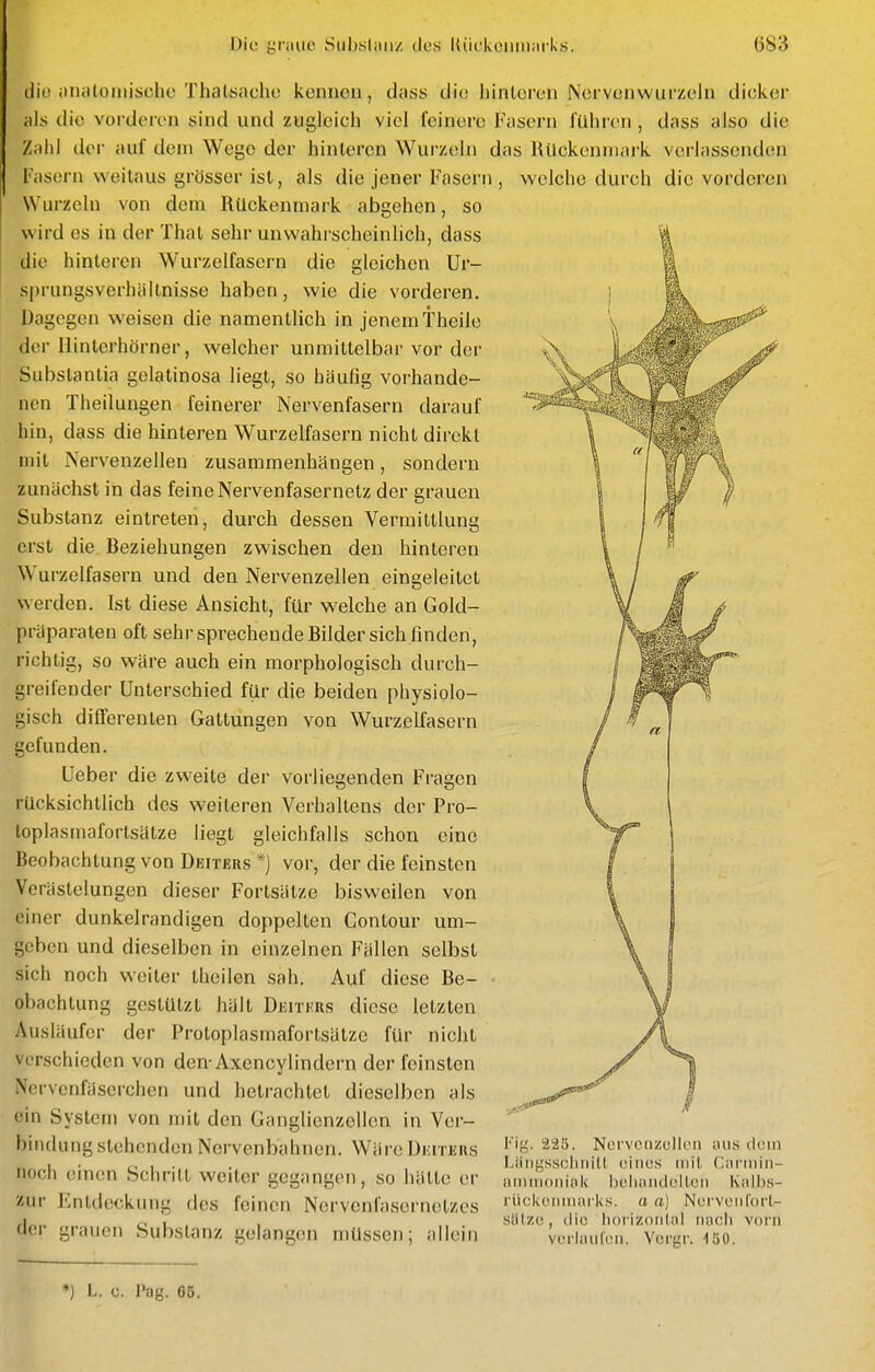 ilio itnciloiuische Thalsacho kcnnou, dass die hinteren Nervonwurzeln dicker als die vorderen sind und zugleich viel feinere Fasern führen , dass also die Zahl der auf dem Wego der hinleren Wurzeln das Rückenmark verlassenden Fasern weitaus grösser ist, als die jener Fasern, welche durch die vorderen Wurzeln von dem Rückenmark abgehen, so wird es in der Thal sehr unwahrscheinlich, dass die hinleren Wurzelfasern die gleichen Ur- sprungsverhältnisse haben, wie die vorderen. Dagegen weisen die namentlich in jenem theile der Ilinlerhörner, welcher unmittelbar vor der Substantia gelalinosa liegt, so häufig vorhande- nen Theilungen feinerer Nervenfasern darauf hin, dass die hinleren Wurzelfasern nicht direkt mit Nervenzellen zusammenhängen, sondern zunächst in das feine Nervenfasernetz der grauen Substanz eintreten, durch dessen Vermittlung erst die Beziehungen zwischen den hinteren Wurzelfasern und den Nervenzellen eingeleitet werden. Ist diese Ansicht, für welche an Gold- präparaten oft sehr sprechende Bilder sich finden, richtig, so wäre auch ein morphologisch durch- greifender Unterschied für die beiden physiolo- gisch diflFerenten Gattungen von Wurzelfasern gefunden. Ueber die zweite der vorliegenden Fragen rUcksichtlich des weiteren Verhaltens der Pro- loplasmafortsätze liegt gleichfalls schon eine Beobachtung von Deiters *] vor, der die feinsten Verästelungen dieser Fortsätze bisweilen von einer dunkelrandigen doppelten Contour um- geben und dieselben in einzelnen Fällen selbst sich noch weiter theilen sah. Auf diese Be- obachtung gestützt hält Deitkrs diese letzten Ausläufer der Protoplasmafortsätze für nicht verschieden von den-Axencylindern der feinsten Nervenfäserchen und hetrachtel dieselben als ein System von mit den Ganglienzellen in Ver- bindung stehenden Nervenbahnen. WärcDEriEUS l''«-^^^a. Ncfvcnzcllen iuis dein „ I . c. 1 •,, • . I,;iiiij;ss(;liiiil(, eines mit Clnrniin- iioch emen Schritt weiter gegangen, so hätte er mnnu.nink Ijclumdellen K»\bs- zur J'.ntdeckung des feinen Nervcnfasei'netzcs 'üf^k^'mia' ks. a a) Nervenlort- ,1,., <. 1 , , säl/.c, die linrizoidnl iiacl» vorn uei grauen Substanz gelangen müssen; allem veilauien. Vei-gr. löo. ♦) L. c. Pag. 65.