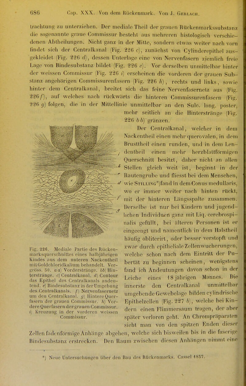 U-fichlung zu unterziehen. Der mediale Theil der grauen RU(;k(!nmar-ks.subslanz die sogenannte graue Commissur besteht aus mehreren histologisch ver.schie- denen Abtheilungen. Nicht ganz in der Mitte, sondern etwas weiter nach vorn findet sich der Centralkanal (Fig. 226 c), zunächst von Cylinderepithel aus- gekleidet (Fig. 220 d), dessen Unterlage eine von Nervenfasern ziemlich freie Lage von Bindesubstanz bildet (Fig. 226 e). Vor derselben unmittelbar hinter der weissen Commissur (Fig. 226 i) erscheinen die vorderen der grauen Sub- stanz angehörigen Commissurenfasern (Fig. 226 h), rechts und links, sowie hinter dem Centralkanal, breftet sich das feine Nervenfasernetz aus (Fig. 226/), auf welches nach rückwärts die hinteren Commissurenfasern (Fig. 226 g) folgen, die in der Mittellinie unmittelbar an den Sulc. long, poster, mehr seitlich an die Hinterstränge (Fig. 226 6ö)gränzen. Der Centralkanal, welcher in dem Nackentheil einen mehr querovalen, in dem Brusttheil einen runden, und in dem Len- dcntheil einen mehr herzblattförmigen Querschnitt besitzt, daher nicht an allen Stellen gleich weit ist, beginnt in der Rautengrube und fliesst bei dem Menschen, w\e STiLLiNG*)fand in dem Conus medullaris, wo er immer weiter nach hinten rückt, ^ mit der hinteren Längsspalle zusammen. Derselbe ist nur bei Kindern und jugend- lichen Individuen ganz mitLiq. cerebrospi- nalis gefüllt, bei älteren Personen ist er eingeengt und namentlich in dem Ilalstheil häufig oblitcrirt, oder besser verstopft und zwar durch epitheliale Zellenwuchcrungen, welche schon nach dem Eintritt der Pu- bertät zu beginnen scheinen, wenigstens fand ich Andeutungen davon schon in der Leiche eines 18 jährigen Mannes. Die innerste den Centralkanal unmittelbar umgebende Gewcbelage bilden cylindrische Epithelzellen (Fig. 227 /;), welche bei Kin- dern einen Flimmersaum tragen, der aber Commissur. später verloren geht. An Chrompräparalen sieht man von den spitzen Enden dieser Zellen fadenförmigeAnhüngc abgehen, welche sich bisweilen bis in die faserige Bindesubstnnz erstrecken. Den Baum zwischen diesen Anhängen nimmt eine Fig. 226. Mediale Partie des Rücken- niai-ksf|URrsclinittes eines liallijalirigen Kindes aus dem unteren Nacl<entheil milGoldciiloridkalium beliandelt. Ver- gröss. 80. aa) Vorderstränge. &ö) Hin- tersträtige. c) Centralkanal. d] Contour flas Epithel des Centraikanals andeu- tend, e) Bindesubstanz in derUmgebung des Centraikanals, f) Nervenfasernetz um den Centralkanal. g) Hintere Quer- fasern der grauen Commissur. h) Vor- dere Querfasern der grauen Commissur. ij Kreuzung in der vorderen weissen *) Neue Unlersuciiungcn über den Bau des fUickcnmarks. Cassel