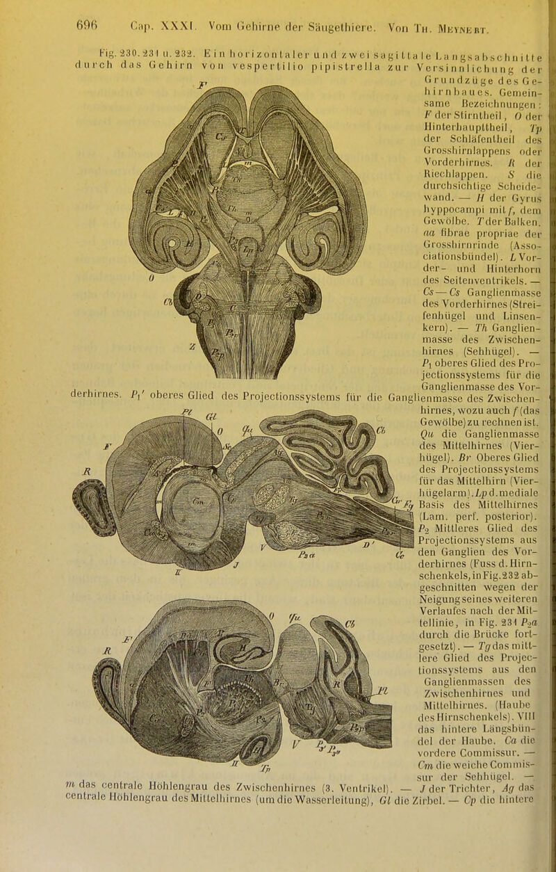 Fig. d II !• c h 230.a3'l u. 232 das Gehirn Ein Ii 0 r i z 0 n l a 1 e I von V e s p e r l i I i o I' ■ und zwei suKillale L a n gs a b sc h n i 11 e pipistreila zur V e rs i n n Ii ch n n g der Orundzüge des Ge- ll im hau es. Gemein- same Bezeichnungen : F der StirnUiei!, O der Hinterhaupltheil, Tp der Schläl'enlheil des Grosshirnlappens oder Vorderhirnes. /< der Riechlappen. S die durchsichtige Scheide- wand. — H der Gyrus hyppocanipi niil/; dem Gewölbe. Tder Balken. na (ibrae propriae der Grossliii-nrinde (Asso- cialionsbündel). LVor- der- und Hinterhorn des Seitenventrikels. — Cs—Cs Ganglienriiasse des Vorderhirnes (Strei- lenhügel und Linsen- kern). — Th Ganglien- masse des Zwischen- hirnes (Sehhügel). — Pi oberes Glied des Pro- jectionssystems für die , n; u Ganglienmasse des Vor- aerhirnes. P, oberes Glied des Projectionssyslems für die Ganglienmasse des Zwischen- hirnes, wozu auch f (das Gewölbe) zu rechnen ist. Qu die Ganglienmassc des Mittelhirnes (Vier- hügel). Br Oberes Glied des Projeclionssystems für das Mittelhirn (Vier- luigelarm).7.pd. mediale Basis des Mittelhirnes (Lam. perf. posterior). Po Mittleres Glied des Projectionssyslems aus den Ganglien des Vor- derhirnes (Fuss d. Hirn- sclienkels,inFig.232 ab- geschnitten wegen der Neigung seines weiteren Verlaufes nach der Mit- tellinie, in Fig. 231 P.,a durch die Brücke fort- gesetzt) . — Tg'das nntt- lerc Glied des Projec- tionssyslems aus den Ganglienmassen des Zwischenhirnes und Mittelhirncs. (Haube des Hirnschenkels). VIII das hinlere Längsbün- del der Haube. Ca die vordere Commissur. — Cm die weiche Coniini.s- sur der Sehhügel. — wt das centrale Höhlengrau des Zwischonhirnes (3. Ventrikel). — ./der Trichter, ^gr das centrale Uöhlengrau desMittelhirnes (um die Wasserleitung), Gl die Zirbel. — Cp die hintere