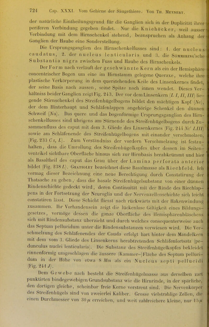 der natürliche Einlheilungsgrund für die Ganglien sich in der DupUcität ihrer periferen Verbindung gegeben findet. Nur die Kniehöcker, weil ausser Verbindung mit dem Hirnschenkel stehend, beanspruchen als Anhang der Ganglien der Haube eine Sonderstellung. Die Ursprungsganglien des Hirnschenkelfusses sind: 1, der nucleus caudatus, 2. der nucleus lenticularis und :i. die SösiMERiNo'sche Substantia nigra zwischen Fuss und Haube des Hirnschenkels. Der Form nach verläuft der geschwänzte Kern als ein der Hemisphäre concentrischer Bogen um eine im Hirnstamm gelegene Queraxe, welche ihre plastische Verkörperung in dem querstehenden Keile des Linsenkernes fmdet, der seine Basis nach aussen, seine Spitze nach innen wendet. Dieses Ver- hältniss beider Ganglien zeigt Fig. 243. Der vor dem Linsenkern [L I, II, III] lie- gende Stirnschenkel des Streifenhügelbogens bildet den mächtigen Kopf [Nc], der dem Hinterhaupt und Schläfenlappen angehörige Schenkel den dünnen Schweif [Na]. Das quere und das bogenförmige Ui-sprungsganglion des Hirn- schenkelfusses sind übrigens am Stirnende des Streifenhügelbogens durch Zu- sammenfluss des Caput mit dem 3. Gliede des Linsenkernes (Fig. 244.Vc' LIIl) sowie am Schläfenende des Streifenhügelbogens mit einander verschmolzen, (Fig. 233 Cs, L). Zum Verständniss der vordem Verschmelzung ist festzu- halten , dass die UmroUung des Streifenhügelkopfes über dessen im Seiten- ventrikel sichtbare Oberfläche hinaus sich zur Hirnbasis herabkrümmt und hier als Basaltheil des caput das Grau über derLamina perforata anterior bildet (Fig. 2381). Gratiolet bezeichnet diese Basalmasse als Riechfeld. Ich vermag dieser Bezeichnung eine neue Berechtigung durch Constatirung der Thatsache zu geben ,■ dass die basale Streifenhügelsubstanz von einer dünnen Rindenschichte gedeckt wird, deren Continuität mit der Rinde des Riechlap- pens in der Fortsetzung der Neuroglia und der Nervenzellenschichte sich leicht constatiren lüsst. Diese Schicht fliesst nach rückwärts mit der Hakenwindung zusammen. Hu- Vorhandensein zeigt die lückenlose Giltigkeit eines Bildungs- gesetzes, vermöge dessen die ganze Oberfläche des Hemisphärenbläschens sich mit Rindensubstanz überzieht und durch welches consequenterweise auch das Septum pellucidum unter die Rindensubstanzen verwiesen wird. Die Ver- schmelzung des Schläfenendes der Cauda erfolgt hart hinter dem Mandelkern mit dem vom 3. Güede des Linsenkerns herabtretenden Schläfenfortsatz (pe- dunculus nuclei lenticularis). Die Substanz des Slreifenhügelkopfes bekleide! rinnenförmig umgeschlagen die äussere (Kammer-)Fläche des Septum pelluci- dum in der Höhe von etwa ^ Mm als ein Nucleus septi pellucidi (Fig. 24'! ,1). Dem Gewebe nach besteht die Streifenhügelmasso aus derselben zart punktirten bindegewebigen Grundsubstanz wie die Hiriu-inde, in der spärliche, den dortigen gleiche, scheinbar freie Kerne verstreut sind. Die Nervenkörper des StreifenhUgels sind von zweierlei Kaliber. Grosse vielstrahlise Zellen, die einen Durchmesser von 30^tt erreichen, und weit zahlreichere kleine, nur \