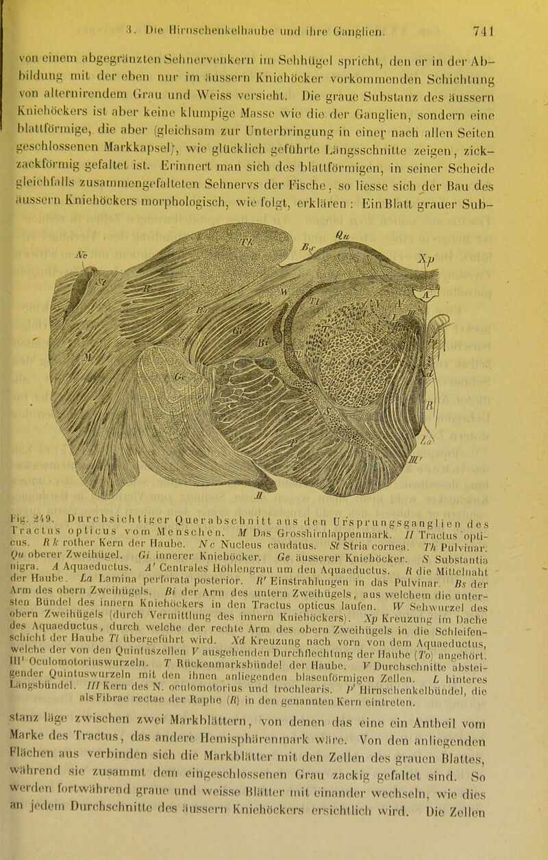von einem abgegränzlen Selinerviuikern im Sohhügel spriciil, den er in der Ab- biidung mit der eben nur im iiussern Kniohöcker vorkommenden Schiclilung von allernirendem Grau und Weiss versieiil. Die graue Substanz des äussern Kniehöckers ist aber keine klumpige Masse wie die der Ganglien, sondern eine blalllörmige, die aber (gleichsam zur Unterbringung in cinef nach allen Seiten geschlossenen Markkapsel/, wie glücklich geführte Längsschnitte zeigen, zick- zackförmig gefallet ist. Erinneil man sich des blattförmigen, in seiner Scheide gleichfalls zusammengefalteten Sehnervs der Fische, so Hesse sich der Bau des äussern Kniehöckers morphologisch, wie folgt, erklären: Ein Blatt grauer Sub- Flg. 5J/.9. Durch.sichtiger Querabschnitt aus den Urs p r u n gsga n g I i e n des Tractus opticus v o m M e n seh c n. M Das Grossliiinlappeninark. //Trautus ' opti- cus. Rk rother Kern der Haube. Nc Nucleus caudalus. St Stria Cornea. 77t Pulvinar Qu oberer Zwcihugel. Gi innerer Knieböcker. Ge äusserer Kniehöcker. S Substantia nigra. A Aquaeductus. A' Centrales Höhlengrau um den Aquaeductus. H die Millclnahl der Haube. La Lamina pcriorata posterior. «'Einstrahlungen in das Pulvinar ßs der Arm des obern Zweihügels. Bi der Arm des untern Zweihügels, aus welchem die unler- sten Bündel des mnern Kniehöckers in den Tractus opticus lauten. W Sehwurzel des Obern Zwcihugels (durch Vermittlung des innern Kniehöckers). Kreuzuim im Dache des Aquaeductus, durch welche der rechte Arm des obern Zweihügels in die Schleifen- schicht der Haube Tl übergeführt wird. Xd Kreuzung nach vorn von dem Aquaeductus welche der von den Quinluszellen V au.sgeheiuicn Durchnochlung der Haube (To] angehört' HI Oculomotoriuswurzeln. T Rückenmark.sbündel der Haul)c. F Durchschnitte abstei- gender Quintuswurzeln mit den ihnen anliegenden blascuförmigcn Zellen. L hinleres Langsbundel. /// Korn des N. nculomotorius und trochlearis. p' Hirnschenkelbündel, die alstibrae rectae der Raphe (/{) in den genannten Kern eintreten. Stanz läge zwischen zwei Markblältern, von denen das eine ein Anthoil vom Marke des Tractus, das andere Hcmisphärcnmark wäre. Von den anliegenden Flachen aus verbinden sich die Markblätter mit den Zellen des grauen Blattes, während sie zusammt dem eingeschlossenen Grau zackig gefaltet sind. So werden fortwährend graue und weisse Blätter mit einander wechseln, wie dies an jedem Durchschnitte des äussern Kniehöckers ersichtlich wird. Die Zellen