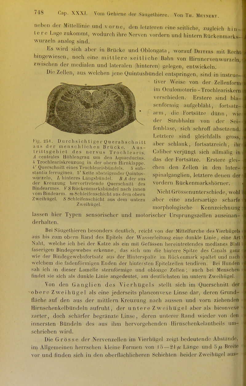 neben der Mittellinie und vorne, den letzteren eine seitliche, zugleich hin- lere Lage zukonnmt, wodurch ihre Nerven vordem und hinlern Hückenmarks- wurzeln analog sind. Es wird sich aber in Bi-ückc und Oblongata, worauf Dkitkrs mit Hecht hingewiesen, noch eine mittlere seitliche Bahn von Ilirnnervenwurzeln, zwischen der medialen und lateralen (hinteren) gelegen, entwickeln. Die Zellen, aus welchen jene Quinlusbündel entspringen, sind in instruo- Liver Weise von der Zellenformi im Oculomotorio -Trochleariskerni verschieden. Erstere sind bla- sen förmig aufgebläht, forlsalz- arm, die Forlsiitze dünn, wiei dci- Strohhalm von der Sei-- fenblase, sich schroll' absetzend. Letzlere sind gleichfalls gross, aber schlank, forlsatzreich, ihr Caliber verjüngt sich allniälig in das der Forlsätze. Erstere glei- chen den Zellen in den Inter- spinalganglieu, letztere denen den vordem Rückenmarkshörner. Nicht Grössenunlerschiede, wohl aber eine andersartige scharfe morphologische Kennzeichnung lassen hier Typen sensorischer und motorischer Ursprungszellen auseinan- derhalten. Bei Säugethieren besonders deutlich, reich! von der Mitfelfurche des Vierhügels aus bis zum obern Hand des Epitels der Wasserleitung eine dunkle Linie , eine Art Naht, welche ich bei der Katze als ein mit Gefässen lier'eiulretendes medianes Blatl faserigen Bindegewebes erkenne, das sich um die hinlere Spitze des Canals gam wie der Bindegewebsfortsalz aus der Hinlerspalle im Hückenmark spaltet und nach welchem die fadenförmigen Enden der hintersten Epitelzellen tendircn. Bei Hunden sah ich in dieser Lamelle slernförmige und oblonge Zellen ; auch bei Mensche« findet sie sich als dunkle Linie angedeutet, am deutlichsten im untern Zwoihügel.. Von den Ganglien des VierhUgels stellt sich im Querschnitt der obere Zweihügel als eine jederseits planconvexe Linse dar, deren Grund- fläche auf den aus der milllern Kreuzung nach aussen und vorn ziehendeö Hirnschenkelbündeln aufruht, der u nte r e Z w ei hügeI aber als biconve:* zarter, doch schärfer begränzte Linse, deren unlerer Rand wieder von den innersten Bündeln des aus ihm hervorgehenden Uirnschenkelantheils um-»; schrieben wird. Die Grösse der Nervenzellen itn Vierhügel zeigt bedeutende AbsländG, im Allgemeinen herrschen kleine Formen von l.'i—21|« Länge und 5^ Breite vor und finden sich in den oberflächlicheren Schichten beider Zweihügel aus*^ Vi'^. 251. Durchsiclitiger QuerabscliiiiU aus der menschlichen Brücke. Aus- trittsgebiot des nervus Trochlcaris. A centrales Höhlenarau um den Aquaeductus. 4 Trochleariskreuzung in der obern Hirnklappe. 4' Querschiiilt eines Trochlearisbiindeis. S sulo- stantia t'erruginea. 5' Kelle alisteigender Quinlus- wurzeln, L hinteres Längsbündcl. ß .4 der aus der Kreuzung hervortretende Quersclmüt des Bindearmes. FS Rückenmarksbündel nach innen vom Bindearm. rnSchleil'enschichl aus dem obern Zweihügel. S Schleit'enschicht aus dem untern Zweihügel.