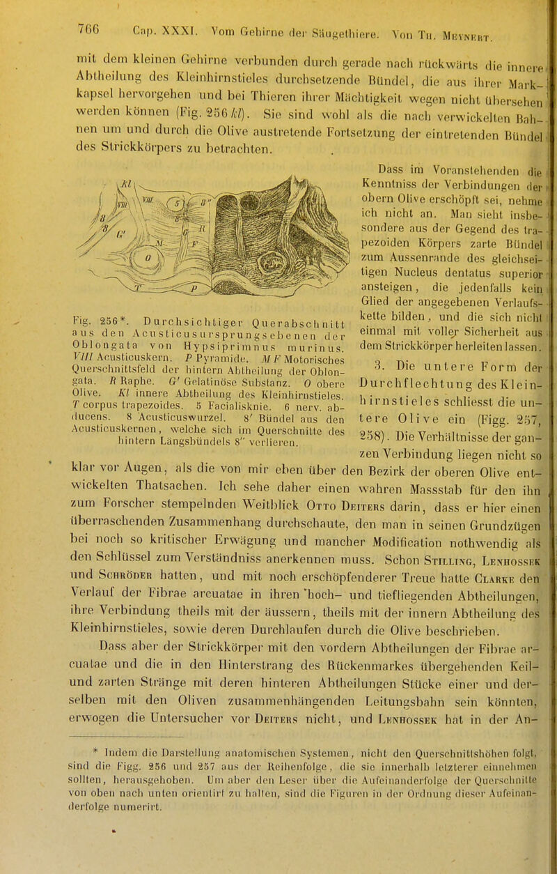 mit dem kleinen Gehirne verbunden durch gerade nncli rückwiirts die innere Abiheilung des Kleinhirnstieles durchsetzende Bündel, die aus ihrer Mark- kapsel hervorgehen und bei Thieren ihrer Miichtigkeil wegen nicht Ubersehen werden können (Fig. 256/c/). Sie sind wohl als die nach verwickelten Bah- nen um und durch die Olive austretende Fortsetzung der eintretenden Bündel des Strickkörpers zu betrachten. Dass im Voranstellenden die Kennlniss der Verbindungen der Obern Olive erschöpft sei, nehme ich nicht an. Man sielil insbe- sondere aus der Gegend des Ira- pezoiden Körpers zarte Bündel zum Aussenrande des gleiclisei- tigen Nucleus denlatus superior ansteigen, die jedenfalls kein GHed der angegebenen Verlaufs- kelte bilden, und die sich nicht einmal mit voller Sicherheit aus dem Strickkörper herleilen lassen. 3. Die untere Form der Durchflechtung desKlein- hirns tiel es schliesst die un- tere Olive ein (Figg. 2.ö7, 258). Die Verhaltnisse der gan- zen Verbindung liegen nicht so klar vor Augen, als die von mir eben über den Bezirk der oberen Olive ent- wickelten Thatsachen. Ich sehe daher einen wahren Massslab für den ihn zum Forscher stempelnden Weitblick Otto Deiters darin, dass er hier einen überraschenden Zusammenhang durchschaute, den man in seinen Grundzügen bei noch so kritischer Erwägung und mancher Modification nothwendig als den Schlüssel zum Verständniss anerkennen muss. Schon Stilling, Lexhossek und Schröder halten, und mit noch erschöpfenderer Treue hatte Clarke den Verlauf der Fibrae arcuatae in ihren 'hoch- und tiefliegenden Abtheilungen, ihre Verbindung theils mit der äussern, theils mit der innern Abtheilung des Kleinhirnslieles, sowie deren Durchlaufen durch die Olive beschrieben. Dass aber der Slrickkörper mit den vordem Abiheilungen der Fibrae ar- cuatae und die in den Hinterstrang des Rückenmarkes übergehenden Keil- und zarten Stränge mit deren hinteren Abiheilungen Stücke einer und der- selben mit den Oliven zusammenhängenden Leilungsbahn sein könnten, erwogen die Untersucher vor Deiters nicht, und Lenhossek hat in der An- * Indem die Darstellung analomischen Syslemen, nicht den Quer.sclinitlshöhen folgt, sind die Figg. 256 und 257 aus der Reihenfolge, die sie innerhalb lelzlcrcr einnehmen solllen, herausgehoben. Um nbei' den Lesei' über die Aufeinanderfolge der Quorschnitle von oben nach unten oricnlirl zu hallen, sind die Figuren in der Ordnung dieser Aufeinan- derfolge numerirt. Flg. 256*. Durchsichtiger Querabschnitt aus den Acu s ti c u s u rspru n g s eh e n en der Oblongata von Hy psipr i ni n us raurinus. VIH Aeusticuskern. P Pyramide. ./)/7«'Motorisches Querschnittsfeld der hintern Abtheilung der Oblon- gata. n Raphe. G' Gelatinöse Substanz. 0 obere Olive. Kl innere Abtheilung des Kleinhirnstieles, r corpus Irapezoides. 5 Facialisknie. 6 nerv, ab- ducens. 8 Acusticuswurzel. 8' Bündel aus den Acusticuskernen, welche sich im Querschnitte des