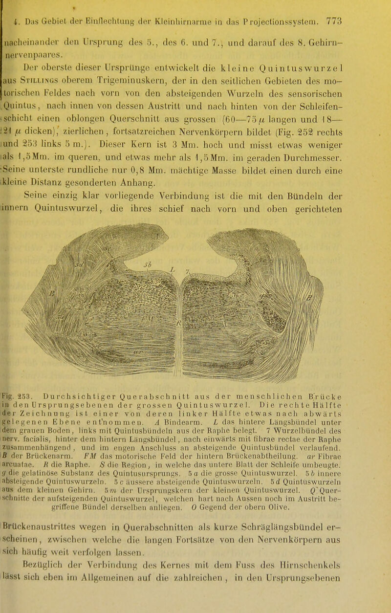 nacheinander den Ursprung des 5., des 6. und 7., und darauf des 8. Gehirn- nervenpaares. Der oberste dieser Ursprünge entwickelt die kleine Quintuswurzel aus Stillings oberem Trigerainuskern, der in den seitliclien Gebieten des mo- torischen Feldes nach vorn von den absteigenden Wurzeln des sensorischen Quintus, nach innen von dessen Austritt und nach hinten von der Schleifen- ■ schicht einen oblongen Querschnitt aus grossen (60—115 i-i langen und 18— i2^ jii dicken) ■ zierlichen , fortsatzreichen Nervenkörpern bildet (Fig. 252 rechts lund 233 links 5m.). Dieser Kern ist 3 Mm. hoch und misst etwas weniger lals l,oMra. im queren, und etwas mehr als 1,5Mm. im geraden Durchmesser. •Seine unterste rundliche nur 0,8 Mm. mächtige Masse bildet einen durch eine ikleine Distanz gesonderten Anhang. Seine einzig klar vorliegende Verbindung ist die mit den Bündeln der linnern Quintuswurzel, die ihres schief nach vorn und oben gerichteten Fig. 253. D u rchs i ch t lg er Q u e ra b sch n i tt aus der menschlichen B'rücke in den Ursprungsebenen der grossen Quintuswurzel. Die rechte Hälfte dei' Zeichnung ist einer von deren linker Hälfte etwas nach abwärts gelegenen Ebene ent'nommen. A Bindearm. L das hintere Längsbündel unter dem grauen Boden, links mit Quintusbündeln aus der Raphe belegt. 7 Wurzelbündel des nerv, facialis, hinter dem hintern Längsbündel, nach einwärts mit übrae rectae der Raphe zusammenhängend , und im engen Anschluss an absteigende Quintusbündel verlaufend, iß der Brückenarm. FM das motorische Feld der hintern Brückenabtheilung. ar Fibrae arcuatae. die Raphe. <S'die Region, in welche das untere Blatt der Schleife umbeugte. die gelatinöse Substanz des Quintusur.sprungs. .ja die grosse Quintuswurzel. St innere absteigende Quintuswurzeln. 5 c äussere absteigende Quintuswurzeln. 6d Quintuswurzeln aus dem kleinen Gehirn. 5m der Ursprungskern der kleinen Quintuswurzel. QQuer- schnitte der aufsteigenden Quintuswurzel, welchen hart nach Aussen noch im Austritt be- griffene Bündel derselben anliegen. 0 Gegend der obern Olive. Brückenauslriltes wegen in Querabschnitten als kurze Schräglüngsbündel er- scheinen , zwischen welche die langen Fortsätze von den Nervenkörpern aus sich häufig weit verfolgen lassen. Bezüglich der Verbindung des Kernes mit dem Fuss des Hirnschenkels lässl sich eben im Allgemeinen auf die zahh'eichen , in den Ursprungsebenen