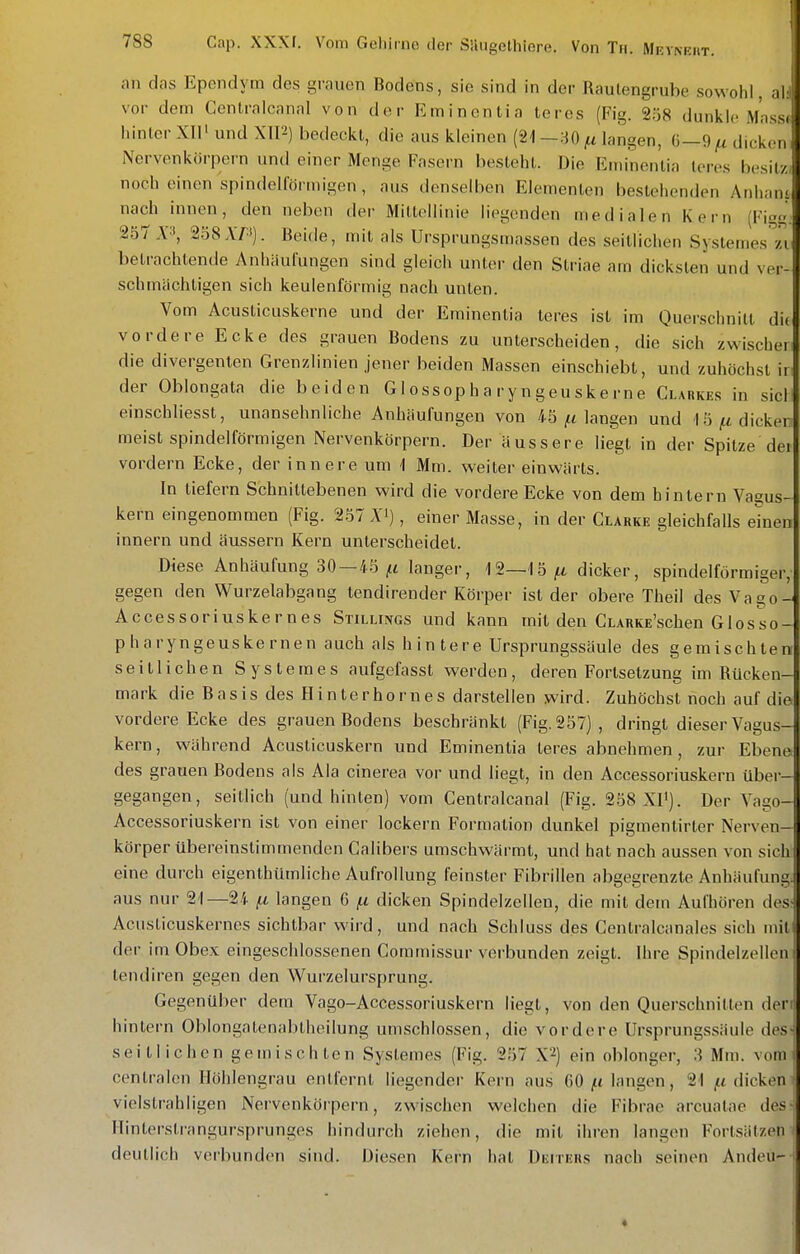 an das Ependym des grauen Bodens, sie sind in der Raulengrube sowohl, al: vor dem Centralcanal von der Emincntia teres (Fig. 2ö8 dunkle M'nss( hinler XIl' und XIP) bedeckt, die aus kleinen (21 —30 langen, 6—g^tt dicken Nervenkörpern und einer Menge Fasern besteht. Die Rininentia leres besitz I noch einen spindelförmigen, aus denselben Elementen bestehenden Anhami nach innen, den neben der Mittellinie liegenden medialen Kern (Figa | 257 A3, 258 A'P). Beide, mit als Ursprungsmassen des seitlichen Systemes'^zi! betrachtende Anhäufungen sind gleich unter den Striae am dicksten und ver- schmächtigen sich keulenförmig nach unten. Vom Acusticuskerne und der Eminentia leres ist im Querschnitt dit vordere Ecke des grauen Bodens zu unterscheiden, die sich zwischer die divergenten Grenzlinien jener beiden Massen einschiebt, und zuhöchst ir der Oblongata die beiden G1 ossop h a ry ngeuskerne Clarkes in siel einschliesst, unansehnliche Anhäufungen von 45 ^tt langen und 15 dicken meist spindelförmigen Nervenkörpern. Der äussere liegt in der Spitze dei vordem Ecke, der innere um 1 Mm. weiter einwärts. In tiefern Schnittebenen wird die vordere Ecke von dem hintern Vagus- kern eingenommen (Fig. 257 Ä'i), einer Masse, in der Clarke gleichfalls e^nen innern und äussern Kern unterscheidet. Diese Anhäufung 30 —45 ^tt langer, 12—15^i dicker, spindelförmiger, gegen den Wurzelabgang tendirender Körper ist der obere Theil des Vago- Accessoriuskernes Stillings und kann mit den CLARKE'schen Glosso- p h a r yn geuske rnen auch als hintere Ursprungssäule des gemischten seitlichen Systemes aufgefasst werden, deren Fortsetzung im Rücken- mark die Basis des Hinterhornes darstellen wird. Zuhöchst noch auf die vordere Ecke des grauen Bodens beschränkt (Fig. 257] , dringt dieser Vagus- kern , während Acuslicuskern und Eminentia teres abnehmen, zur Ebene« des grauen Bodens als Ala cinerea vor und liegt, in den Accessoriuskern über- gegangen, seitlich (und hinten) vom Centralcanal (Fig. 258 X1'). Der Vago- Accessoriuskern ist von einer lockern Formation dunkel pigmentirter Nerven- körper übereinstimmenden Calibers umschwärmt, und hat nach aussen von sicli eine durch eigenthümliche Aufrollung feinster Fibrillen abgegrenzte Anhäufung^ aus nur 21—24 fi, langen C jtt dicken Spindelzellen, die mit dem Aufhören des; Acusticuskernes sichtbar vi'ird, und nach Schluss des Centralcanales sich miti der im Obex eingeschlossenen Coramissur verbunden zeigt. Ihre Spindelzellen tendiren gegen den Wurzelursprung. Gegenüber dem Vago-Accessoriuskern liegt, von den Querschnitten der hintern Oblongatenablheilung umschlossen, die vordere Ursprungssäule des seitlichen gemischten Systemes (Fig. 257 X^) ein oblonger, 3 Mm. vom centralen Ilühlengrau entfernt liegender Kern aus 60 {.i langen, 21 (.i dicken vielstrahligen Nervenköi pern, zwischen welchen die Fibrae arcuatae des Hinterslrangursprunges hindurch ziehen, die mit ihren langen Fortsätzen deutlich verbunden sind. Diesen Kern hat ÜErrERs nach seinen Andeü- «